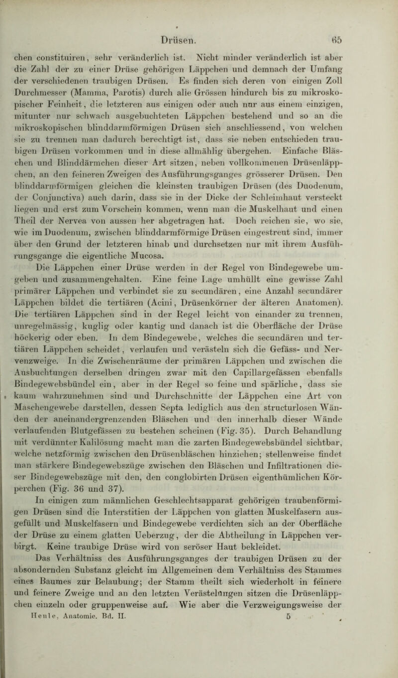 chen constituiren, sehr veränderlich ist. Nicht minder veränderlich ist aber die Zahl der zu einer Drüse gehörigen Läppchen und demnach der Umfang der verschiedenen traubigen Drüsen. Es finden sich deren von einigen Zoll Durchmesser (Mamma, Parotis) durch alie Grössen hindurch bis zu mikrosko- pischer Feinheit, die letzteren aus einigen oder auch nur aus einem einzigen, mitunter nur schwach ausgebuchteten Läppchen bestehend und so an die mikroskopischen blinddarmförmigen Drüsen sich anschliessend, von welchen sie zu trennen man dadurch berechtigt ist, dass sie neben entschieden trau- bigen Drüsen Vorkommen und in diese allmählig übergehen. Einfache Bläs- chen und Blinddärmchen dieser Art sitzen, neben vollkommenen Drüsenläpp- chen, an den feineren Zweigen des Ausführungsganges grösserer Drüsen. Den blinddarmförmigen gleichen die kleinsten traubigen Drüsen (des Duodenum, der Conjunctiva) auch darin, dass sie in der Dicke der Schleimhaut versteckt liegen und erst zum Vorschein kommen, wenn man die Muskelhaut und einen Theil der Nervea von aussen her abgetragen hat. Doch reichen sie, wo sie, wie im Duodenum, zwischen blinddarmförmige Drüsen eingestreut sind, immer über den Grund der letzteren hinab und durchsetzen nur mit ihrem Ausfüh- rungsgange die eigentliche Mucosa. Die Läppchen einer Drüse werden in der Regel von Bindegewebe um- geben und zusammengehalten. Eine feine Lage umhüllt eine gewisse Zahl primärer Läppchen und verbindet sie zu secundären, eine Anzahl secundärer Läppchen bildet die tertiären (Acini, Drüsenkörner der älteren Anatomen). Die tertiären Läppchen sind in der Regel leicht von einander zu trennen, unregelmässig, kuglig oder kantig und danach ist die Oberfläche der Drüse höckerig oder eben. In dem Bindegewebe, welches die secundären und ter- tiären Läppchen scheidet, verlaufen und verästeln sich die Gefäss- und Ner- venzweige. In die Zwischenräume der primären Läppchen und zwischen die Ausbuchtungen derselben dringen zwar mit den Capillargefässen ebenfalls Bindegewebsbündel ein, aber in der Regel so feine und spärliche, dass sie • kaum wahrzunehmen sind und Durchschnitte der Läppchen eine Art von Maschengewebe darstellen, dessen Septa lediglich aus den structurlosen Wän- den der aneinandergrenzenden Bläschen und den innerhalb dieser Wände verlaufenden Blutgefässen zu bestehen scheinen (Fig. 35). Durch Behandlung mit verdünnter Kalilösung macht man die zarten Bindegewebsbündel sichtbar, welche netzförmig zwischen den Drüsenbläschen hinziehen; stellenweise findet man stärkere Bindegewebszüge zwischen den Bläschen und Infiltrationen die- ser Bindegewebszüge mit den, den conglobirten Drüsen eigenthümlichen Kör- perchen (Fig. 36 und 37). In einigen zum männlichen Geschlechtsapparat gehörigen traubenförmi- gen Drüsen sind die Interstitien der Läppchen von glatten Muskelfasern aus- gefüllt und Muskelfasern und Bindegewebe verdichten sich an der Oberfläche der Drüse zu einem glatten Ueberzug, der die Abtheilung in Läppchen ver- birgt. Keine traubige Drüse wird von seröser Haut bekleidet. Das Verhältniss des Ausführungsganges der traubigen Drüsen zu der absondernden Substanz gleicht im Allgemeinen dem Verhältniss des Stammes eines Baumes zur Belaubung; der Stamm theilt sich wiederholt in feinere und feinere Zweige und an den letzten Verästeltingen sitzen die Drüsenläpp- chen einzeln oder gruppenweise auf. Wie aber die Verzweigungsweise der Henle, Anatomie. Bd. II. 5