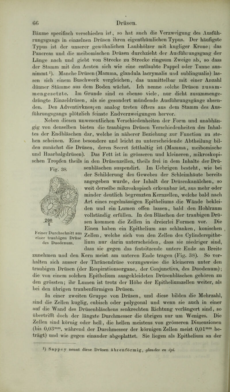 Bäume specifisch verschieden ist, so hat auch die Verzweigung des Ausfüh- rungsgangs in einzelnen Drüsen ihren eigenthümlichen Typus. Der häufigste Typus ist der unserer gewöhnlichen Laubhölzer mit kugliger Krone: das Pancreas und die meibomischen Drüsen durchzieht der Ausführungsgang der Länge nach und giebt von Strecke zu Strecke ringsum Zweige ab, so dass der Stamm mit den Aesten sich wie eine entlaubte Pappel oder Tanne aus- nimmt !). Manche Drüsen (Mamma, glandula lacrymalis und sublingualis) las- sen sich einem Buschwerk vergleichen, das unmittelbar mit einer Anzahl dünner Stämme aus dem Boden wächst. Ich nenne solche Drüsen zusam- mengesetzte. Im Grunde sind es ebenso viele, nur dicht zusammenge- drängte Einzeldrüsen, als sie gesondert mündende Ausführungsgänge absen- den. Den Adventivknospen analog treten öfters aus dem Stamm des Aus- führungsgangs plötzlich feinste Endverzweigungen hervor. Neben diesen unwesentlichen Verschiedenheiten der Form und unabhän- gig von denselben bieten die traubigen Drüsen Verschiedenheiten des Inhal- tes der Endbläschen dar, welche in näherer Beziehung zur Function zu ste- hen scheinen. Eine besondere und leicht zu unterscheidende Abtheilung bil- den zunächst die Drüsen, deren Secret fetthaltig ist (Mamma, meibomische und Ilaarbalgdrüsen). Das Fett ist in grösseren und kleineren, mikroskopi- schen Tropfen theils in den Drüsenzellen, theils frei in dem Inhalte der Drü- senbläschen suspendirt. Im Uebrigen besteht, wie bei der Schilderung des Gewebes der Schleimhäute bereits angegeben wurde, der Inhalt der Drüsenkanälchen, so weit derselbe mikroskopisch erkennbar ist, aus mehr oder minder deutlich begrenzten Kernzellen, welche bald nach Art eines regelmässigen Epitheliums die Wände beklei- den und ein Lumen offen lassen, bald den Hohlraum vollständig erfüllen. In den Bläschen der traubigen Drü- sen kommen die Zellen in dreierlei Formen vor. Die Einen haben ein Epithelium aus schlanken, konischen h einei Durchschnitt aus gellen, welche sich von den Zellen des Cylinderepithe- des Duodenum. lium nur darin unterscheiden, dass sie niedriger sind, dass sie gegen das festsitzende untere Ende an Breite zunehmen und den Kern meist am unteren Ende tragen (Fig. 38). So ver- halten sich ausser der Thränendrüse vorzugsweise die kleineren unter den traubigen Drüsen (der Respirationsorgane, der Conjunctiva, des Duodenum); die von einem solchen Epithelium ausgekleideten Drüsenbläschen gehören zu den grössten; ihr Lumen ist trotz der Höhe der Epitheliumzellen weiter, als bei den übrigen traubenförmigen Drüsen. In einer zweiten Gruppe von Drüsen, und diese bilden die Mehrzahl, sind die Zellen kuglig, cubisch oder polygonal und wenn sie auch in einer auf die Wand des Drüsenbläschens senkrechten Richtung verlängert sind, so übertrifft doch der längste Durchmesser die übrigen nur um Weniges. Die Zellen sind körnig oder hell, die hellen meistens von grösseren Dimensionen (bis 0,03mm, während der Durchmesser der körnigen Zellen meist 0,0lmm be- trägt) und wie gegen einander abgeplattet. Sie liegen als Epithelium an der Fig. 38. D Sappe y nennt diese Drüsen ähren förmig, glandes en epi.