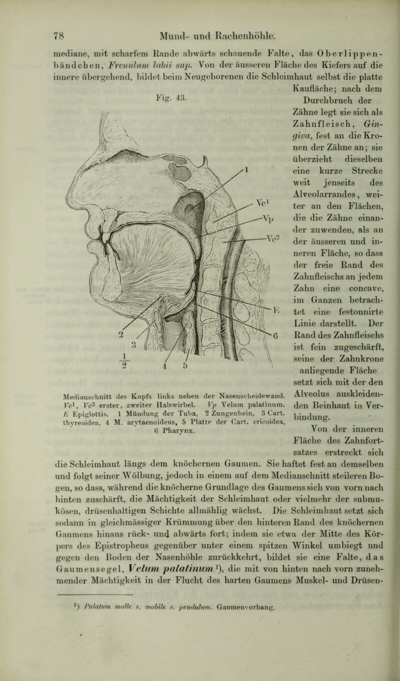 mediane, mit scharfem Rande abwärts schauende Falte, das Oberlippen- bändchen, Frenulum labii sup. Von der äusseren Fläche des Kiefersauf die innere übergehend, bildet beim Neugeborenen die Schleimhaut selbst die platte Kaufläche; nach dem Durchbruch der Zähne legt sie sich als Zahnfleisch, Gin- giva, fest an die Kro- nen der Zähne an; sie überzieht dieselben eine kurze Strecke weit jenseits des Alveolarrandes, wei- ter an den Flächen, die die Zähne einan- der zuwenden, als an der äusseren und in- neren Fläche, so dass der freie Rand des Zahnfleischs an jedem Zahn eine concave, im Ganzen betrach- tet eine festonnirte Linie darstellt. Der Rand des Zahnfleischs ist fein zugeschärft, seine der Zahnkrone anliegende Fläche setzt sich mit der den Medianschnitt des Kopfs links neben der Nasenscheidewand. Alveolus auskleiden- Fc1, Vc2 erster, zweiter Halswirbel. Vp Velum palatinura. den Beinhaut in Ver- E Epiglottis. 1 Mündung der Tuba, 2 Zungenbein, 3 Cart. thyreoidca, 4 M. arytaenoideus, 5 Platte der Cart. cricoidea, 6 Pharynx. Von der inneren Fläche des Zahnfort- satzes erstreckt sich die Schleimhaut längs dem knöchernen Gaumen. Sie haftet fest an demselben und folgt seiner Wölbung, jedoch in einem auf dem Medianschnitt steileren Bo- gen, so dass, während die knöcherne Grundlage des Gaumens sich von vorn nach hinten zuschärft, die Mächtigkeit der Schleimhaut oder vielmehr der submu- kösen, drüsenhaltigen Schichte allmählig wächst. Die Schleimhaut setzt sich sodann in gleichmässiger Krümmung über den hinteren Rand des knöchernen Gaumens hinaus rück- und abwärts fort; indem sie etwa der Mitte des Kör- pers des Epistropheus gegenüber unter einem spitzen Winkel umbiegt und gegen den Boden der Nasenhöhle zurückkehrt, bildet sie eine Falte, das Gaumensegel, Velum palalinum1), die mit von hinten nach vorn zuneh- mender Mächtigkeit in der Flucht des harten Gaumens Muskel- und Drüsen- 0 Palatum molle s. mobile .<?. pendulum. Gaumenvorhang.