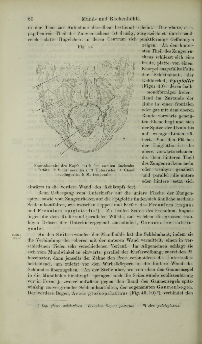 Seiteii- wand. in der That zur Aufnahme derselben bestimmt scheint. Der glatte, d. h. papillenfreie Theil des Zungenrückens ist drüsig, ausgezeichnet durch zahl- reiche platte Hügelchen, in deren Centrum sich punktförmige Oeffnungen zeigen. An den hinter- sten Theil des Zungenrü- ckens schliesst sich eine breite, platte, von einem Knorpel ausgefüllte Falte der Schleimhaut, der Kehldeckel, Kpiglottis (Figur 43), deren halb- mondförmiger freier Rand im Zustande der Ruhe in einer frontalen oder gar mit dem oberen Rande vorwärts geneig- ten Ebene liegt und sich der Spitze der Uvula bis auf wenige Linien nä- hert. Von den Flächen der Epiglottis ist die obere, vorwärts schauen- de, dem hinteren Theil des Zungenrückens mehr oder weniger genähert und parallel; die untere oder hintere setzt sich abwärts in die vordere Wand des Kehlkopfs fort. Beim Uebergang vom Unterkiefer auf die untere Fläche der Zungen- spitze, sowie vom Zungenrücken auf die Epiglottis finden sich ähnliche mediane Schleimhautfalten, wie zwischen Lippen und Kiefer, das Fr en ul um linguae und Frenulum epiglottidis 1). Zu beiden Seiten des Frenulum linguae liegen die dem Kieferrand parallelen Wülste, auf welchen die grossen trau- bigen Drüsen der Unterkiefergegend ausmünden, Carunculae sublin- guales. An den Seiten wänden der Mundhöhle hat die Schleimhaut, indem sie die Verbindung der oberen mit der unteren Wand vermittelt, einen in ver- schiedenen Tiefen sehr verschiedenen Verlauf. Im Allgemeinen schlägt sie sich vom Mundwinkel an einwärts, parallel der Kieferwölbung, zuerst den M. buccinator, dann jenseits der Zähne den Proc. coronoideus des Unterkiefers bekleidend, um zuletzt vor den Wirbelkörpern in die hintere Wand des Schlundes überzugehen. An der Stelle aber, wo von oben das Gaumensegel in die Mundhöhle hinabragt, springen auch die Seitenwände coulissenförmig vor in Form je zweier aufwärts gegen den Rand des Gaumensegels spitz- winklig convergirender Schleimhautfalten, der sogenannten Gaumenbogen. Der vordere Bogen, Arcus glossopalatinus (Fig. 45, 10) 2), verbindet den *) Lig. glosso - epiglotticum. Frenulum linguae posterius. 2) Are. palatoglossus. Fis-. 44. Frontalschnitt des Kopfs durch den zweiten Backzahn. I Orbita, 2 Sinus maxillaris, 3 Unterkiefer, 4 Gland. sublingualis, 5 M. temporalis.