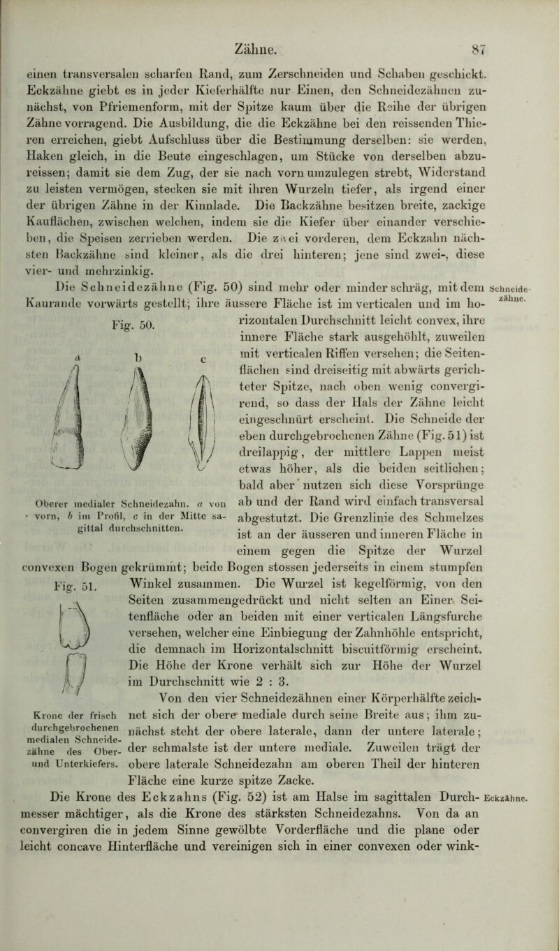 einen transversalen scharfen Rand, zum Zerschneiden und Schaben geschickt. Eckzähne giebt es in jeder Kieferhälfte nur Einen, den Schneidezähnen zu- nächst, von Pfriemenform, mit der Spitze kaum über die Reihe der übrigen Zähne vorragend. Die Ausbildung, die die Eckzähne bei den reissenden Thie- ren erreichen, giebt Aufschluss über die Bestimmung derselben: sie werden, Haken gleich, in die Beute eingeschlagen, um Stücke von derselben abzu- reissen; damit sie dem Zug, der sie nach vorn umzulegen strebt, Widerstand zu leisten vermögen, stecken sie mit ihren Wurzeln tiefer, als irgend einer der übrigen Zähne in der Kinnlade. Die Backzähne besitzen breite, zackige Kauflächen, zwischen welchen, indem sie die Kiefer über einander verschie- ben, die Speisen zerrieben werden. Die zsvei vorderen, dem Eckzahn näch- sten Backzähne sind kleiner, als die drei hinteren; jene sind zwei-, diese vier- und mehrzinkig. Die Schneidezähne (Fig. 50) sind mehr oder minder schräg, mit dem schneide Kaurande vorwärts gestellt; ihre äussere Fläche ist im verticalen und im lio- zähne. Fig. 50. Oberer medialer Schneidezahn, a von vorn, b irn Profil, c in der Mitte sa- gittal durchschnitten. rizontalen Durchschnitt leicht convex, ihre innere Fläche stark ausgehöhlt, zuweilen mit verticalen Riffen versehen; die Seiten- flächen sind dreiseitig mit abwärts gerich- teter Spitze, nach oben wenig convergi- rend, so dass der Hals der Zähne leicht eingeschnürt erscheint. Die Schneide der eben durchgebrochenen Zähne (Fig. 51) ist dreilappig, der mittlere Lappen meist etwas höher, als die beiden seitlichen; bald aber nutzen sich diese Vorsprünge ab und der Rand wird einfach transversal abgestutzt. Die Grenzlinie des Schmelzes ist an der äusseren und inneren Fläche in einem gegen die Spitze der Wurzel convexen Bogen gekrümmt; beide Bogen stossen jederseits in einem stumpfen Winkel zusammen. Die Wurzel ist kegelförmig, von den Seiten zusammengedrückt und nicht selten an Einer Sei- tenfläche oder an beiden mit einer verticalen Längsfurche versehen, welcher eine Einbiegung der Zahnhöhle entspricht, die demnach im Horizontalschnitt biscuitförmig erscheint. Die Höhe der Krone verhält sich zur Höhe der Wurzel im Durchschnitt wie 2:3. Von den vier Schneidezähnen einer Körperhälfte zeich- net sich der obere mediale durch seine Breite aus; ihm zu- nächst steht der obere laterale, dann der untere laterale; der schmälste ist der untere mediale. Zuweilen trägt der obere laterale Schneidezahn am oberen Theil der hinteren Fläche eine kurze spitze Zacke. Die Krone des Eckzahns (Fig. 52) ist am Halse im sagittalen Durch-Eckzähne, messer mächtiger, als die Krone des stärksten Schneidezahns. Von da an convergiren die in jedem Sinne gewölbte Vorderfläche und die plane oder leicht concave Hinterfläche und vereinigen sich in einer convexen oder wink- Kronc der frisch durchgebrochenen medialen Schneide- zähne des Ober- und Unterkiefers.