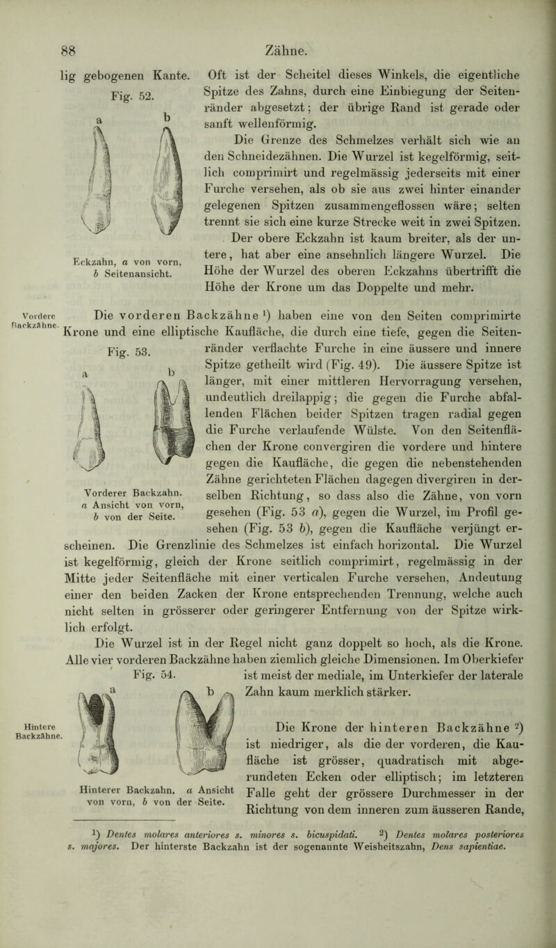 lig gebogenen Kante. Fig. 52. b Eckzahn, a von vorn, b Seitenansicht. Oft ist der Scheitel dieses Winkels, die eigentliche Spitze des Zahns, durch eine Einbiegung der Seiten- ränder abgesetzt; der übrige Rand ist gerade oder sanft wellenförmig. Die Grenze des Schmelzes verhält sich wie an den Schneidezähnen. Die Wurzel ist kegelförmig, seit- lich comprimirt und regelmässig jederseits mit einer Furche versehen, als ob sie aus zwei hinter einander gelegenen Spitzen zusammengeflossen wäre; selten trennt sie sich eine kurze Strecke weit in zwei Spitzen. Der obere Eckzahn ist kaum breiter, als der un- tere, hat aber eine ansehnlich längere Wurzel. Die Höhe der Wurzel des oberen Eckzahns übertrifft die Höhe der Krone um das Doppelte und mehr. Vordere Backzahne. Die vorderen Backzähne1) haben eine von den Seiten comprimirte Krone und eine elliptische Kaufläche, die durch eine tiefe, gegen die Seiten- Fig. 53. Vorderer Backzahn. a Ansicht von vorn, b von der Seite. Hintere Backzähne. ränder verflachte Furche in eine äussere und innere Spitze getheilt wird (Fig. 49). Die äussere Spitze ist länger, mit einer mittleren Hervorragung versehen, undeutlich dreilappig; die gegen die Furche abfal- lenden Flächen beider Spitzen tragen radial gegen die Furche verlaufende Wülste. Von den Seitenflä- chen der Krone convergiren die vordere und hintere gegen die Kaufläche, die gegen die nebenstehenden Zähne gerichteten Flächen dagegen divergiren in der- selben Richtung, so dass also die Zähne, von vorn gesehen (Fig. 53 a), gegen die Wurzel, im Profil ge- sehen (Fig. 53 b), gegen die Kaufläche verjüngt er- scheinen. Die Grenzlinie des Schmelzes ist einfach horizontal. Die Wurzel ist kegelförmig, gleich der Krone seitlich comprimirt, regelmässig in der Mitte jeder Seitenfläche mit einer verticalen Furche versehen, Andeutung einer den beiden Zacken der Krone entsprechenden Trennung, welche auch nicht selten in grösserer oder geringerer Entfernung von der Spitze wirk- lich erfolgt. Die Wurzel ist in der Regel nicht ganz doppelt so hoch, als die Krone. Alle vier vorderen Backzähne haben ziemlich gleiche Dimensionen. Im Oberkiefer Fig. 54. ist meist der mediale, im Unterkiefer der laterale a ^ b jg;^ Zahn kaum merklich stärker. Die Krone der hinteren Backzähne 2) ist niedriger, als die der vorderen, die Kau- fläche ist grösser, quadratisch mit abge- rundeten Ecken oder elliptisch; im letzteren Hinterer Backzahn, a Ansicht j?aiie geht der grössere Durchmesser in der von vorn, b von der Seite. . Richtung von dem inneren zum ausseren Rande, D Dentes molares anteriores s. minores s. bicuspidali. 2) Dentes molares posteriores s. majores. Der hinterste Backzahn ist der sogenannte Weisheitszahn, Dens sapientiae.