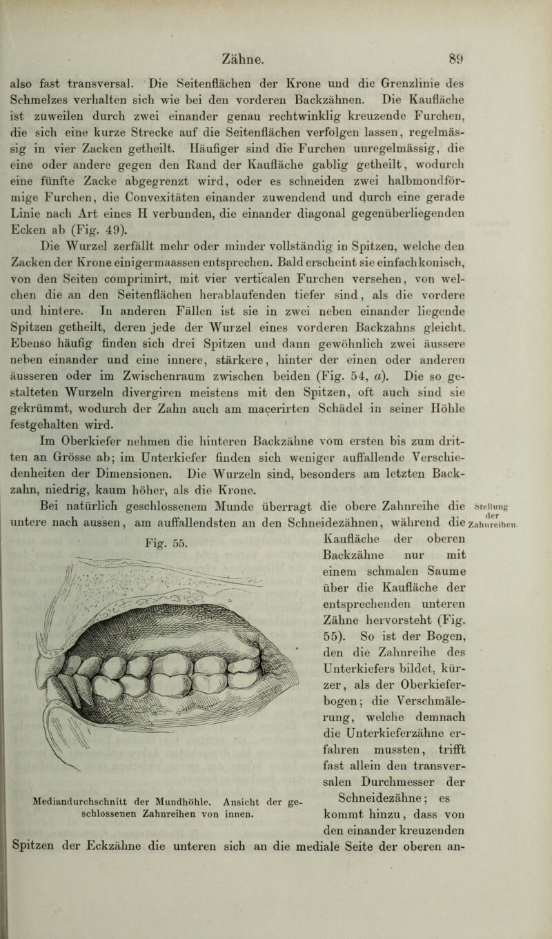 also fast transversal. Die Seitenflächen der Krone und die Grenzlinie des Schmelzes verhalten sich wie bei den vorderen Backzähnen. Die Kaufläche ist zuweilen durch zwei einander genau rechtwinklig kreuzende Furchen, die sich eine kurze Strecke auf die Seitenflächen verfolgen lassen, regelmäs- sig in vier Zacken getheilt. Häufiger sind die Furchen unregelmässig, die eine oder andere gegen den Rand der Kaufläche gablig getheilt, wodurch eine fünfte Zacke abgegrenzt wird, oder es schneiden zwei halbmondför- mige Furchen, die Convexitäten einander zuwendend und durch eine gerade Linie nach Art eines H verbunden, die einander diagonal gegenüberliegenden Ecken ab (Fig. 49). Die Wurzel zerfällt mehr oder minder vollständig in Spitzen, welche den Zacken der Krone einigermaassen entsprechen. Bald erscheint sie einfach konisch, von den Seiten comprimirt, mit vier verticalen Furchen versehen, von wel- chen die an den Seitenflächen herablaufenden tiefer sind, als die vordere und hintere. In anderen Fällen ist sie in zwei neben einander liegende Spitzen getheilt, deren jede der Wurzel eines vorderen Backzahns gleicht. Ebenso häufig finden sich drei Spitzen und dann gewöhnlich zwei äussere neben einander und eine innere, stärkere, hinter der einen oder anderen äusseren oder im Zwischenraum zwischen beiden (Fig. 54, a). Die so ge- stalteten Wurzeln divergiren meistens mit den Spitzen, oft auch sind sie gekrümmt, wodurch der Zahn auch am macerirten Schädel in seiner Höhle festgehalten wird. Im Oberkiefer nehmen die hinteren Backzähne vom ersten bis zum drit- ten an Grösse ab; im Unterkiefer finden sich weniger auffallende Verschie- denheiten der Dimensionen. Die Wurzeln sind, besonders am letzten Back- zahn, niedrig, kaum höher, als die Krone. Bei natürlich geschlossenem Munde überragt die obere Zahnreihe die untere nach aussen, am auffallendsten an den Schneidezähnen, während die Kaufläche der oberen Backzähne nur mit einem schmalen Saume über die Kaufläche der entsprechenden unteren Zähne hervorsteht (Fig. 55). So ist der Bogen, den die Zahnreihe des Unterkiefers bildet, kür- zer, als der Oberkiefer- bogen; die Verschmäle- rung, welche demnach die Unterkieferzähne er- fahren mussten, trifft fast allein den transver- salen Durchmesser der Schneidezähne; es kommt hinzu, dass von den einander kreuzenden zen der Eckzähne die unteren sich an die mediale Seite der oberen an- Fig. 55. Mediandurchschnitt der Mundhöhle. Ansicht der ge- schlossenen Zahnreihen von innen. Stellung der Zahnreihen.