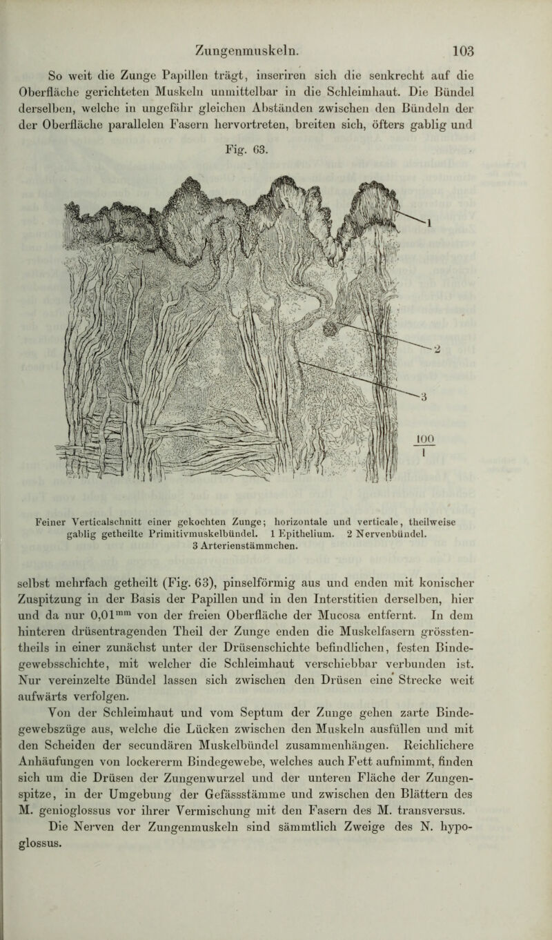 So weit die Zunge Papillen trägt, inseriren sich die senkrecht auf die Oberfläche gerichteten Muskeln unmittelbar in die Schleimhaut. Die Bündel derselben, welche in ungefähr gleichen Abständen zwischen den Bündeln der der Oberfläche parallelen Fasern hervortreten, breiten sich, öfters gablig und Fig. 63. Feiner Verticalschnitt einer gekochten Zunge; horizontale und verticale, theilweise gablig getheilte Primitivmuskelbündel. 1 Epithelium. 2 Nervenbündel. 3 Arterienstämmchen. selbst mehrfach getheilt (Fig. 63), pinselförmig aus und enden mit konischer Zuspitzung in der Basis der Papillen und in den Interstitien derselben, hier und da nur 0,01mm von der freien Oberfläche der Mucosa entfernt. In dem hinteren drüsentragenden Theil der Zunge enden die Muskelfasern grössten- theils in einer zunächst unter der Drüsenschichte befindlichen, festen Binde- gewebsschichte, mit welcher die Schleimhaut verschiebbar verbunden ist. Nur vereinzelte Bündel lassen sich zwischen den Drüsen eine Strecke weit aufwärts verfolgen. Von der Schleimhaut und vom Septum der Zunge gehen zarte Binde- gewebszüge aus, welche die Lücken zwischen den Muskeln ausfüllen und mit den Scheiden der secundären Muskelbündel Zusammenhängen. Beichlichere Anhäufungen von lockererm Bindegewebe, welches auch Fett aufnimmt, finden sich um die Drüsen der Zungenwurzel und der unteren Fläche der Zungen- spitze, in der Umgebung der Gefässstämme und zwischen den Blättern des M. genioglossus vor ihrer Vermischung mit den Fasern des M. transversus. Die Nerven der Zungenmuskeln sind sämmtlich Zweige des N. hypo- glossus.