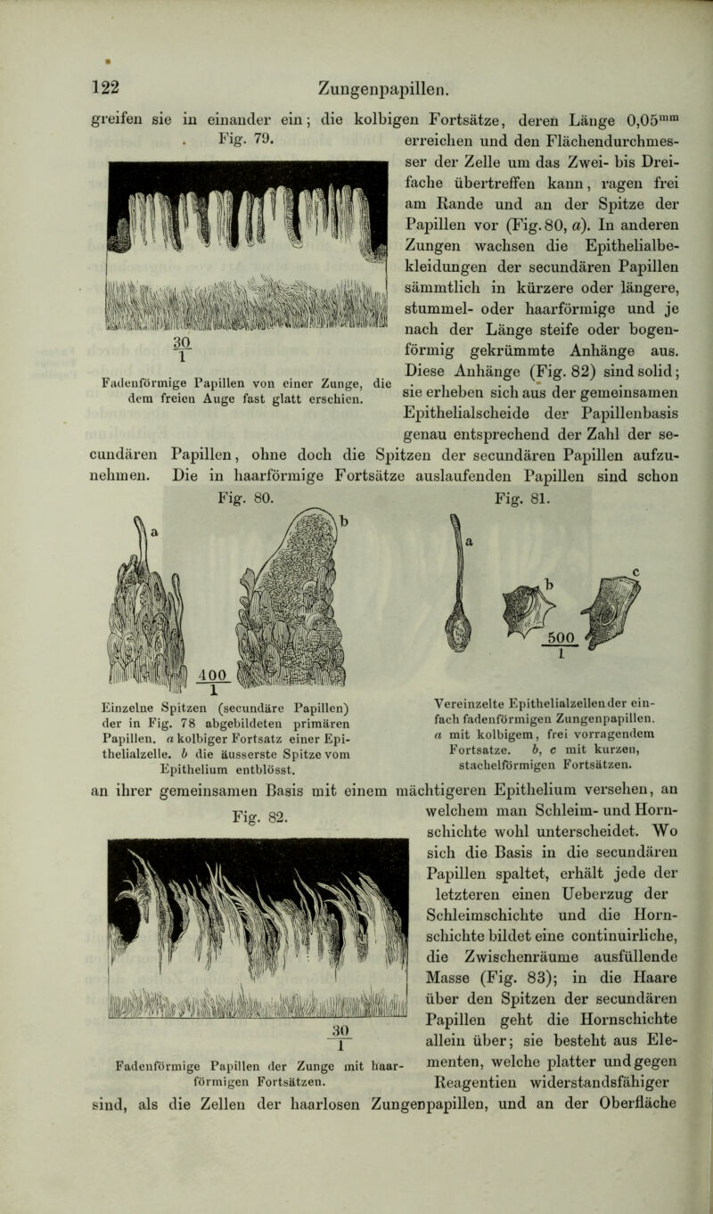 greifen sie in einander ein; die kolbigen Fortsätze, deren Länge 0,05mm Fig. 79. erreichen und den Flächendurchmes- ser der Zelle um das Zwei- bis Drei- fache übertreffen kann, ragen frei am Rande und an der Spitze der Papillen vor (Fig. 80, a). In anderen Zungen wachsen die Epithelialbe- kleidungen der secundären Papillen sämmtlich in kürzere oder längere, stummel- oder haarförraige und je nach der Länge steife oder bogen- förmig gekrümmte Anhänge aus. Diese Anhänge (Fig. 82) sind solid; sie erheben sich aus der gemeinsamen Epithelialscheide der Papillenbasis genau entsprechend der Zahl der se- cundären Papillen, ohne doch die Spitzen der secundären Papillen aufzu- nehmen. Die in haarförmige Fortsätze auslaufenden Papillen sind schon Fadenförmige Papillen von einer Zunge, die dem freien Auge fast glatt erschien. Fig. 80. Fig. 81. Einzelne Spitzen (secundäre Papillen) Vereinzelte Epithelialzeilen der ein- der in Fig. 78 abgebildeten primären fach fadenförmigen Zungenpapillen. Papillen, a kolbiger Fortsatz einer Epi- a kolbigem, frei vorragendem thelialzelle. b die äusserste Spitze vom Fortsatze. b, c mit kurzen, Epithelium entblösst. stachelförmigen Fortsätzen. an ihrer gemeinsamen Basis mit einem mächtigeren Epithelium versehen, an pjg. g2 welchem man Schleim- und Horn- schichte wohl unterscheidet. Wo sich die Basis in die secundären Papillen spaltet, erhält jede der letzteren einen Ueberzug der Schleimschichte und die Horn- schichte bildet eine continuirliche, die Zwischenräume ausfüllende Masse (Fig. 83); in die Haare über den Spitzen der secundären Papillen geht die Hornschichte allein über; sie besteht aus Ele- Fadenförmige Papillen der Zunge mit haar- menten, welche platter und gegen förmigen Fortsätzen. Reagentien widerstandsfähiger und, als die Zellen der haarlosen Zungenpapillen, und an der Oberfläche