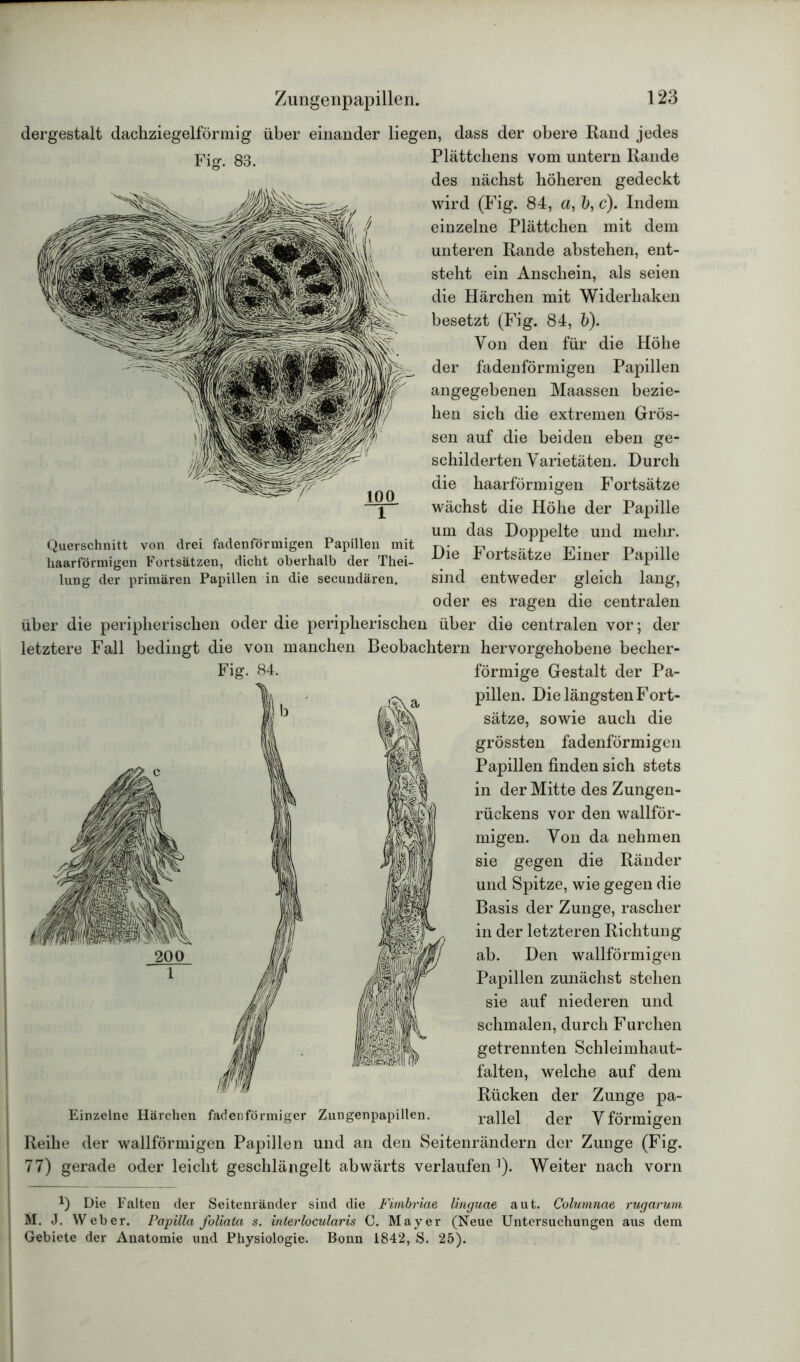 dergestalt dachziegelförmig über einander liegen, dass der obere Rand jedes jrjg# 83. Plättchens vom untern Rande des nächst höheren gedeckt wird (Fig. 84, a, b, c). Indem einzelne Plättchen mit dem unteren Rande abstehen, ent- steht ein Anschein, als seien die Härchen mit Widerhaken besetzt (Fig. 84, b). Von den für die Höhe der fadenförmigen Papillen angegebenen Maassen bezie- hen sich die extremen Grös- sen auf die beiden eben ge- schilderten Varietäten. Durch die haarförmigen Fortsätze wächst die Höhe der Papille um das Doppelte und mehr. Querschnitt von drei fadenförmigen Papillen mit r,- ^ , ... ^ haarförmigen Fortsätzen, dicht oberhalb der Thei- Die Fortsatze Einer Papille lung der primären Papillen in die secundären. sind entweder gleich lang, oder es ragen die centralen über die peripherischen oder die peripherischen über die centralen vor; der letztere Fall bedingt die von manchen Beobachtern hervorgehobene becher- Fig. 84. förmige Gestalt der Pa- pillen. Die längsten Fort- sätze, sowie auch die grössten fadenförmigen Papillen finden sich stets in der Mitte des Zungen- rückens vor den wallför- migen. Von da nehmen sie gegen die Ränder und Spitze, wie gegen die Basis der Zunge, rascher in der letzteren Richtung ab. Den wallförmigen Papillen zunächst stehen sie auf niederen und schmalen, durch Furchen getrennten Schleimhaut- falten, welche auf dem Rücken der Zunge pa- Einzelne Härchen fadenförmiger Zungenpapillen. rallel der Vförmigen Reihe der wallförmigen Papillen und an den Seitenrändern der Zunge (Fig. 77) gerade oder leicht geschlängelt abwärts verlaufen ]). Weiter nach vorn *) Die Falten der Seitenränder sind die Fimbriae linguae aut. Columnae rugarum M. J. Weber. Papilla foliata s. interlocularis C. Mayer (Neue Untersuchungen aus dem Gebiete der Anatomie und Physiologie. Bonn 1842, S. 25).