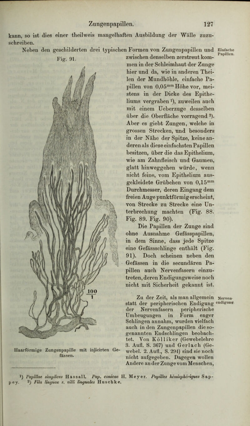 kann, so ist dies einer theilweis mangelhaften Ausbildung der Wälle zuzu- schreiben. Neben den geschilderten drei typischen Formen von Zungenpapillen und Einfache jpjg. zwischen denselben zerstreut kom- T apllle men in der Schleimhaut der Zunge Haarformige Zungenpapille mit injicirten Ge- fässen. hier und da, wie in anderen Thei- len der Mundhöhle, einfache Pa- pillen von 0,05mm Höhe vor, mei- stens in der Dicke des Epithe- liums vergraben*), zuweilen auch mit einem Ueberzuge desselben über die Oberfläche vorragend 2). Aber es giebt Zungen, welche in grossen Strecken, und besonders in der Nähe der Spitze, keine an- deren als diese einfachsten Papillen besitzen, über die das Epithelium, wie am Zahnfleisch und Gaumen, glatt hinweggehen würde, wenn nicht feine, vom Epithelium aus- gekleidete Grübchen von 0,15mm Durchmesser, deren Eingang dem freien Auge punktförmig erscheint, von Strecke zu Strecke eine Un- terbrechung machten (Fig. 88. Fig. 89. Fig. 90). Die Papillen der Zunge sind ohne Ausnahme Gefässpapillen, in dem Sinne, dass jede Spitze eine Gefässschlinge enthält (Fig. 91). Doch scheinen neben den Gefässen in die secundären Pa- pillen auch Nervenfasern einzu- treten, deren Endigungsweise noch nicht mit Sicherheit gekannt ist. Zu der Zeit, als man allgemein Nerven statt der peripherischen Endigung endigune der Nervenfasern peripherische Umbeugungen in Form enger Schlingen annahm, wurden vielfach auch in den Zungenpapillen die so- genannten Endschlingen beobach- tet. Von Kölliker (Gewebelehre 3. Aufl. S. 367) und Gerl ach (Ge- webel. 2. Aufl., S. 294) sind sie noch nicht aufgegeben. Dagegen wollen Andere an der Zunge vom Menschen, !) Papillae simplices Hassall. Pap. conicae H. Meyer. Papilles hemispheriques Sap- pe y. 2) Fila linguae s. villi linguales H u s c h k e.