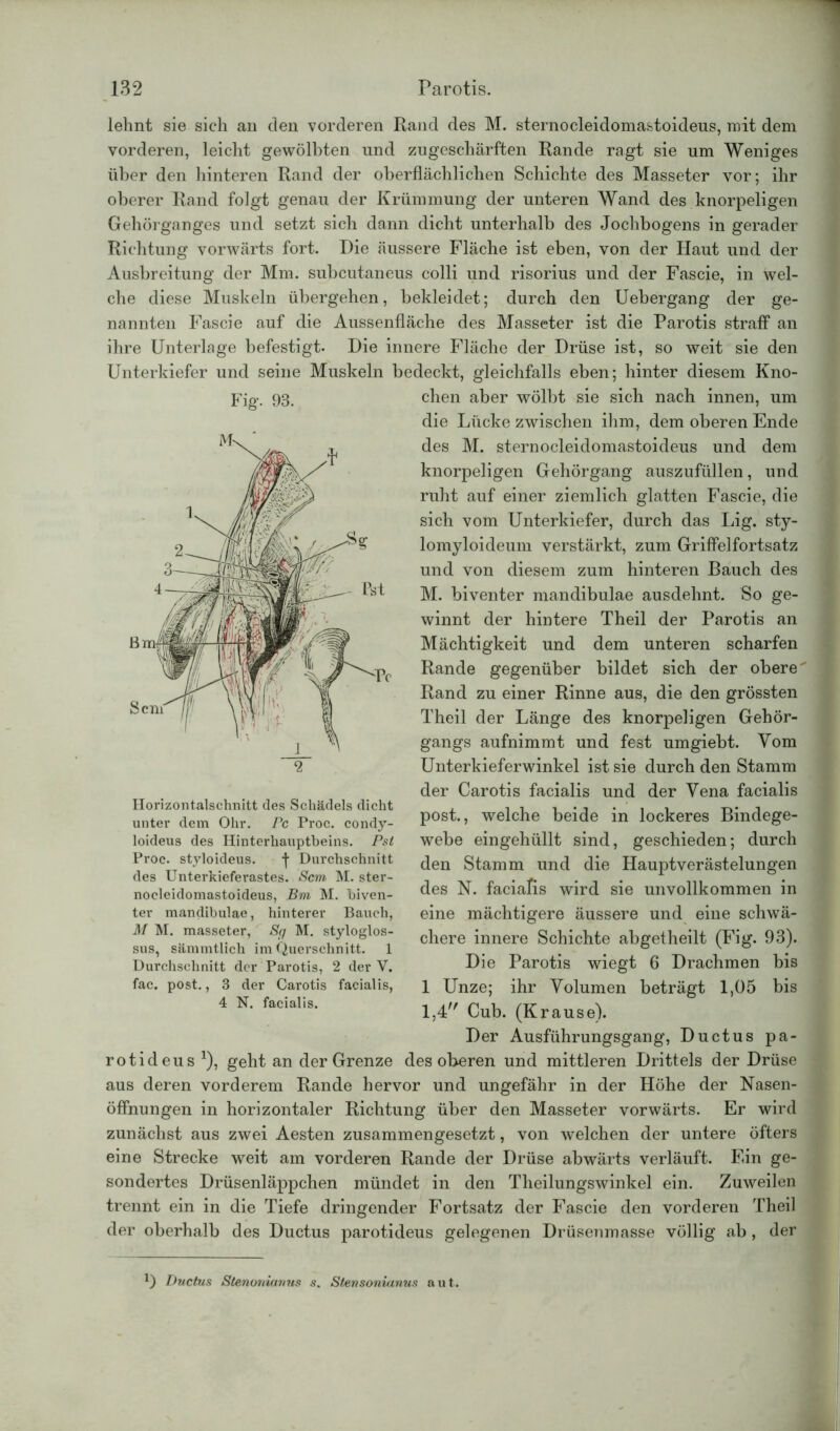 lehnt sie sich an den vorderen Rand des M. sternocleidomastoideus, mit dem vorderen, leicht gewölbten und zugeschärften Rande ragt sie um Weniges über den hinteren Rand der oberflächlichen Schichte des Masseter vor; ihr oberer Rand folgt genau der Krümmung der unteren Wand des knorpeligen Gehörganges und setzt sich dann dicht unterhalb des Jochbogens in gerader Richtung vorwärts fort. Die äussere Fläche ist eben, von der Haut und der Ausbreitung der Mm. subcutaneus colli und risorius und der Fascie, in wel- che diese Muskeln übergehen, bekleidet; durch den Uebergang der ge- nannten Fascie auf die Aussenfläche des Masseter ist die Parotis straff an ihre Unterlage befestigt. Die innere Fläche der Drüse ist, so weit sie den Unterkiefer und seine Muskeln bedeckt, gleichfalls eben; hinter diesem Kno- Fig>. 93. chen aber wölbt sie sich nach innen, um die Lücke zwischen ihm, dem oberen Ende des M. sternocleidomastoideus und dem knorpeligen Gehörgang auszufüllen, und ruht auf einer ziemlich glatten Fascie, die sich vom Unterkiefer, durch das Lig. sty- lomyloideum verstärkt, zum Griffelfortsatz und von diesem zum hinteren Bauch des M. biventer mandibulae ausdehnt. So ge- winnt der hintere Theil der Parotis an Mächtigkeit und dem unteren scharfen Rande gegenüber bildet sich der obere Rand zu einer Rinne aus, die den grössten Theil der Länge des knorpeligen Gehör- gangs aufnimmt und fest umgiebt. Vom Unterkieferwinkel ist sie durch den Stamm der Carotis facialis und der Vena facialis post., welche beide in lockeres Bindege- webe eingehüllt sind, geschieden; durch den Stamm und die Hauptverästelungen des N. facialis wird sie unvollkommen in eine mächtigere äussere und eine schwä- chere innere Schichte abgetheilt (Fig. 93). Die Parotis wiegt 6 Drachmen bis 1 Unze; ihr Volumen beträgt 1,05 bis 1,4 Cub. (Krause). Der Ausführungsgang, Ductus pa- rotideus *), geht an der Grenze des oberen und mittleren Drittels der Drüse aus deren vorderem Rande hervor und ungefähr in der Höhe der Nasen- öffnungen in horizontaler Richtung über den Masseter vorwärts. Er wird zunächst aus zwei Aesten zusammengesetzt, von welchen der untere öfters eine Strecke weit am vorderen Rande der Drüse abwärts verläuft. Ein ge sondertes Drüsenläppchen mündet in den Theilungswinkel ein. Zuweilen trennt ein in die Tiefe dringender Fortsatz der Fascie den vorderen Theil der oberhalb des Ductus parotideus gelegenen Drüsenmasse völlig ab, der Horizontalschnitt des Schädels dicht unter dem Ohr. Pc Proc. condy- loideus des Hinterhauptbeins. Pst Proc. styloideus. f Durchschnitt des Unterkieferastes. Sem M. ster- nocleidomastoideus, Bm M. biven- ter mandibulae, hinterer Bauch, M M. masseter, Sg M. styloglos- sus, sämmtlich im Querschnitt. 1 Durchschnitt der Parotis, 2 der V. fac. post., 3 der Carotis facialis, 4 N. facialis. Q Ductus Stenoniarius s. Slensonianus aut.