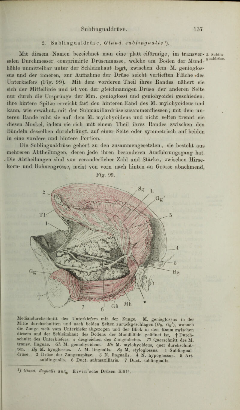 2. Sublingualdrüse, Gl and. sublingualis1). Mit diesem Namen bezeichnet man eine platt eiförmige, im transver- salen Durchmesser comprimirte Drüsenmasse, welche am Boden der Mund- höhle unmittelbar unter der Schleimhaut li^gt, zwischen dem M. genioglos- sus und der inneren, zur Aufnahme der Drüse seicht vertieften Fläche »des Unterkiefers (Fig. 99). Mit dem vorderen Theil ihres Randes nähert sie sich der Mittellinie und ist von der gleichnamigen Drüse der anderen Seite nur durch die Ursprünge der Mm. genioglossi und geniohyoidei geschieden; ihre hintere Spitze erreicht fast den hinteren Rand des M. mylohyoideus und kann, wie erwähnt,- mit der Submaxillardrüse zusammenfliessen; mit dem un- teren Rande ruht sie auf dem M. mylohyoideus und nicht selten trennt sie diesen Muskel, indem sie sich mit einem Theil ihres Randes zwischen den Bündeln desselben durchdrängt, auf einer Seite oder symmetrisch auf beiden in eine vordere und hintere Portion. Die Sublingualdrüse gehört zu den zusammengesetzten, sie besteht aus mehreren Abtheilungen, deren jede ihren besonderen Ausführungsgang hat. Die Abtheilungen sind von veränderlicher Zahl und Stärke, zwischen Hirse- korn- und Bohnengrösse, meist von vorn nach hinten an Grösse abnehmend, Fig. 99. Mediandurchschnitt des Unterkiefers mit der Zunge. M. genioglossus in der Mitte durchschnitten und nach beiden Seiten zurückgeschlagen (Gg, Gg'), wonach die Zunge weit vom Unterkiefer abgezogen und der Blick in den Raum zwischen diesem und der Schleimhaut des Bodens der Mundhöhle geöffnet ist. f Durch- schnitt des Unterkiefers, * desgleichen des Zungenbeins. TI Querschnitt des M. transv. linguae. Gh M. geniohyoideus. Mh M. mylohyoideus, quer durchschnit- ten. Hg M. hyoglossus. L M. lingualis. Sg M. styloglossus. 1 Sublingual- drüse. 2 Drüse der Zungenspitze. 3 N. lingualis. 4 N. hypoglossus. 5 Art. sublingualis. 6 Duct. submaxillaris. 7 Duct. sublingualis. U Glancl. lingualis aut^ Rivin1 sehe Drüsen Köll. 2. Subliu- gualdrftse.