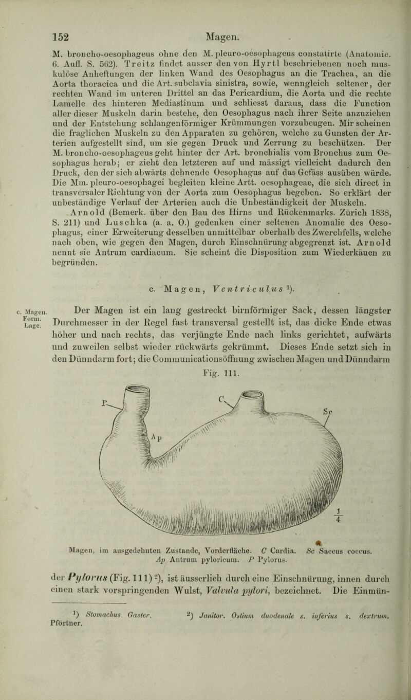 Mageu. Form. Lage. 152 Magen. M. broncho-oesophageus ohne den M. pleuro-oesophageus constatirte (Anatomie. 6. Aufl. S. 562). Treitz findet ausser den von Hyrtl beschriebenen noch mus- kulöse Anheftungen der linken Wand des Oesophagus an die Trachea, an die Aorta thoracica und die Art. subclavia sinistra, sowie, wenngleich seltener, der rechten Wand im unteren Drittel an das Pericardium, die Aorta und die rechte Lamelle des hinteren Mediastinum und schliesst daraus, dass die Function aller dieser Muskeln darin bestehe, den Oesophagus nach ihrer Seite anzuziehen und der Entstehung schlangenförmiger Krümmungen vorzubeugen. Mir scheinen die fraglichen Muskeln zu den Apparaten zu gehören, welche zu Gunsten der Ar- terien aufgestellt sind, um sie gegen Druck und Zerrung zu beschützen. Der M. broncho-oesophageus geht hinter der Art. bronchialis vom Bronchus zum Oe- sophagus herab; er zieht den letzteren auf und mässigt vielleicht dadurch den Druck, den der sich abwärts dehnende Oesophagus auf das Gefäss ausüben würde. Die Mm. pleuro-oesophagei begleiten kleine Artt. oesophageae, die sich direct in transversaler Richtung von der Aorta zum Oesophagus begeben. So erklärt der unbeständige Verlauf der Arterien auch die Unbeständigkeit der Muskeln. Arnold (Bemerk, über den Bau des Hirns und Rückenmarks. Zürich 1838, S. 211) und Luschka (a. a. 0.) gedenken einer seltenen Anomalie des Oeso- phagus, einer Erweiterung desselben unmittelbar oberhalb des Zwerchfells, welche nach oben, wie gegen den Magen, durch Einschnürung abgegrenzt ist. Arnold nennt sie Antrum cardiacum. Sie scheint die Disposition zum Wiederkäuen zu begründen. c. Magen, V ent r i culu s 1). Der Magen ist ein lang gestreckt birnförlniger Sack, dessen längster Durchmesser in der Regel fast transversal gestellt ist, das dicke Ende etwas höher und nach rechts, das verjüngte Ende nach links gerichtet, aufwärts und zuweilen selbst wieder rückwärts gekrümmt. Dieses Ende setzt sich in den Dünndarm fort; die Communicationsöffnung zwischen Magen und Dünndarm Fig. 111. Magen, im ausgedehnten Zustande, Vorderfläche. C Cardia. Sc Saccus coccus. Ap Antrum pyloricum. P Pylorus. der Pylorus (Fig. 111) 2), ist äusserlich durch eine Einschnürung, innen durch einen stark vorspringenden Wulst, Valvula pylori, bezeichnet. Die Einmün- 0 Stomachus. Geister. Jamtor. Ostium duodenale s. inferius s. dextrum. Pförtner.