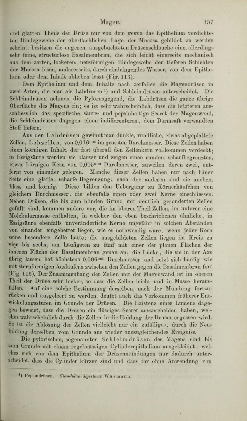 und glatten Theils der Drüse nur von dem gegen das Epithelium verdichte- ten Bindegewebe der oberflächlichen Lage der Mucosa gebildet zu werden scheint, besitzen die engeren, ausgebuchteten Drüsenschläuche eine, allerdings sehr feine, structurlose Basalmembran, die sich leicht einerseits mechanisch aus dem zarten, lockeren, netzförmigen Bindegewebe der tieferen Schichten der Mucosa lösen, andererseits, durch eindringendes Wasser, von dem Epithe- lium oder dem Inhalt abheben lässt (Fig. 113). Dem Epithelium und dem Inhalte nach zerfallen die Magendrüsen in zwei Arten, die man als Labdrüsen und Schleimdrüsen unterscheidet. Die Schleimdrüsen nehmen die Pylorusgegend, die Labdrüsen die ganze übrige Oberfläche des Magens ein; es ist sehr wahrscheinlich, dass die letzteren aus- schliesslich das specifische säure- und pepsinhaltige Secret der Magenwand, die Schleimdrüsen dagegen einen indifferenteren, dem Darmsaft verwandten Stoff liefern. Aus den Labdrüsen gewinnt man dunkle, rundliche, etwas abgeplattete Zellen, Lab zellen, von 0,016mm im grössten Durchmesser. Diese Zellen haben einen körnigen Inhalt, der fast überall den Zellenkern vollkommen verdeckt; in Essigsäure werden sie blasser und zeigen einen runden, scharfbegrenzten, etwas körnigen Kern von 0,005mm Durchmesser, zuweilen deren zwei, ent- fernt von einander gelegen. Manche dieser Zellen haben nur nach Einer Seite eine glatte, scharfe Begrenzung; nach der anderen sind sie uneben, blass und körnig. Diese bilden den Uebergang zu Körnerhäufchen von gleichem Durchmesser, die ebenfalls einen oder zwei Kerne einschliessen. Neben Drüsen, die bis zum blinden Grund mit deutlich gesonderten Zellen gefüllt sind, kommen andere vor, die im oberen Theil Zellen, im unteren eine Molekularmasse enthalten, in welcher den eben beschriebenen ähnliche, in Essigsäure ebenfalls unveränderliche Kerne ungefähr in solchen Abständen von einander eingebettet liegen, wie es nothwendig wäre, wenn jeder Kern seine besondere Zelle hätte; die ausgebildeten Zellen liegen im Kreis zu vier bis sechs, am häufigsten zu fünf mit einer der planen Flächen der inneren Fläche der Basalmembran genau an; die Lücke, die sie in der Axe übrig lassen, hat höchstens 0,006mm Durchmesser und setzt sich häufig wie mit sternförmigen Ausläufern zwischen den Zellen gegen die Basalmembran fort (Fig. 115). Der Zusammenhang der Zellen mit der Magenwand ist im oberen Theil der Drüse sehr locker, so dass die Zellen leicht und in Masse heraus- fallen. Auf eine solche Bestimmung derselben, nach der Mündung fortzu- rücken und ausgeleert zu werden, deutet auch das Vorkommen früherer Ent- wickelungsstufen im Grunde der Drüsen. Die Existenz eines Lumens dage- gen beweist, dass die Drüsen ein flüssiges Secret auszuscheiden haben, wel- ches wahrscheinlich durch die Zellen in die Höhlung der Drüsen ergossen wird. So ist die Ablösung der Zellen vielleicht nur ein zufälliges, durch die Neu- bildung derselben vom Grunde aus wieder auszugleichendes Ereigniss. Die pylorischen, sogenannten Schleimdrüsen des Magens sind bis zum Grunde mit einem regelmässigen Cylinderepithelium ausgekleidet, wel- ches sich von dem Epithelium der Drüsenmündungen nur dadurch unter- scheidet, dass die Cylinder kürzer sind und dass ihr ohne Anwendung von *) Pepsindrtisen. Glandulae digesthae Was mann