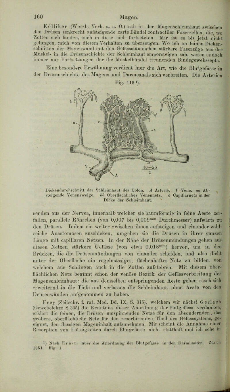 Kölliker (Würzb. Verh. a. a. 0.) sah in der Magenschleimhaut zwischen den Drüsen senkrecht aufsteigende zarte Bündel contractiler Faserzellen, die, wo Zotten sich fanden, auch in diese sich fortsetzten. Mir ist es bis jetzt nicht gelungen, mich von diesem Verhalten zu überzeugen. Wo ich an feinen Dicken- schnitten der Magenwand mit den Gefässstämmchen stärkere Faserzüge aus der Muskel- in die Drüsenschichte der Schleimhaut emporsteigen sah, waren es doch immer nur Fortsetzungen der die Muskelbündel trennenden Bindegewebssepta. Eine besondere Erwähnung verdient hier die Art, wie die Blutgefässe in der Drüsenschichte des Magens und Darmcanals sich verbreiten. Die Arterien Fig. 116!). Dickendurchschnitt der Schleimhaut des Colon. A Arterie. V Vene, aa Ab- steigende Venenzweige, bb Oberflächliches Venennetz. c Capillarnetz in der Dicke der Schleimhaut. v senden aus der Nervea, innerhalb welcher sie baumförmig in feine Aeste zer- fallen, parallele Röhrchen (von 0,007 bis 0,009mm Durchmesser) aufwärts zu den Drüsen. Indem sie weiter zwischen ihnen aufsteigen und einander zahl- reiche Anastomosen zuschicken, umgeben sie die Drüsen in ihrer ganzen Länge mit capillaren Netzen. In der Nähe der Drüsenmündungen gehen aus diesen Netzen stärkere Gefässe (von etwa 0,018mm) hervor, um in den Brücken, die die Drüsenmündungen von einander scheiden, und also dicht unter der Oberfläche ein regelmässiges, flächenhaftes Netz zu bilden, von welchem aus Schlingen auch in die Zotten aufsteigen. Mit diesem ober- flächlichen Netz beginnt schon der venöse Bezirk der Gefässverbreitung der Magenschleimhaut: die aus demselben entspringenden Aeste gehen rasch sich erweiternd in die Tiefe und verlassen die Schleimhaut, ohne Aeste von den Drüsenwänden aufgenommen zu haben. Frey (Zeitschr. f. rat. Med. Bd. IX, S. 315), welchem wir nächst Gerlacli (Gewebelehre S.305) die Kenntniss dieser Anordnung der Blutgefässe verdanken, erklärt die feinen, die Drüsen umspinnenden Netze für den absondernden, das gröbere, oberflächliche Netz für den resorbirenden Theil des Gefässsystems, ge- eignet, den flüssigen Mageninhalt aufzunehmen. Mir scheint die Annahme einer Resorption von Flüssigkeiten durch Blutgefässe nicht statthaft und ich sehe in !) Nach Ernst, über die Anordnung der Blutgefässe in den Darmhäuten. Zürich 1851. Fig. 1.