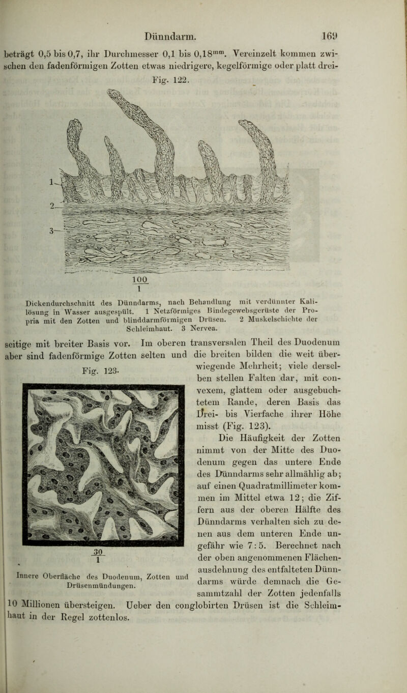 beträgt 0,5 bis 0,7, ihr Durchmesser 0,1 bis 0,18mm. Vereinzelt kommen zwi- schen den fadenförmigen Zotten etwas niedrigere, kegelförmige oder platt drei- 100 1 Dickendurchschnitt des Dünndarms, nach Behandlung mit verdünnter Kali- lösung in Wasser ausgespült. 1 Netzförmiges Bindegewebsgerüste der Pro- pria mit den Zotten und blinddarmförmigen Drüsen. 2 Muskelschichte der Schleimhaut. 3 Nervea. seitige mit breiter Basis vor. Im oberen transversalen Theil aber sind fadenförmige Zotten selten und die breiten bilden Fig. 123- Innere Oberfläche des Duodenum, Zotten Drüsenmündungen. und des Duodenum die weit über- wiegende Mehrheit; viele dersel- ben stellen Falten dar, mit con- vexem, glattem oder ausgebuch- tetem Rande, deren Basis das Drei- bis Vierfache ihrer Höhe misst (Fig. 123). Die Häufigkeit der Zotten nimmt von der Mitte des Duo- denum gegen das untere Ende des Dünndarms sehr allmählig ab; auf einen Quadratmillimeter kom- men im Mittel etwa 12; die Zif- fern aus der oberen Hälfte des Dünndarms verhalten sich zu de- nen aus dem unteren Ende un- gefähr wie 7: 5. Berechnet nach der oben angenommenen Flächen- ausdehnung des entfalteten Dünn- darms würde demnach die Ge- sammtzahl der Zotten jedenfalls 10 Millionen übersteigen. Ueber den conglobirten Drüsen ist die Schleim- : haut in der Regel zottenlos.