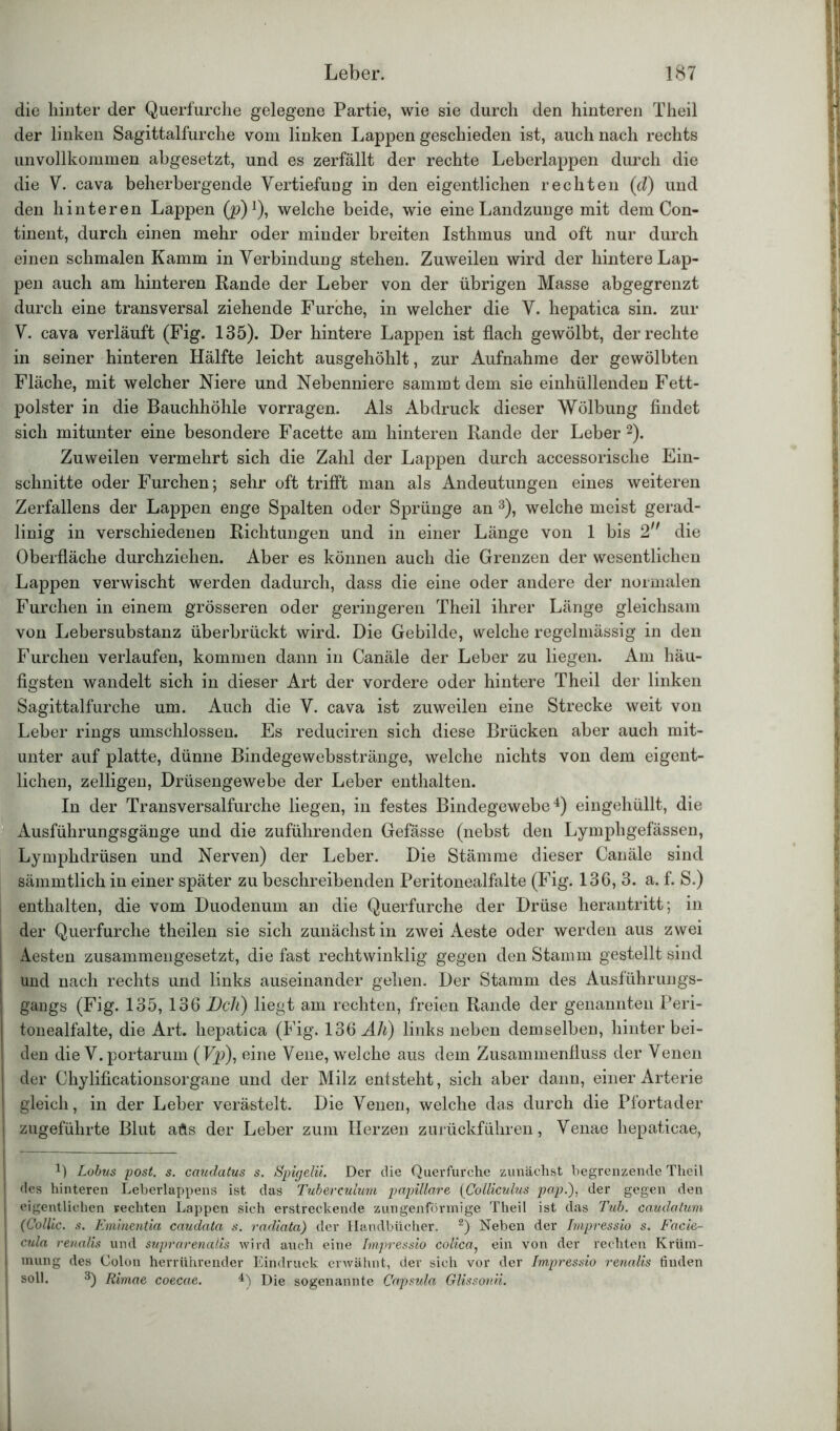 die hinter der Querfurche gelegene Partie, wie sie durch den hinteren Theil der linken Sagittalfurche vom linken Lappen geschieden ist, auch nach rechts unvollkommen abgesetzt, und es zerfällt der rechte Leberlappen durch die die V. cava beherbergende Vertiefung in den eigentlichen rechten (d) und den hinteren Lappen (p)1), welche beide, wie eine Landzunge mit dem Con- tinent, durch einen mehr oder minder breiten Isthmus und oft nur durch einen schmalen Kamm in Verbindung stehen. Zuweilen wird der hintere Lap- pen auch am hinteren Rande der Leber von der übrigen Masse abgegrenzt durch eine transversal ziehende Furche, in welcher die V. hepatica sin. zur V. cava verläuft (Fig. 135). Der hintere Lappen ist flach gewölbt, der rechte in seiner hinteren Hälfte leicht ausgehöhlt, zur Aufnahme der gewölbten Fläche, mit welcher Niere und Nebenniere sammt dem sie einhüllenden Fett- polster in die Bauchhöhle vorragen. Als Abdruck dieser Wölbung findet sich mitunter eine besondere Facette am hinteren Rande der Leber2). Zuweilen vermehrt sich die Zahl der Lappen durch accessorische Ein- schnitte oder Furchen; sehr oft trifft man als Andeutungen eines weiteren Zerfaliens der Lappen enge Spalten oder Sprünge an 3), welche meist gerad- linig in verschiedenen Richtungen und in einer Länge von 1 bis 2n die Oberfläche durchziehen. Aber es können auch die Grenzen der wesentlichen Lappen verwischt werden dadurch, dass die eine oder andere der normalen Furchen in einem grösseren oder geringeren Theil ihrer Länge gleichsam von Lebersubstanz überbrückt wird. Die Gebilde, welche regelmässig in den Furchen verlaufen, kommen dann in Canäle der Leber zu liegen. Am häu- figsten wandelt sich in dieser Art der vordere oder hintere Theil der linken Sagittalfurche um. Auch die V. cava ist zuweilen eine Strecke weit von Leber rings umschlossen. Es reduciren sich diese Brücken aber auch mit- unter auf platte, dünne Bindegewebsstränge, welche nichts von dem eigent- lichen, zelligen, Drüsengewebe der Leber enthalten. In der Transversalfurche liegen, in festes Bindegewebe4) eingehüllt, die Ausführungsgänge und die zuführenden Gefässe (nebst den Lymphgefässen, Lymphdrüsen und Nerven) der Leber. Die Stämme dieser Canäle sind sämmtlich in einer später zu beschreibenden Peritonealfalte (Fig. 136, 3. a. f. S.) enthalten, die vom Duodenum an die Querfurche der Drüse herantritt; in der Querfurche theilen sie sich zunächst in zwei Aeste oder werden aus zwei Aesten zusammengesetzt, die fast rechtwinklig gegen den Stamm gestellt sind und nach rechts und links auseinander gehen. Der Stamm des Ausführungs- gangs (Fig. 135, 136 Dell) liegt am rechten, freien Rande der genannten Peri- tonealfalte, die Art. hepatica (Fig. 136 Ali) links neben demselben, hinter bei- den die V.portarum (Fp), eine Vene, welche aus dem Zusammenfluss der Venen der Chylificationsorgane und der Milz entsteht, sich aber dann, einer Arterie gleich, in der Leber verästelt. Die Venen, welche das durch die Pfortader zugeführte Blut aüs der Leber zum Herzen zurückführen, Venae hepaticae, 4) Lobus post. s. caudatus s. Spigelii. Der die Querfurche zunächst begrenzende Theil des hinteren Leberlappens ist das Tuberculum papillare (Colliculus pap.), der gegen den eigentlichen rechten Lappen sich erstreckende zungenförmige Theil ist das Tub. caudatum (Collie, s. Eminentia caudata s. radiata) der Handbücher. 2) Neben der Impressio s. Facie- cula renalis und suprarenalis wird auch eine Impressio colica, ein von der rechten Krüm- mung des Colon herrührender Eindruck erwähnt, der sich vor der Impressio renalis finden soll. 3) Rimae coecae. &) Die sogenannte Capsula Glissonii.