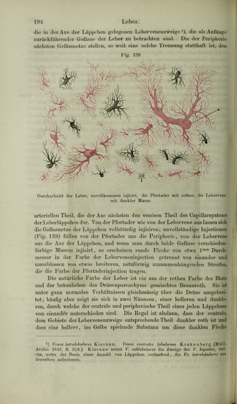 die in der Axe der Läppchen gelegenen Lebervenenzweige ]), die als Anfänge zurückführender Gefässe der Leber zu betrachten sind. Die der Peripherie nächsten Gefässnetze stellen, so weit eine solche Trennung statthaft ist, den Fig. 139. Durchschnitt der Leber, unvollkommen injicirt, die Pfortader mit rother, die Lebervene mit dunkler Masse. arteriellen Theil, die der Axe nächsten den venösen Theil des Capillarsystems der Leberläppchen dar. Von der Pfortader wie von der Lebervene aus lassen sich die Gefässnetze der Läppchen vollständig injiciren; unvollständige Injectionen (Fig. 139) füllen von der Pfortader aus die Peripherie, von der Lebervene aus die Axe der Läppchen, und wenn man durch beide Gefässe verschieden- farbige Massen injicirt, so erscheinen runde Flecke von etwa lmm Durch- messer in der Farbe der Leberveneninjection getrennt von einander und umschlossen von etwas breiteren, netzförmig zusammenhängenden Streifen, die die Farbe der Pfortaderinjection tragen. Die natürliche Farbe der Leber ist ein aus der rothen Farbe des Bluts und der bräunlichen des Drüsenparenchyms gemischtes Braunroth. Sie ist unter ganz normalen Verhältnissen gleichmässig über die Drüse ausgebrei- tet; häufig aber zeigt sie sich in zwei Nuancen, einer helleren und dunkle- ren, durch welche der centrale und peripherische Theil eines jeden Läppchens von einander unterschieden sind. Die Regel ist alsdann, dass der centrale, dem Gebiete der Lebervenenzweige entsprechende Theil dunkler roth ist und dass eine hellere, ins Gelbe spielende Substanz um diese dunklen Flecke D Venae intralobulares Kiernan. Venne centrales lobulorum Kruke nberg (Müll. Archiv 1843, S. 318.) Kiernan nennt V. sublobulares die Zweige der V. hepatica, wel- che, unter der Basis einer Anzahl von Läppchen verlaufend, die Vv. intralobulares aus denselben aufnehmen.