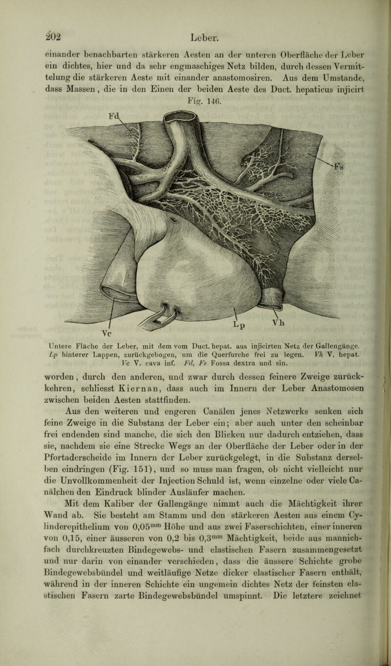 einander benachbarten stärkeren Aesten an der unteren Oberfläche der Leber ein dichtes, hier und da sehr engmaschiges Netz bilden, durch dessen Vermit- telung die stärkeren Aeste mit einander anastomosiren. Aus dem Umstande, dass Massen, die in den Einen der beiden Aeste des Duct. hepaticus injicirt Fig. 146. Untere Fläche der Leber, mit dem vom Duct. hepat. aus injieirten 'Netz der Gallengänge. Lp hinterer Lappen, zurückgebogen, um die Querfurche frei zu legen. Vh V. hepat. Vc V. cava inf. Fd, Fs Fossa dextra und sin. worden, durch den anderen, und zwar durch dessen feinere Zweige zurück- kehren, schliesst Kiernan, dass auch im Innern der Leber Anastomosen zwischen beiden Aesten stattfinden. Aus den weiteren und engeren Canälen jenes Netzwerks senken sich feine Zweige in die Substanz der Leber ein; aber auch unter den scheinbar frei endenden sind manche, die sich den Blicken nur dadurch entziehen, dass sie, nachdem sie eine Strecke Wegs an der Oberfläche der Leber oder in der Pfortaderscheide im Innern der Leber zurückgelegt, in die Substanz dersel- ben eindringen (Fig. 151), und so muss man fragen, ob nicht vielleicht nur die Unvollkommenheit der Injection Schuld ist, wenn einzelne oder viele Ca- nälchen den Eindruck blinder Ausläufer machen. Mit dem Kaliber der Gallengänge nimmt auch die Mächtigkeit ihrer Wand ab. Sie besteht am Stamm und den stärkeren Aesten aus einem Cy- linderepithelium von 0,05raln Höhe und aus zwei Faserschichten, einer inneren von 0,15, einer äusseren von 0,2 bis 0,3mm Mächtigkeit, beide aus mannich- fach durchkreuzten Bindegewebs- und elastischen Fasern zusammengesetzt und nur darin von einander verschieden, dass die äussere Schichte grobe Bindegewebsbündel und weitläufige Netze dicker elastischer Fasern enthält, während in der inneren Schichte ein ungemein dichtes Netz der feinsten ela- stischen Fasern zarte Bindegewebsbündel umspinnt. Die letztere zeichnet