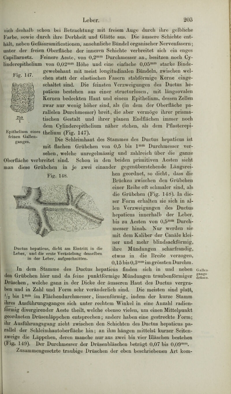 sich deshalb schon bei Betrachtung mit freiem Auge durch ihre gelbliche Farbe, sowie durch ihre Derbheit und Glätte aus. Die äussere Schichte ent- hält, neben Gefässramificationen, ansehnliche Bündel organischer Nervenfasern; unter der freien Oberfläche der inneren Schichte verbreitet sich ein enges Capillarnetz. Feinere Aeste, von 0,2ram Durchmesser an, besitzen noch Cy- linderepithelium von 0,02mm Höhe und eine einfache 0,05mm starke Binde- gewebshaut mit meist longitudinalen Bündeln, zwischen wel- chen statt der elastischen Fasern stabförmige Kerne einge- schaltet sind. Die feinsten Verzweigungen des Ductus he- paticus bestehen aus einer structurlosen, mit längsovalen Kernen bedeckten Haut und einem Epithelium, dessen Zellen zwar nur wenig höher sind, als (in dem der Oberfläche pa- rallelen Durchmesser) breit, die aber vermöge ihrer prisma- tischen Gestalt und ihrer planen Endflächen immer noch dem Cylinderepithelium näher stehen, als dem Pflasterepi- Epithelium eines thelium (Fig. 147). felDgan^sllen Die Schleimhaut des Stammes des Ductus hepaticus ist mit flachen Grübchen von 0,5 bis lmm Durchmesser ver- sehen, welche unregelmässig und zahlreich über die ganze Oberfläche verbreitet sind. Schon in den beiden primitiven Aesten sieht man diese Grübchen in je zwei einander gegenüberstehende Längsrei- hen geordnet, so dicht, dass die Brücken zwischen den Grübchen einer Reihe oft schmaler sind, als die Grübchen (Fig. 148). In die- ser Form erhalten sie sich in al- len Verzweigungen des Ductus messer hinab. Nur werden sie mit dem Kaliber der Canäle klei- ner und mehr blindsackförmig, ihre Mündungen scharfrandig, etwas in die Breite verzogen, 0,15 bis 0,3mm im grössten Durchm. In dem Stamme des Ductus hepaticus finden sich in und neben den Grübchen hier und da feine punktförmige Mündungen traubenförmiger Drüschen, welche ganz in der Dicke der äusseren Haut des Ductus vergra- ben und in Zahl und Form sehr veränderlich sind. Die meisten sind platt, Va bis lmm im Flächendurchmesser, linsenförmig, indem der kurze Stamm ihres Ausführungsganges sich unter rechtem Winkel in eine Anzahl radien- förmig divergirender Aeste theilt, welche ebenso vielen, um einen Mittelpunkt geordneten Drüsenläppchen entsprechen; andere haben eine gestreckte Form; ihr Ausführungsgang zieht zwischen den Schichten des Ductus hepaticus pa- rallel der Schleimhautoberfläche hin; an ihm hängen mittelst kurzer Seiten- zweige die Läppchen, deren manche nur aus zwei bis vier Bläschen bestehen (Fig. 149). Der Durchmesser der Drüsenbläschen beträgt 0,07 bis 0,09mm. Zusammengesetzte traubige Drüschen der eben beschriebenen Art kom- hepaticus innerhalb der Leber, bis zu Aesten von 0,5ram Durch- Fig. 148. Ductus hepaticus, dicht am Eintritt in die Leber, und die erste Verästelung desselben in der Leber, aufgeschnitten. Fig. 147. 250 1 Gallen gangs drilsen.