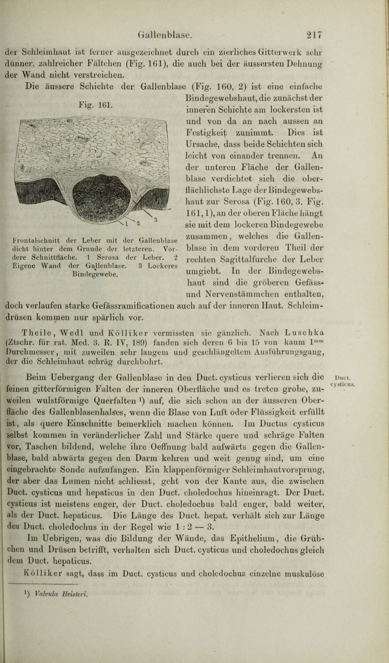 n i I «SS&e^iC^kfc&i* -■'S.? der Schleimhaut ist ferner ausgezeichnet durch ein zierliches Gitterwerk sehr dünner, zahlreicher Fältclien (Fig. 161), die auch bei der äussersten Dehnung der Wand nicht verstreichen. Die äussere Schichte der Gallenblase (Fig. 160, 2) ist eine einfache Bindegewebshaut, die zunächst der G‘ * inneren Schichte am lockersten ist und von da an nach aussen an Festigkeit zunimmt. Dies ist Ursache, dass beide Schichten sich leicht von einander trennen. An der unteren Fläche der Gallen- blase verdichtet sich die ober- flächlichste Lage der Bindegewebs- haut zur Serosa (Fig. 160, 3. Fig. 161,1), an der oberen Fläche hängt sie mit dem lockeren Bindegewebe zusammen, welches die Gallen- blase in dem vorderen Theil der rechten Sagittalfurche der Leber umgiebt. In der Bindegewebs- haut sind die gröberen Gefäss- und Nervenstämmchen enthalten, doch verlaufen starke Gefässramificationen auch auf der inneren Haut. Schleim- drüsen kommen nur spärlich vor. Frontalschnitt der Leber mit der Gallenblase dicht hinter dem Grunde der letzteren. Vor- dere Schnittfläche. 1 Serosa der Leber. 2 Eigene Wand der Gallenblase. 3 Lockeres Bindegewebe. Theile, Wedl und Kölliker vermissten sie gänzlich. Nach Luschka (Ztschr. für rat. Med. 3. R. IV, 189) fanden sich deren 6 bis 15 von kaum lmm Durchmesser, mit zuweilen sehr langem und geschlängeltem Ausführungsgang, der die Schleimhaut schräg durchbohrt. Beim Uebergang der Gallenblase in den Duct. cysticus verlieren sich die feinen gitterförmigen Falten der inneren Oberfläche und es treten grobe, zu- weilen wulstförmige Querfalten !) auf, die sich schon an der äusseren Ober- fläche des Gallenblasenhalses, wenn die Blase von Luft oder Flüssigkeit erfüllt ist, als quere Einschnitte bemerklich machen können. Im Ductus cysticus ! selbst kommen in veränderlicher Zahl und Stärke quere und schräge Falten I vor, Taschen bildend, welche ihre Oeffnung bald aufwärts gegen die Gallen- i blase, bald abwärts gegen den Darm kehren und weit genug sind, um eine eingebrachte Sonde aufzufangen. Ein klappenförmiger Schleimhautvorsprung, der aber das Lumen nicht schliesst, geht von der Kante aus, die zwischen Duct. cysticus und hepaticus in den Duct. choledochus hineinragt. Der Duct. cysticus ist meistens enger, der Duct. choledochus bald enger, bald weiter, als der Duct. hepaticus. Die Länge des Duct. liepat. verhält sich zur Länge des Duct. choledochus in der Regel wie 1:2 — 3. Im Uebrigen, was die Bildung der Wände, das Epithelium, die Grüb- chen und Drüsen betrifft, verhalten sich Duct. cysticus und choledochus gleich I dem Duct. hepaticus. Kölliker sagt, dass im Duct. cysticus und choledochus einzelne muskulöse Duct. cysticus. 0 Valvula Heisteri.