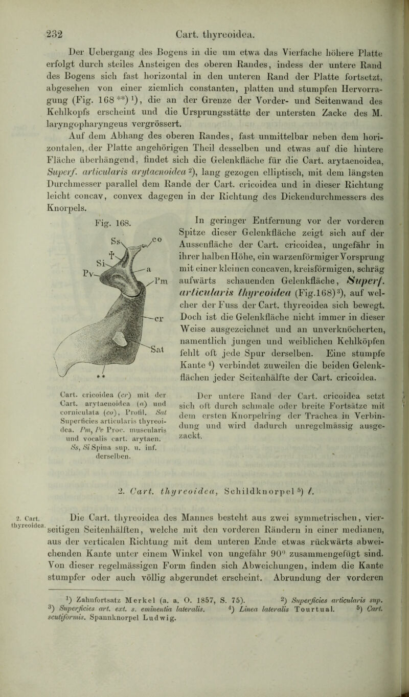 Der Uebergang des Bogens in die um etwa das Vierfache höhere Platte erfolgt durch steiles Ansteigen des oberen Randes, indess der untere Rand des Bogens sich fast horizontal in den unteren Rand der Platte fortsetzt, abgesehen von einer ziemlich constanten, platten und stumpfen Hervorra- gung (Fig. 168 **)1), die an der Grenze der Vorder- und Seitenwand des Kehlkopfs erscheint und die Ursprungsstätt.e der untersten Zacke des M. laryngopharyngeus vergrössert. Auf dem Abhang des oberen Randes, fast unmittelbar neben dem hori- zontalen, der Platte angehörigen Theil desselben und etwas auf die hintere Fläche überhängend, findet sich die Gelenkfläche für die Cart. arytaenoidea, Super/. articularis arytaenoidea 2), lang gezogen elliptisch, mit dem längsten Durchmesser parallel dem Rande der Cart. cricoidea und in dieser Richtung leicht concav, convex dagegen in der Richtung des Dickendurchmessers des In geringer Entfernung vor der vorderen Spitze dieser Gelenkfläche zeigt sich auf der Aussenfläche der Cart. cricoidea, ungefähr in ihrer halben Höhe, ein warzenförmiger Vorsprung mit einer kleinen concaven, kreisförmigen, schräg aufwärts schauenden Gelenkfläche, Super/, articularis thyreoidea (Fig.168)3), auf wel- cher derFuss der Cart. thyreoidea sich bewegt. Doch ist die Gelenkfläche nicht immer in dieser Weise ausgezeichnet und an unverknöcherten, namentlich jungen und weiblichen Kehlköpfen fehlt oft jede Spur derselben. Eine stumpfe Kante 4) verbindet zuweilen die beiden Gelenk- flächen jeder Seitenhälfte der Cart. cricoidea. Fig. 168. Cart. cricoidea (er) mit der Cart. arytaenoidea (a) und corniculata (co), Profil. Sat Superficies articularis thyreoi- dea. /V?i, Pv Proc. muscularis und vocalis cart. arytaen. Ss, Si Spina sup. u. inf. derselben. Der untere Rand der Cart. cricoidea setzt sich oft durch schmale oder breite Fortsätze mit dem ersten Knorpelring der Trachea in Verbin- dung und wird dadurch unregelmässig ausge- zackt. 2. Cart. thyreoidea, Schildknorpel5) t. 2. Cart. Die Cart. thyreoidea des Mannes besteht aus zwei symmetrischen, vier- thyreouica.geitigen geftenhälften, welche mit den vorderen Rändern in einer medianen, aus der verticalen Richtung mit dem unteren Ende etwas rückwärts abwei- chenden Kante unter einem Winkel von ungefähr 90° zusammengefügt sind. Von dieser regelmässigen Form finden sich Abweichungen, indem die Kante stumpfer oder auch völlig abgerundet erscheint. Abrundung der vorderen Zahnfortsatz Merkel (a. a. O. 1857, S. 75). 2) Superficies articularis sup. 3) Superficies art. ext. s. eminentia lateralis. 4) Linea lateralis Tourtual. 5) Cart. scutiformis. Spannknorpel Ludwig.