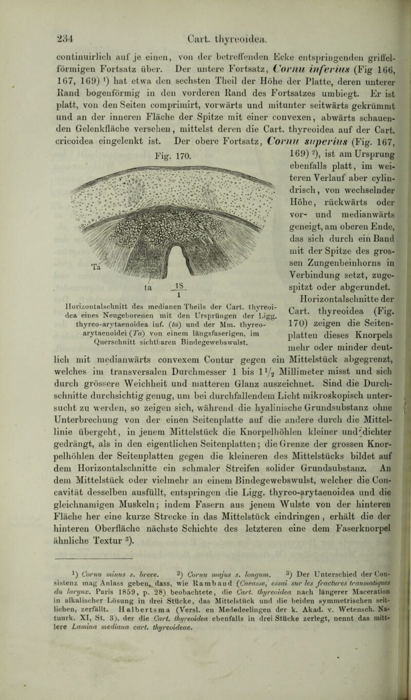 continuirlich auf je einen, von der betreffenden Ecke entspringenden griffel- förmigen Fortsatz über. Der untere Fortsatz, CorilU inferius (Fig 166, 167, 169) !) hat etwa den sechsten Theil der Höhe der Platte, deren unterer Hand bogenförmig in den vorderen Rand des Fortsatzes umbiegt. Er ist platt, von den Seiten comprimirt, vorwärts und mitunter seitwärts gekrümmt und an der inneren Fläche der Spitze mit einer convexen, abwärts schauen- den Gelenkfläche versehen, mittelst deren die Cart. thyreoidea auf der Cart. cricoidea eingelenkt ist. Der obere Fortsatz, Cornu sirperius (Fig. 167, 169) 2), ist am Ursprung ebenfalls platt, im wei- teren Verlauf aber cylin- drisch, von wechselnder Höhe, rückwärts oder vor- und medianwärts geneigt, am oberen Ende, das sich durch ein Band mit der Spitze des gros- sen Zungenbeinhorns in Verbindung setzt, zuge- spitzt oder abgerundet. Horizontalschnitte der Cart. thyreoidea (Fig. 170) zeigen die Seiten- platten dieses Knorpels mehr oder minder deut- lich mit medianwärts convexem Contur gegen ein Mittelstück abgegrenzt, welches im transversalen Durchmesser 1 bis 1T/2 Millimeter misst und sich durch grössere Weichheit und matteren Glanz auszeichnet. Sind die Durch- schnitte durchsichtig genug, um bei durchfallendem Licht mikroskopisch unter- sucht zu werden, so zeigen sich, während die hyalinische Grundsubstanz ohne Unterbrechung von der einen Seitenplatte auf die andere durch die Mittel- linie übergeht, in jenem Mittelstück die Knorpelhöhlen kleiner und'dichter gedrängt, als in den eigentlichen Seitenplatten; die Grenze der grossen Knor- pelhöhlen der Seitenplatten gegen die kleineren des Mittelstücks bildet auf dem Horizontalschnitte ein schmaler Streifen solider Grundsubstanz. An dem Mittelstück oder vielmehr an einem Bindegewebswulst, welcher die Con- cavität desselben ausfüllt, entspringen die Ligg. thyreo-arytaenoidea und die gleichnamigen Muskeln; indem Fasern aus jenem Wulste von der hinteren Fläche her eine kurze Strecke in das Mittelstück eindringen, erhält die der hinteren Oberfläche nächste Schichte des letzteren eine dem Faserknorpel ähnliche Textur 3). 0 Cornu minus s. breve. 2) Cornu majus s. longum. 3) Der Unterschied der Con- sistenz mag Anlass geben,, dass, wie Ra mb au d (Camsse, essai sur les fractures traumatiques du larynx. Paris 1859, p. 28) beobachtete, die Cart. thyreoidea nach längerer Maceration in alkalischer Lösung in drei Stücke, das Mittelstück und die beiden symmetrischen seit- lichen, zerfällt. Halbertsma (Versl. en Mededeelingen der k. Akad. v. Wetensch. Na- tuurk. XI, St. 3), der die Cart. thyreoidea ebenfalls in drei Stücke zerlegt, nennt das mitt- lere Lamina mediana cart. thyreoideae. Fig. 170. ta l Horizontalschnitt des medianen Theils der Cart. thyreoi- dea eines Neugeborenen mit den Ursprüngen der Ligg. thyreo-arytaenoidea inf. (ta') und der Mm. thyreo- arytaenoidei (Ta) von einem längsfaserigen, im Querschnitt sichtbaren Bindegewebswulst.