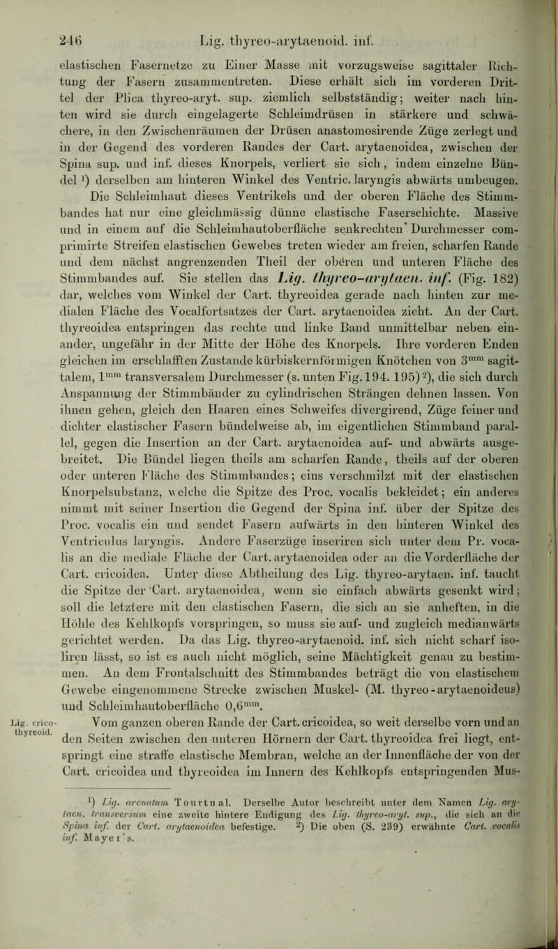 Lig. crico- thyreoid. 246 Lig. thyreo-arytaenoid. inf. elastischen Fasernetze zu Einer Masse mit vorzugsweise sagittaler Rich- tung der Fasern zusammentreten. Diese erhält sich im vorderen Drit- tel der Plica thyreo-aryt. sup. ziemlich selbstständig; weiter nach hin- ten wird sie durch eingelagerte Schleimdrüsen in stärkere und schwä- chere, in den Zwischenräumen der Drüsen anastomosirende Züge zerlegt und in der Gegend des vorderen Randes der Cart. arytaenoidea, zwischen der Spina sup. und inf. dieses Knorpels, verliert sie sich, indem einzelne Bün- del J) derselben am hinteren Winkel des Ventric. laryngis abwärts umbeugen. Die Schleimhaut dieses Ventrikels und der oberen Fläche des Stimm- bandes hat nur eine gleiclnnässig dünne elastische Faserschichte. Massive und in einem auf die Schleimhautoberfläche senkrechten* Durchmesser com- primirte Streifen elastischen Gewebes treten wieder am freien, scharfen Rande und dem nächst angrenzenden Theil der obdren und unteren Fläche des Stimmbandes auf. Sie stellen das Lig. Ihyreo-arytaeu. inf. (Fig. 182) dar, welches vom Winkel der Cart. thyreoidea gerade nach hinten zur me- dialen Fläche des Vocalfortsatzes der Cart. arytaenoidea zieht. An der Cart. thyreoidea entspringen das rechte und linke Band unmittelbar nebeir ein- ander, ungefähr in der Mitte der Höhe des Knorpels. Ihre vorderen Enden gleichen im erschlafften Zustande kürbiskernförmigen Knötchen von 3mm sagit- talem, lmm transversalem Durchmesser (s. unten Fig. 194. 195)2), die sich durch Anspannung der Stimmbänder zu cylindrischen Strängen dehnen lassen. Von ihnen gehen, gleich den Haaren eines Schweifes divergirend, Züge feiner und dichter elastischer Fasern bündelweise ab, im eigentlichen Stimmband paral- lel, gegen die Insertion an der Cart. arytaenoidea auf- und abwärts ausge- breitet. Die Bündel liegen tlieils am scharfen Rande, theils auf der oberen oder unteren f läche des Stimmbandes; eins verschmilzt mit der elastischen Knorpelsubstanz, welche die Spitze des Proc. vocalis bekleidet; ein anderes nimmt mit seiner Insertion die Gegend der Spina inf. über der Spitze des Proc. vocalis ein und sendet Fasern aufwärts in den hinteren Winkel des Ventriculus laryngis. Andere Faserzüge inseriren sich unter dem Pr. voca- lis an die mediale Fläche der Cart. arytaenoidea oder an die Vorderfläche der Cart. cricoidea. Unter diese Abtheilung des Lig. thyreo-arytaen. inf. taucht die Spitze der‘Cart. arytaenoidea, wenn sie einfach abwärts gesenkt wird; soll die letztere mit den elastischen Fasern, die sich an sie anheften, in die Höhle des Kehlkopfs vorspringen, so muss sie auf- und zugleich medianwärts gerichtet werden. Da das Lig. thyreo-arytaenoid. inf. sich nicht scharf iso- liren lässt, so ist es auch nicht möglich, seine Mächtigkeit genau zu bestim- men. An dem Frontalschnitt des Stimmbandes beträgt die von elastischem Gewebe eingenommene Strecke zwischen Muskel- (M. thyreo-arytaenoideus) und Schleimhautoberfläche 0,6mm. Vom ganzen oberen Rande der Cart. cricoidea, so weit derselbe vorn und an den Seiten zwischen den unteren Hörnern der Cart. thyreoidea frei liegt, ent- springt eine straffe elastische Membran, welche an der Innenfläche der von der Cart. cricoidea und thyreoidea im Innern des Kehlkopfs entspringenden Mus- Lig. arcuatum Tourtual. Derselbe Autor beschreibt unter dem Namen Lig. ary- taen. transversum eine zweite hintere Endigung des Lig. thyreo-aryt. sup., die sich an die Spina inf. der Cart. arytaenoidea befestige. 2) Die oben (S. 239) erwähnte Cart. vocalis inf. Mayer’s. *