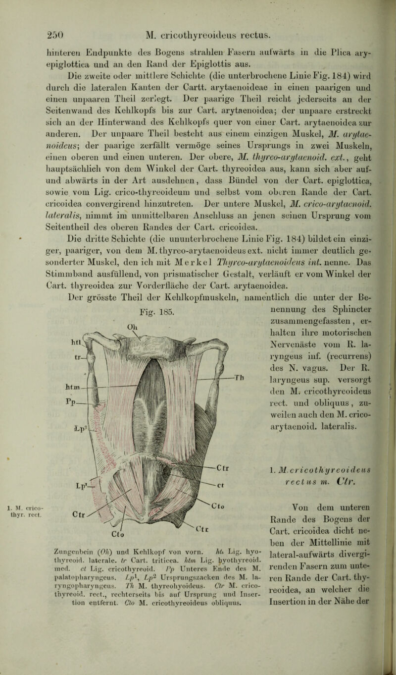 hinteren Endpunkte des Bogens strahlen Fasern aufwärts in die Plica ary- epiglottica und an den Rand der Epiglottis aus. Die zweite oder mittlere Schichte (die unterbrochene Linie Fig. 184) wird durch die lateralen Kanten der Cartt. arytaenoideae in einen paarigen und einen unpaaren Theil zerlegt. Der paarige Theil reicht jederseits an der Seiten wand des Kehlkopfs bis zur Gart, arytaenoidea; der unpaare erstreckt sich an der Hinterwand des Kehlkopfs quer von einer Cart. arytaenoidea zur anderen. Der unpaare Theil besteht aus einem einzigen Muskel, 31. arytae- noideus; der paarige zerfällt vermöge seines Ursprungs in zwei Muskeln, einen oberen und einen unteren. Der obere, 31. thyreo-arytaenoid. ext., geht hauptsächlich von dem Winkel der Gart, thyreoidea aus, kann sich aber auf- und abwärts in der Art ausdehnen, dass Bündel von der Cart. epiglottica, sowie vom Lig. crico-thyreoideum und selbst vom oberen Rande der Cart. cricoidea convergirend hinzutreten. Der untere Muskel, 31. crico-arytaenoid. lateralis, nimmt im unmittelbaren Anschluss an jenen seinen Ursprung vom Seitentheil des oberen Randes der Cart. cricoidea. . M. crico- thyr. rect. Die dritte Schichte (die ununterbrochene Linie Fig. 184) bildet ein einzi- ger, paariger, von dem M. thyreo-arytaenoideus ext. nicht immer deutlich ge- sonderter Muskel, den ich mit Merkel Thyreo-arytaenoideus int. nenne. Das Stimmband ausfüllend, von prismatischer Gestalt, verläuft er vom Winkel der Cart. thyreoidea zur Yorderfläche der Cart. arytaenoidea. Der grösste Theil der Kehlkopfmuskeln, namentlich die unter der Be- Fifr- 185. nennung des Sphincter zusammengefassten, er- halten ihre motorischen Nervenäste vom R. la- ryngeus inf. (recurrens) des N. vagus. Der R. laryngeus sup. versorgt den M. cricothyreoideus rect. und obliquus, zu- weilen auch den M. crico- arytaenoid. lateralis. I. 31.cricothyreoideus rectus m. Vir. Von dem unteren Rande des Bogens der Cart. cricoidea dicht ne- ben der Mittellinie mit Zungenbein (Oli) und Kehlkopf von vorn. hü Lig. hyo- thyreoid. laterale, tr Cart. triticea. htm Lig. tiyothyreoid. mcd. ct Lig. cricothyreoid. Pp Unteres Ende des M. palatopharyngeus. L/?1, Lp2 Ursprungszacken des M. la- ryngopharyngeus. Th M. thyreohyoideus. Ctr M. crico- thyreoid. rect., rcchterseits bis auf Ursprung und Inser- tion entfernt. Clo M. cricothyreoideus obliquus. lateral-aufwärts divergi- renden Fasern zum unte- ren Rande der Cart. thy- reoidea, an welcher die Insertion in der Nähe der