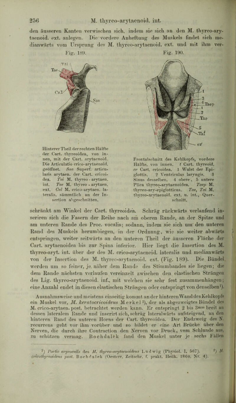 den äusseren Kanten verwischen sich, indem sie sich an den M. thyreo-ary- taenoid. ext. anlegen. Die vordere Anheftung des Muskels findet sich me- dianwärts vom Ursprung des M. thyreo-arytaenoid. ext. und mit ihm ver- Fig. 189. Fig. 190. Hinterer Theil der rechten Hälfte der Cart. thyreoidea, von in- nen, mit der Cart. arytaenoid. Die Articulatio crico-arytaenoid. geöffnet. Saa Superf. articu- laris arvtaen. der Cart. cricoi- dea. Tai M. thyreo - arvtaen. int. Tae M. thyreo - arytaen. ext. Cal M. crico-arytaen. la- teralis, sämmtlich an der In- sertion abgeschnitten. Frontalschnitt des Kehlkopfs, vordere Hälfte, von innen. t Cart. thyreoid. er Cart. cricoidea. 1 Wulst der Epi- glottis. 2 Ventriculus laryngis. 8 Sinus desselben. 4 obere , 5 untere Plica thvreq-arytaenoidea. Taep M. thyreo-ary-epiglotticus. Tae, Tai M. thyreo-arytaenoid. ext. u. int., Quer- schnitt. schränkt am Winkel der Co,rt. thyreoidea. Schräg rückwärts verlaufend in- seriren sich die Fasern der Reihe nach am oberen Rande, an der Spitze und am unteren Rande des Proc. vocalis; sodann, indem sie sich um den unteren Rand des Muskels herumbiegen, in der Ordnung, wie sie weiter abwärts entspringen, weiter seitwärts an den unteren Theil der äusseren Fläche der Cart. arytaenoidea bis zur Spina inferior. Hier liegt die Insertion des M. thyreo-aryt. int. über der des M. crico-arytaenoid. lateralis und medianwärts von der Insertion des M. thyreo-arytaenoid. ext. (Fig. 189). Die Bündel, werden um so feiner, je. näher dem Rande des Stimmbandes sie liegen; die dem Rande nächsten verlaufen vereinzelt zwischen den elastischen Strängen des Lig. thyreo-arytaenoid. inf., mit welchen sie sehr fest Zusammenhängen; eine Anzahl endet in diesen elastischen Strängen oder entspringt von denselben1). Ausnahmsweise und meistens einseitig kommt ander hinteren Wand des Kehlkopfs ein Muskel vor, M. kercitocricoideus Merkel2), der als abgezweigtes Bündel des M. crico-arytaen. post, betrachtet werden kann. Er entspringt 2 bis 3mm breit an dessen lateralem Bande und inserirt sich, schräg lateralwarts aufsteigend, an den hinteren Rand des unteren Horns der Cart. thyreoidea. Der Endzweig des N. recurrens geht vor ihm vorüber und so bildet er eine Art Brücke über den Nerven, die durch ihre Contraction den Nerven vor Druck, vom Schlunde aus, zu schützen vermag. Bochdalek fand den Muskel unter je sechs Fällen ]) Portio aryvocalis des M. thyreo-arytaenoideus Ludwig (Physiol. I, 507). 2) M- cricolhyreoideus post. Bochdalek (Oestorr. Zeitsohr. f. prakt. Heilk. 1860, Nr. 4).