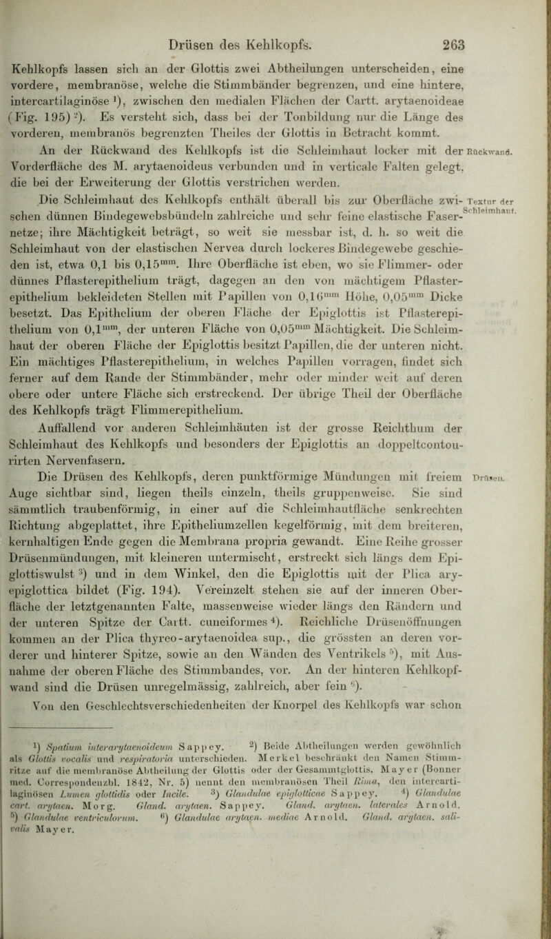 Kehlkopfs lassen sich an der Glottis zwei Abtheilungen unterscheiden, eine vordere, membranöse, welche die Stimmbänder begrenzen, und eine hintere, intercartilaginöse *), zwischen den medialen Flächen der Cartt. arytaenoideae (Fig. 195) * I 2). Es versteht sich, dass bei der Tonbildung nur die Länge des vorderen, membranös begrenzten Theiles der Glottis in Betracht kommt. An der Rückwand des Kehlkopfs ist die Schleimhaut locker mit der Rückwand. Vorderfläche des M. arytaenoideus verbunden und in verticale Falten gelegt, die bei der Erweiterung der Glottis verstrichen werden. Die Schleimhaut des Kehlkopfs enthält überall bis zur Oberfläche zwi- Textur der sehen dünnen Bindegewebsbündeln zahlreiche und sehr feine elastische Faser-S hleimhaut' netze; ihre Mächtigkeit beträgt, so weit sie messbar ist, d. li. so weit die Schleimhaut von der elastischen Nervea durch lockeres Bindegewebe geschie- den ist, etwa 0,1 bis 0,15mm. Ihre Oberfläche ist eben, wo sie Flimmer- oder dünnes Pflasterepithelium trägt, dagegen an den von mächtigem Pflaster- epithelium bekleideten Stellen mit Papillen von 0,16mm Höhe, 0,05mm Dicke besetzt. Das Epitbelium der oberen Fläche der Epiglottis ist Pflasterepi- thelium von 0,1mm, der unteren Fläche von 0,05mm Mächtigkeit. Die Schleim- haut der oberen Fläche der Epiglottis besitzt Papillen, die der unteren nicht. Ein mächtiges Pflasterepithelium, in welches Papillen vorragen, findet sich ferner auf dem Rande der Stimmbänder, mehr oder minder weit auf deren obere oder untere Fläche sich erstreckend. Der übrige Theil der Oberfläche des Kehlkopfs trägt Flimmerepithelium. Auffallend vor anderen Schleimhäuten ist der grosse Reichthum der Schleimhaut des Kehlkopfs und besonders der Epiglottis an doppeltcontou- rirten Nervenfasern. Die Drüsen des Kehlkopfs, deren punktförmige Mündungen mit freiem Drüsen. Auge sichtbar sind, liegen theils einzeln, theils gruppenweise. Sie sind sämmtlich traubenförmig, in einer auf die Schleimhautfläche senkrechten Richtung abgeplattet, ihre Epitheliumzellen kegelförmig, mit dem breiteren, kernhaltigen Ende gegen die Membrana propria gewandt. Eine Reihe grosser Drüsenmündungen, mit kleineren untermischt, erstreckt sich längs dem Epi- glottiswulst 3) und in dem Winkel, den die Epiglottis mit der Plica ary- epiglottica bildet (Fig. 194). Vereinzelt stehen sie auf der inneren Ober- fläche der letztgenannten Falte, massenweise wieder längs den Rändern und der unteren Spitze der Cartt. cuneiformes4). Reichliche Drüsenöffnungen kommen an der Plica thyreo - arytaenoidea sup., die grössten an deren vor- derer und hinterer Spitze, sowie an den Wänden des Ventrikels5), mit Aus- nahme der oberen Fläche des Stimmbandes, vor. An der hinteren Kehlkopf- wand sind die Drüsen unregelmässig, zahlreich, aber fein 6). Von den Geschlechtsverschiedenheiten der Knorpel des Kehlkopfs war schon !) Spatium interarytaenoideum Sappey. 2) Beide Abteilungen werden gewöhnlich I als Glottis vocalis und respiratoria unterschieden. Merkel beschränkt den Namen Stimm- ritze auf die membranöse Abtheilung der Glottis oder der Gesammtglottis. Mayer (Bonner med. Correspondenzhl. 1842, Nr. 5) nennt den membranösen Theil Rima, den intercarti- laginösen Lumen glottidis oder Incile. 3) Glandulae epiglotticae Sappey. 4) Glandulae cart. arytaen. Morg. Gland. arytaen. Sappey. Gland. arytaen. laterales Arnold. 5) Glandulae ventriculorum. 6) Glandulae arytaen. mediae Arnold. Gland. arytaen. sali- valis Mayer.