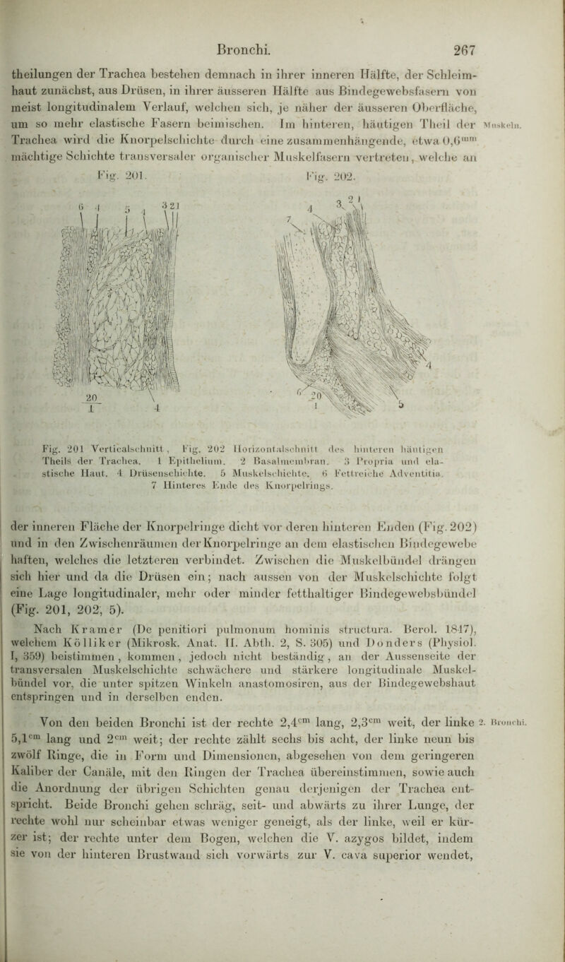 theilungen der Trachea bestehen demnach in ihrer inneren Hälfte, der Schleim- haut zunächst, aus Drüsen, in ihrer äusseren Hälfte aus Bindegewebsfasern von meist longitudinalem Verlauf, welchen sich, je näher der äusseren Oberfläche, um so mehr elastische Fasern heimischen. Im hinteren, häutigen Theil der Muskeln. Trachea wird die Knorpelschichte durch eine zusammenhängende, etwa0,6llim mächtige Schichte transversaler organischer Muskelfasern vertreten, welche an Fig. 202. Fig. 201 Verticalsehnitt, Fig. 202 Ilorizontalschnilt des hinteren häutigen Theils der Trachea. 1 Epithelium. 2 Basalmembran. 8 l'ropria und ela- stische Haut. 4 Drüsenschichte. 5 Muskelschichte. 6 Fettreiche Adventitia. 7 Hinteres Ende des Knorpelrings. der inneren Fläche der Knorpelringe dicht vor deren hinteren Enden (Fig. 202) und in den Zwischenräumen der Knorpelringe an dem elastischen Bindegewebe haften, welches die letzteren verbindet. Zwischen die Muskelbündel drängen sich hier und da die Drüsen ein; nach aussen von der Muskelschichte folgt eine Lage longitudinaler, mehr oder minder fetthaltiger Bindegewebsbündel (Fig. 201, 202, 5). Nach Kramer (De penitiori pulmonum hominis structura. Berol. 1847), welchem Kölliker (Mikrosk. Anat. II. Abth. 2, S. 305) und Donders (Physiol. I, 359) beistimmen , kommen , jedoch nicht beständig, an der Aussenseite der transversalen Muskelschichte schwächere und stärkere longitudinale Muskel- bündel vor, die unter spitzen Winkeln anastomosiren, aus der Bindegewebshaut entspringen und in derselben enden. Von den beiden Bronchi ist der rechte 2,4cm lang, 2,3cm weit, der linke 2. Bronchi. 5,lcm lang und 2cm weit; der rechte zählt sechs bis acht, der linke neun bis zwölf Hinge, die in Form und Dimensionen, abgesehen von dem geringeren Kaliber der Canäle, mit den Ringen der Trachea übereinstimmen, sowie auch die Anordnung der übrigen Schichten genau derjenigen der Trachea ent- spricht. Beide Bronchi gehen schräg, seit- und abwärts zu ihrer Lunge, der rechte wohl nur scheinbar etwas weniger geneigt, als der linke, weil er kür- zer ist; der rechte unter dem Bogen, welchen die V. azygos bildet, indem sie von der hinteren Brustwand sich vorwärts zur V. cava superior wendet,