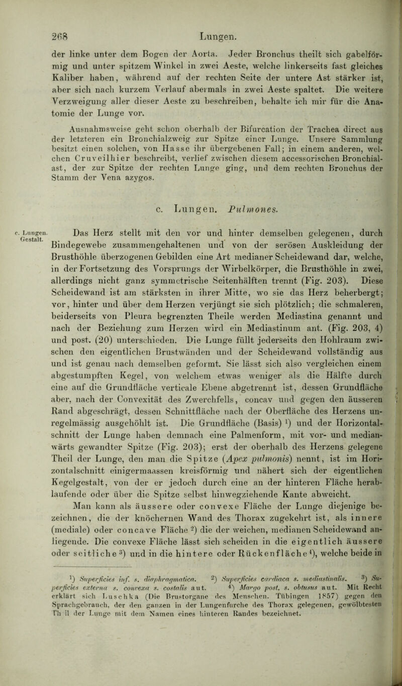 c. Lungen. Gestalt. 268 Lungen. der linke unter dem Bogen der Aorta. Jeder Bronchus theilt sich gabelför- mig und unter spitzem Winkel in zwei Aeste, welche linkerseits fast gleiches Kaliber haben, während auf der rechten Seite der untere Ast stärker ist, aber sich nach kurzem Verlauf abermals in zwei Aeste spaltet. Die weitere Verzweigung aller dieser Aeste zu beschreiben, behalte ich mir für die Ana- tomie der Lunge vor. Ausnahmsweise geht schon oberhalb der Bifurcation der Trachea direct aus der letzteren ein Bronchialzweig zur Spitze einer Lunge. Unsere Sammlung besitzt einen solchen, von Hasse ihr übergebenen Fall; in einem anderen, wel- chen Cruveilhier beschreibt, verlief zwischen diesem accessorischen Bronchial- ast, der zur Spitze der rechten Lunge ging, und dem rechten Bronchus der Stamm der Vena azygos. c. Lungen. Pulmones. Das Herz stellt mit den vor und hinter demselben gelegenen, durch Bindegewebe zusammengehaltenen und von der serösen Auskleidung der Brusthöhle überzogenen Gebilden eine Art medianer Scheidewand dar, welche, in der Fortsetzung des Vorsprungs der Wirbelkörper, die Brusthöhle in zwei, allerdings nicht ganz symmetrische Seitenhälften trennt (Fig. 203). Diese Scheidewand ist am stärksten in ihrer Mitte, wo sie das Herz beherbergt; vor, hinter und über dem Herzen verjüngt sie sich plötzlich; die schmaleren, beiderseits von Pleura begrenzten Theile werden Mediastina genannt und nach der Beziehung zum Herzen wird ein Mediastinum ant. (Fig. 203, 4) und post. (20) unterschieden. Die Lunge füllt jederseits den Hohlraum zwi- schen den eigentlichen Brustwänden und der Scheidewand vollständig aus und ist genau nach demselben geformt. Sie lässt sich also vergleichen einem abgestumpften Kegel, von welchem etwas weniger als die Hälfte durch eine auf die Grundfläche verticale Ebene abgetrennt ist, dessen Grundfläche aber, nach der Convexität des Zwerchfells, concav und gegen den äusseren Band abgeschrägt, dessen Schnittfläche nach der Oberfläche des Herzens un- regelmässig ausgehöhlt ist. Die Grundfläche (Basis) *) und der Horizontal- schnitt der Lunge haben demnach eine Palmenform, mit vor- und median- wärts gewandter Spitze (Fig. 203); erst der oberhalb des Herzens gelegene Theil der Lunge, den man die Spitze (Apex puhnonis) nennt, ist im Hori- zontalschnitt einigermaassen kreisförmig und nähert sich der eigentlichen Kegelgestalt, von der er jedoch durch eine an der hinteren Fläche herab- laufende oder über die Spitze selbst hinwegziehende Kante abweicht. Man kann als äussere oder convexe Fläche der Lunge diejenige be- zeichnen, die der knöchernen Wand des Thorax zugekehrt ist, als innere (mediale) oder concave Fläche 1 2) die der weichen, medianen Scheidewand an- liegende. Die convexe Fläche lässt sich scheiden in die eigentlich äussere oder seitliche 3) und in die hintere oder Rückenfläche *)» welche beide in 1) Superficies inf. s. diaphrar/matica. 2) Superficies cardiaca s. mediastinalis. 3) Su- perficies externa s. convexa s. costalis aut. 4) Marpo post. s. obtusus aut. Mit Recht erklärt sich Luschka (Die Brustorgane des Menschen. Tübingen 1857) gegen den Sprachgebrauch, der den ganzen in der Lungenfurche des Thorax gelegenen, gewölbtesten Th il der Lunge mit dem Namen eines hinteren Randes bezeichnet.