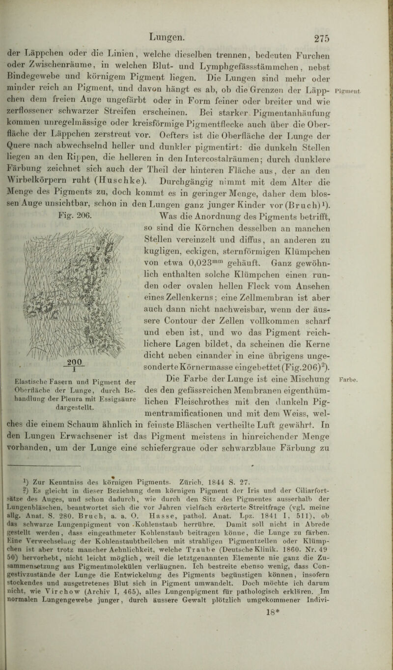 der Läppchen oder die Linien, welche dieselben trennen, bedeuten Furchen oder Zwischenräume, in welchen Blut- und Lymphgefässstämmchen, nebst Bindegewebe und körnigem Pigment liegen. Die Lungen sind mehr oder minder reich an Pigment, und davon hängt es ab, ob die Grenzen der Läpp- chen dem freien Auge ungefärbt oder in Form feiner oder breiter und wie zerflossener schwarzer Streifen erscheinen. Bei starker Pigmentanhäufung kommen unregelmässige oder kreisförmige Pigmentflecke auch über die Ober- fläche der Läppchen zerstreut vor. Oefters ist die Oberfläche der Lunge der Quere nach abwechselnd heller und dunkler pigmentirt: die dunkeln Stellen liegen an den Rippen, die helleren in den Intercostalräumen; durch dunklere Färbung zeichnet sich auch der Theil der hinteren Fläche aus, der an den Wirbelkörpern ruht (Huschke). Durchgängig nimmt mit dem Alter die Menge des Pigments zu, doch kommt es in geringer Menge, daher dem blos- sen Auge unsichtbar, schon in den Lungen ganz junger Kinder vor (Bruch) Q. Was die Anordnung des Pigments betrifft, so sind die Körnchen desselben an manchen Stellen vereinzelt und diffus, an anderen zu kugligen, eckigen, sternförmigen Klümpchen von etwa 0,023mm gehäuft. Ganz gewöhn- lich enthalten solche Klümpchen einen run- den oder ovalen hellen Fleck vom Ansehen eines Zellenkerns; eine Zellmembran ist aber auch dann nicht nachweisbar, wenn der äus- sere Contour der Zellen vollkommen scharf und eben ist, und wo das Pigment reich- lichere Lagen bildet, da scheinen die Kerne dicht neben einander in eine übrigens unge- sonderte Körnermasse eingebettet (Fig.206)2). Die Farbe der Lunge ist eine Mischung des den gefässreichen Membranen eigenthüm- lichen Fleischrothes mit den dunkeln Pig- mentramificationen und mit dem Weiss, wel- ches die einem Schaum ähnlich in feinste Bläschen vertheilte Luft gewährt. In den Lungen Erwachsener ist das Pigment meistens in hinreichender Menge vorhanden, um der Lunge eine schiefergraue oder schwarzblaue Färbung zu Elastische Fasern und Pigment der Oberfläche der Lunge, durch Be- handlung der Pleura mit Essigsäure dargestellt. *) Zur Kenntniss des körnigen Pigments. Zürich. 1844 S. 27. ?) Es gleicht in dieser Beziehung dem körnigen Pigment der Iris und der Ciliarfort- sätze des Auges, und schon dadurch, wie durch den Sitz des Pigmentes ausserhalb der Lungenbläschen, beantwortet sich die vor Jahren vielfach erörterte Streitfrage (vgl. meine allg. Anat. S. 280. Bruch, a. a. O. Hasse, pathol. Anat. Lpz. 1841 I, 511), ob das schwarze Lungenpigment von .Kohlenstaub herrühre. Damit soll nicht in Abrede gestellt werden, dass eingeathmeter Kohlenstaub beitragen könne, die Lunge zu färben. Eine Verwechselung der Kohlenstaubtheilchen mit strahligen Pigmentzellen oder Klümp- chen ist aber trotz mancher Aehnlichkeit, welche Traube (DeutscheKlinik. 1860. Nr. 49 50) hervorhebt, nicht leicht möglich, weil die letztgenannten Elemente nie ganz die Zu- sammensetzung aus Pigmentmolekülen verläugnen. Ich bestreite ebenso wenig, dass Con- gestivzustände der Lunge die Entwickelung des Pigments begünstigen können, insofern stockendes und ausgetretenes Blut sich in Pigment umwandelt. Doch möchte ich darum nicht, wie Virchow (Archiv I, 465), alles Lungenpigment für pathologisch erklären. Im normalen Lungengewebe junger, durch äussere Gewalt plötzlich umgekommener Indivi- 18* Pigment. Farbe.