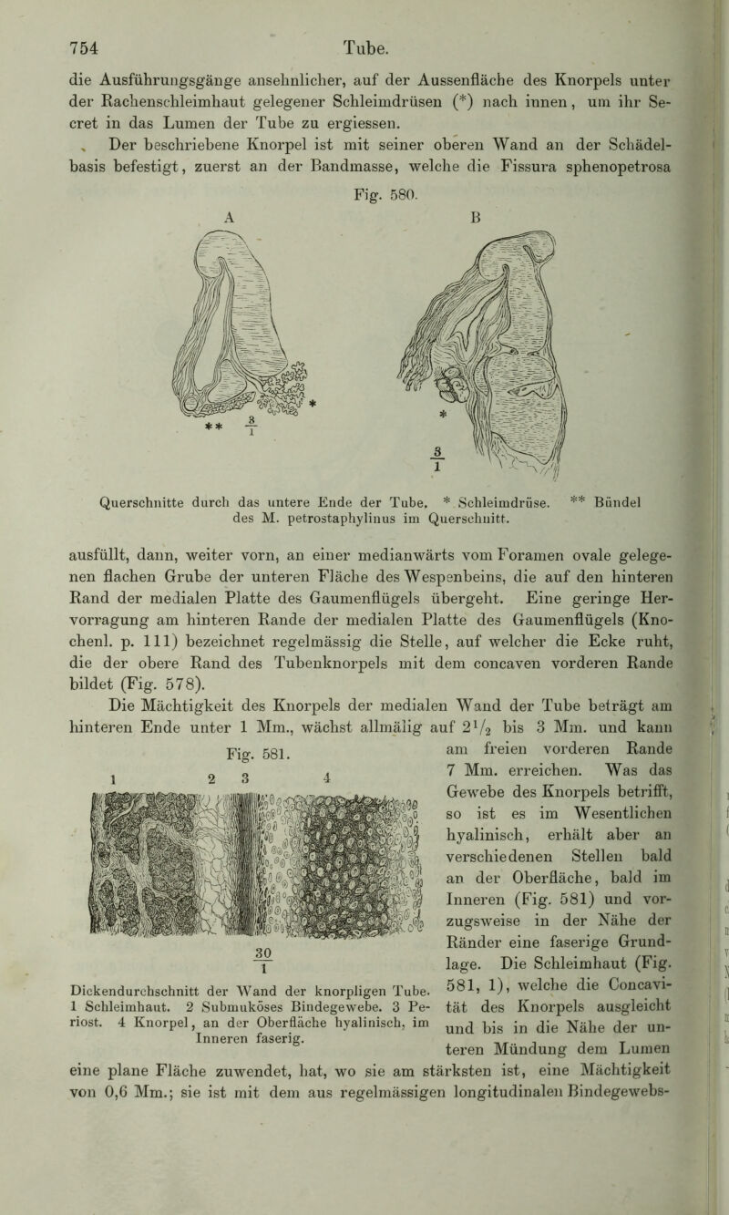 die Ausführungsgänge ansehnlicher, auf der Aussenfläche des Knorpels unter der Rachenschleimhaut gelegener Schleimdrüsen (*) nach innen, um ihr Se- cret in das Lumen der Tube zu ergiessen. % Der beschriebene Knorpel ist mit seiner oberen Wand an der Schädel- basis befestigt, zuerst an der Bandmasse, welche die Fissura sphenopetrosa Fig. 580. Querschnitte durch das untere Ende der Tube. * Schleimdrüse. ** Bündel des M. petrostaphylinus im Querschnitt. ausfüllt, dann, weiter vorn, an einer medianwärts vom Foramen ovale gelege- nen flachen Grube der unteren Fläche des Wespenbeins, die auf den hinteren Rand der medialen Platte des Gaumenflügels übergeht. Eine geringe Her- vorragung am hinteren Rande der medialen Platte des Gaumenflügels (Kno- chenl. p. 111) bezeichnet regelmässig die Stelle, auf welcher die Ecke ruht, die der obere Rand des Tubenknorpels mit dem concaven vorderen Rande bildet (Fig. 578). Die Mächtigkeit des Knorpels der medialen Wand der Tube beträgt am hinteren Ende unter 1 Mm., wächst allmälig auf 2 V2 bis 3 Mm. und kann am freien vorderen Rande 7 Mm. erreichen. Was das Gewebe des Knorpels betrifft, so ist es im Wesentlichen hyalinisch, erhält aber an verschiedenen Stellen bald an der Oberfläche, bald im Inneren (Fig. 581) und vor- zugsweise in der Nähe der Ränder eine faserige Grund- lage. Die Schleimhaut (Fig. 581, 1), welche die Concavi- tät des Knorpels ausgleicht und bis in die Nähe der un- teren Mündung dem Lumen eine plane Fläche zuwendet, hat, wo sie am stärksten ist, eine Mächtigkeit von 0,6 Mm.; sie ist mit dem aus regelmässigen longitudinalen Bindegewebs- Fig. 581. 1 2 3 4 30 1 Dickendurchschnitt der Wand der knorpligen Tube. 1 Schleimhaut. 2 Submuköses Bindegewebe. 3 Pe- riost. 4 Knorpel, an der Oberfläche hyalinisch, im Inneren faserig.