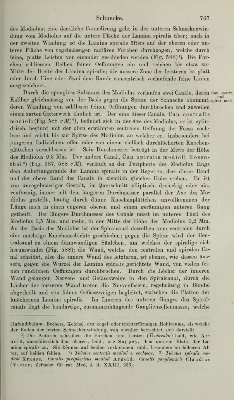 des Modiolus; eine deutliche Cannelirung geht in der unteren Schneckenwin- dung vom Modiolus auf die untere Fläche der Lamina spiralis über; auch in der zweiten Windung ist die Lamina spiralis öfters auf der oberen oder un- teren Fläche von regelmässigen radiären Furchen durchzogen, welche durch feine, platte Leisten von einander geschieden werden (Fig. 588)]). Die Fur- chen schliessen Reihen feiner Oeffnungen ein und reichen bis etwa zur Mitte der Breite der Lamina spiralis; die äussere Zone der letzteren ist glatt oder durch Eine oder Zwei dem Rande concentrisch verlaufende feine Linien ausgezeichnet. Durch die spongiöse Substanz des Modiolus verlaufen zwei Canäle, deren Can. ceutr. Kaliber gleichmässig von der Basis gegen die Spitze der Schnecke abnimmt, spiral, mod. deren Wandung von zahllosen feinen Oeffnungen durchbrochen und zuweilen einem zarten Gitterwerk ähnlich ist. Der eine dieser Canäle, Can. centralis modioli (Fig. 588 cilf)2), befindet sich in derAxe des Modiolus, er ist cylin- drisch, beginnt mit der oben erwähnten centralen Oeffnung der Fossa coch- leae und reicht bis zur Spitze des Modiolus, an welcher er, insbesondere .bei jüngeren Individuen, offen oder von einem vielfach durchlöcherten Knochen- plättchen verschlossen ist. Sein Durchmesser beträgt in der Mitte der Höhe des Modiolus 0,3 Mm. Der andere Canal, Can. spiralis modioli Rosen- thal 3) (Fig. 587, 588 cM), verläuft an der Peripherie des Modiolus längs dem Anheftungsrande der Lamina spiralis in der Regel so, dass dieser Rand und der obere Rand des Canals in ziemlich gleicher Höhe stehen. Er ist von unregelmässiger Gestalt, im Querschnitt elliptisch, dreieckig oder nie- renförmig, immer mit dem längeren Durchmesser parallel der Axe des Mo- diolus gestellt, häufig durch dünne Knochenplättchen unvollkommen der Länge nach in einen engeren oberen und einen geräumigen unteren Gang getheilt. Der längere Durchmesser des Canals misst im unteren Theil des Modiolus 0,5 Mm. und mehr, in der Mitte der Höhe des Modiolus 0,2 Mm. An der Basis des Modiolus ist der Spiralcanal desselben vom centralen durch eine mächtige Knochenschichte geschieden; gegen die Spitze wird der Cen- tralcanal zu einem dünnwandigen Säulchen, um welches der spiralige sich herumwindet (Fig. 588); die Wand, welche den centralen und spiralen Ca- nal scheidet, also die innere Wand des letzteren, ist ebenso, wie dessen äus- sere, gegen die Wurzel der Lamina spiralis gerichtete Wand, von vielen fei- nen rundlichen Oeffnungen durchbrochen. Durch die Löcher der inneren Wand gelangen Nerven- und Gefässzweige in den Spiralcanal, durch die Löcher der äusseren Wand treten die Nervenfasern, regelmässig in Bündel abgetheilt und von feinen Gefässzweigen begleitet, zwischen die Platten der knöchernen Lamina spiralis. Im Inneren des unteren Ganges des Spiral- canals liegt die bandartige, zusammenhängende Ganglienzellenmasse, welche (Infundibulum, Bechers, Kelchs), des kegel- oder trichterförmigen Hohlraums, als welche der Boden der letzten Schneckenwindung, von obenher betrachtet, sich darstellt. 0 Die Autoren schreiben die Furchen und Leisten (Trabeculae) bald, wie Ar- nold, ausschliesslich dem oberen, bald, wie Sappey, dem unteren Blatte der La- mina spiralis zu. Sie können auf beiden Vorkommen und, besonders im höheren Al- ter, auf beiden fehlen. 2) Tubulus centralis modioli s. cochleae. 3) Tubulus spiralis mo- dioli Krause. Canalis periphericus modioli Arnold. Canalis ganglionaris Claudius (Vietor, Zeitschr. für rat. Med. 3. R. XXIII, 236).
