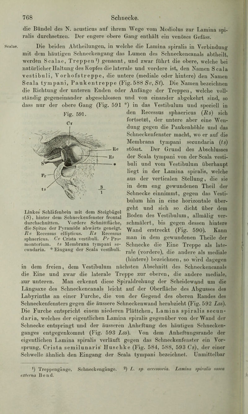 Scalae. die Bündel des N. acusticus auf ihrem Wege vom Modiolus zur Lamina spi- ralis durchsetzen. Der engere obere Gang enthält ein venöses Gefäss. Die beiden Abtheilungen, in welche die Lamina spiralis in Verbindung mit dem häutigen Schneckengang das Lumen des Schneckencanals abtheilt, werden Scalae, Treppen1) genannt, und zwar führt die obere, welche bei natürlicher Haltung des Kopfes die laterale und vordere ist, den Namen Scala vestibuli, Vorhofstreppe, die untere (mediale oder hintere) den Namen Scala tympani, Paukentreppe (Fig. 588 Sv, St). Die Namen bezeichnen die Richtung der unteren Enden oder Anfänge der Treppen, welche voll- ständig gegeneinander abgeschlossen und von einander abgekehrt sind, so *) in das Vestibulum und speciell in den Recessus sphaericus (Rs) sich fortsetzt, der untere aber eine Wen- dung gegen die Paukenhöhle und das Schneckenfenster macht, wo er auf die Membrana tympani secundaria (ts) stösst. Der Grund des Abschlusses der Scala tympani von der Scala vesti- buli und vom Vestibulum überhaupt liegt in der Lamina spiralis, welche aus der verticalen Stellung, die sie in dem eng gewundenen Theil der Schnecke einnimmt, gegen das Vesti- bulum hin in eine horizontale über- geht und sich so dicht über dem Boden des Vestibulum, allmälig ver- schmälert, bis gegen dessen hintere Wand erstreckt (Fig. 590). Kann man in dem gewundenen Theile der Schnecke die Eine Treppe als late- rale (vordere), die andere als mediale (hintere) bezeichnen, so wird dagegen in dem freien, dem Vestibulum nächsten Abschnitt des Schneckencanals die Eine und zwar die laterale Treppe zur oberen, die andere mediale, zur unteren. Man erkennt diese Spiraldrehung der Scheidewand um die Längsaxe des Schneckencanals leicht auf der Oberfläche des Abgusses des Labyrinths an einer Furche, die von der Gegend des oberen Randes des Schneckenfensters gegen die äussere Schnecken wand herabzieht (Fig. 592 Lss). Die Furche entspricht einem niederen Plättchen, Lamina spiralis secun- daria, welches der eigentlichen Lamina spiralis gegenüber von der Wand der Schnecke entspringt und der äusseren Anheftung des häutigen Schnecken- ganges entgegenkommt (Fig. 593 Lss). Von dem Anheftungsrande der eigentlichen Lamina spiralis verläuft gegen das Schneckenfenster ein Vor- sprung, Crista semilunaris Huschke (Fig. 584, 588, 593 Cs), der einer Schwelle ähnlich den Eingang der Scala tympani bezeichnet. Unmittelbar ]) Treppengänge, Schneckengänge. 2) L. sp. accessoria. Lamina spiralis ossea externa Bend. dass nur der obere Gang (Fig. 591 Fig. 591. Cr Linkes Schläfenbein mit dem Steigbügel (£), hinter dem Schneckenfenster frontal durchschnitten. Vordere Schnittfläche, die Spitze der Pyramide abwärts geneigt. Re Recessus ellipticus. Rs Recessus sphaericus. Cv Crista vestibuli. Pr Pro- montorium. ts Membrana tympani se- cundaria. * Eingang der Scala vestibuli.