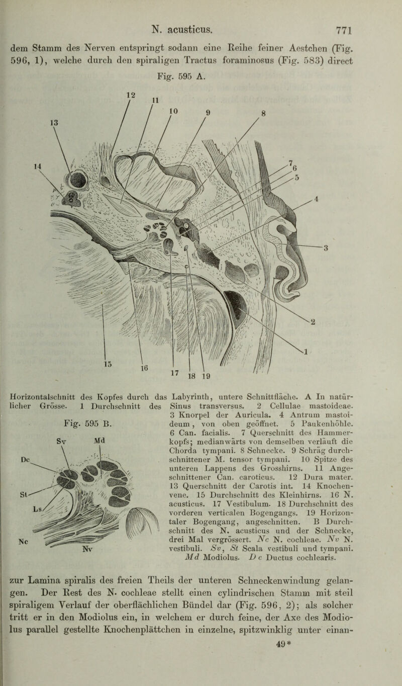 dem Stamm des Nerven entspringt sodann eine Reihe feiner Aestchen (Fig. 596, 1), welche durch den spiraligen Tractus foraminosus (Fig. 583) direct Fig. 595 A. Horizontalschnitt des Kopfes durch das Labyrinth, untere Schnittfläche. A In natür- licher Grösse. 1 Durchschnitt des Fig. 595 B. Sinus transversus. 2 Cellulae mastoideae. 3 Knorpel der Auricula. 4 Antrum mastoi- deum, von oben geöffnet. 5 Paukenhöhle. 6 Can. facialis. 7 Querschnitt des Hammer- kopfs; medianwärts von demselben verläuft die Chorda tympani. 8 Schnecke. 9 Schräg durch- schnittener M. tensor tympani. 10 Spitze des unteren Lappens des Grosshirns. 11 Ange- schnittener Can. caroticus. 12 Dura mater. 13 Querschnitt der Carotis int. 14 Knochen- vene. 15 Durchschnitt des Kleinhirns. 16 N. acusticus. 17 Vestibulum. 18 Durchschnitt des vorderen verticalen Bogengangs. 19 Horizon- taler Bogengang, angeschnitten. B Durch- schnitt des N. acusticus und der Schnecke, drei Mal vergrössert. Nc N. cochleae. Nv N. vestibuli. Sv, St Scala vestibuli und tympani. Md Modiolus. De Ductus cochlearis. zur Lamina spiralis des freien Theils der unteren Schneckenwindung gelan- gen. Der Rest des N* cochleae stellt einen cylindrischen Stamm mit steil spiraligem Verlauf der oberflächlichen Bündel dar (Fig. 596, 2); als solcher tritt er in den Modiolus ein, in welchem er durch feine, der Axe des Modio- lus parallel gestellte Knochenplättchen in einzelne, spitzwinklig unter einan- 49*