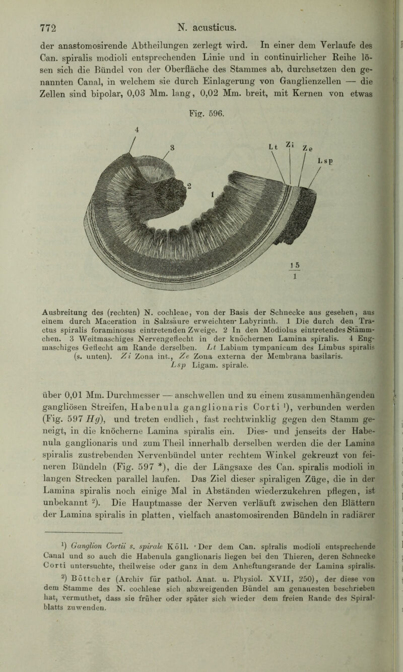 der anastomosirende Abtheilungen zerlegt wird. In einer dem Verlaufe des Can. spiralis modioli entsprechenden Linie und in continuirlicher Reihe lö- sen sich die Bündel von der Oberfläche des Stammes ab, durchsetzen den ge- nannten Canal, in welchem sie durch Einlagerung von Ganglienzellen — die Zellen sind bipolar, 0,03 Mm. lang, 0,02 Mm. breit, mit Kernen von etwas Fig. 596. 4 Ausbreitung des (rechten) N. eochleae, von der Basis der Schnecke aus gesehen, aus einem durch Maceration in Salzsäure erweichten* Labyrinth. 1 Die durch den Tra- ctus spiralis foraminosus eintretenden Zweige. 2 In den Modiolus eintretendes Stärnm- chen. 3 Weitmaschiges Nervengeflecht in der knöchernen Lamina spiralis. 4 Eng- maschiges Geflecht am Rande derselben. Lt Labium tympanieum des Limbus spiralis (s. unten). Zi Zona int., Ze Zona externa der Membrana basilaris. Lsp Ligam. spirale. über 0,01 Mm. Durchmesser — anschwellen und zu einem zusammenhängenden gangliösen Streifen, Habenulaganglionaris Corti1), verbunden werden (Fig. 597 Hg), und treten endlich, fast rechtwinklig gegen den Stamm ge- neigt, in die knöcherne Lamina spiralis ein. Dies- und jenseits der Habe- nula ganglionaris und zum Theil innerhalb derselben werden die der Lamina spiralis zustrebenden Nervenbündel unter rechtem Winkel gekreuzt von fei- neren Bündeln (Fig. 597 *), die der Längsaxe des Can. spiralis modioli in langen Strecken parallel laufen. Das Ziel dieser spiraligen Züge, die in der Lamina spiralis noch einige Mal in Abständen wiederzukehren pflegen, ist unbekannt 2). Die Hauptmasse der Nerven verläuft zwischen den Blättern der Lamina spiralis in platten, vielfach anastomosirenden Bündeln in radiärer x) Ganglion Cortii s. spirale Köll. 'Der dem Can. spiralis modioli entsprechende Canal und so auch die Habenula ganglionaris liegen bei den Thieren, deren Schnecke Corti untersuchte, theilweise oder ganz in dem Anheftungsrande der Lamina spiralis. 2) Böttcher (Archiv für pathol. Anat. u. Physiol. XVII, 250), der diese von dem Stamme des N. eochleae sich abzweigenden Bündel am genauesten beschrieben hat, vermuthet, dass sie früher oder später sich wieder dem freien Rande des Spiral- blatts zuwenden.