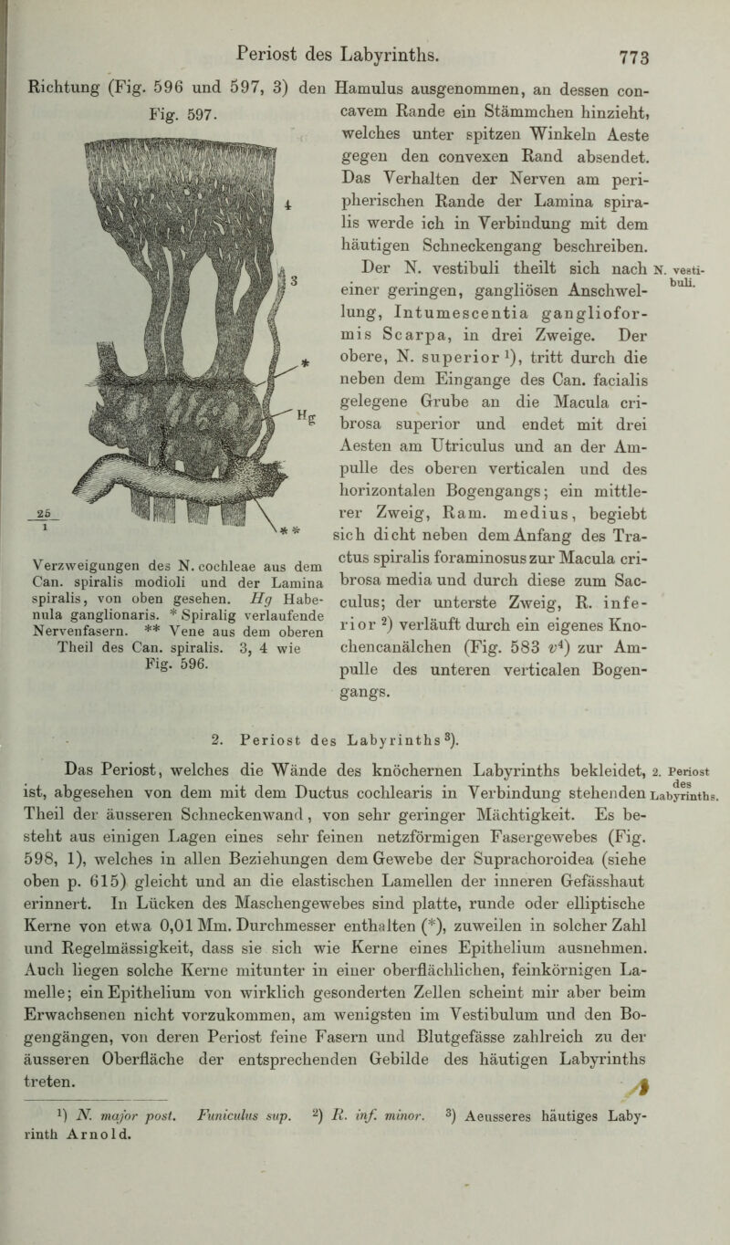Richtung (Fig. 596 und 597, 3) den Hamulus ausgenommen, an dessen con- Fig. 597. Verzweigungen des N. cochleae aus dem Can. spiralis modioli und der Lamina spiralis, von oben gesehen. Hg Habe- nula ganglionaris. * Spiralig verlaufende Nervenfasern. ** Vene aus dem oberen Theil des Can. spiralis. 3, 4 wie Fig. 596. cavem Rande ein Stämmchen hinzieht, welches unter spitzen Winkeln Aeste gegen den convexen Rand absendet. Das Verhalten der Nerven am peri- pherischen Rande der Lamina spira- lis werde ich in Verbindung mit dem häutigen Schneckengang beschreiben. Der N. vestibuli theilt sich nach n. vesti- einer geringen, gangliösen Anschwel- bul1, lung, Intumescentia gangliofor- mis Scarpa, in drei Zweige. Der obere, N. superior1), tritt durch die neben dem Eingänge des Can. facialis gelegene Grube an die Macula cri- brosa superior und endet mit drei Aesten am Utriculus und an der Am- pulle des oberen verticalen und des horizontalen Bogengangs; ein mittle- rer Zweig, Ram. medius, begiebt sich dicht neben dem Anfang des Tra- ctus spiralis foraminosus zur Macula cri- brosa media und durch diese zum Sac- culus; der unterste Zweig, R. infe- rior2) verläuft durch ein eigenes Kno- chen canälchen (Fig. 583 v4) zur Am- pulle des unteren verticalen Bogen- gangs. 2. Periost des Labyrinths8). Das Periost, welches die Wände des knöchernen Labyrinths bekleidet, 2. Periost ist, abgesehen von dem mit dem Ductus cochlearis in Verbindung stehenden Labyrinths. Theil der äusseren Schneckenwand, von sehr geringer Mächtigkeit. Es be- steht aus einigen Lagen eines sehr feinen netzförmigen Fasergewebes (Fig. 598, 1), welches in allen Beziehungen dem Gewebe der Suprachoroidea (siehe oben p. 615) gleicht und an die elastischen Lamellen der inneren Gefässhaut erinnert. In Lücken des Maschengewebes sind platte, runde oder elliptische Kerne von etwa 0,01 Mm. Durchmesser enthalten (*), zuweilen in solcher Zahl und Regelmässigkeit, dass sie sich wie Kerne eines Epithelium ausnehmen. Auch liegen solche Kerne mitunter in einer oberflächlichen, feinkörnigen La- melle; ein Epithelium von wirklich gesonderten Zellen scheint mir aber beim Erwachsenen nicht vorzukommen, am wenigsten im Vestibulum und den Bo- gengängen, von deren Periost feine Fasern und Blutgefässe zahlreich zu der äusseren Oberfläche der entsprechenden Gebilde des häutigen Labyrinths treten. j B N. major post. Funiculus sup. 2) R. inf. minor. 3) Aeusseres häutiges Laby- rinth Arnold.