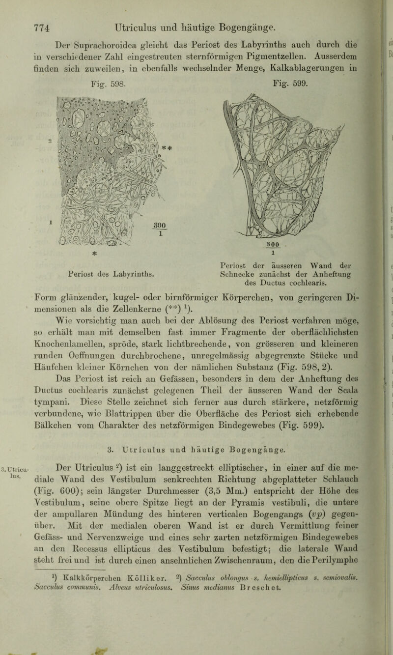 3.Utrieu- lus. 774 Utriculus und häutige Bogengänge. Der Suprachoroidea gleicht das Periost des Labyrinths auch durch die in verschiedener Zahl eingestreuten sternförmigen Pigmentzellen. Ausserdem finden sich zuweilen, in ebenfalls wechselnder Menge, Kalkablagerungen in Fig. 598. Fig. 599. Periost der äusseren Wand der Periost des Labyrinths. Schnecke zunächst der Anheftung des Ductus cochlearis. Form glänzender, kugel- oder bimförmiger Körperchen, von geringeren Di- mensionen als die Zellenkerne (**) 1). Wie vorsichtig man auch bei der Ablösung des Periost verfahren möge, so erhält man mit demselben fast immer Fragmente der oberflächlichsten Knochenlamellen, spröde, stark lichtbrechende, von grösseren und kleineren runden Oeffnungen durchbrochene, unregelmässig abgegrenzte Stücke und Häufchen kleiner Körnchen von der nämlichen Substanz (Fig. 598, 2). Das Periost ist reich an Gefässen, besonders in dem der Anheftung des Ductus cochlearis zunächst gelegenen Theil der äusseren Wand der Scala tympani. Diese Stelle zeichnet sich ferner aus durch stärkere, netzförmig verbundene, wie Blattrippen über die Oberfläche des Periost sich erhebende Bälkchen vom Charakter des netzförmigen Bindegewebes (Fig. 599). 3. Utriculus und häutige Bogengänge. Der Utriculus2) ist ein langgestreckt elliptischer, in einer auf die me- diale Wand des Vestibulum senkrechten Richtung abgeplatteter Schlauch (Fig. 600); sein längster Durchmesser (3,5 Mm.) entspricht der Höhe des Vestibulum, seine obere Spitze liegt an der Pyramis vestibuli, die untere der ampullären Mündung des hinteren verticalen Bogengangs (vp) gegen- über. Mit der medialen oberen Wand ist er durch Vermittlung feiner Gefäss- und Nervenzweige und eines sehr zarten netzförmigen Bindegewebes an den Recessus ellipticus des Vestibulum befestigt; die laterale Wand steht frei und ist durch einen ansehnlichen Zwischenraum, den die Perilymphe 1) Kalkkorperchen Kölliker. 2) Sacculus obl.ongus s. hemiellipticus s. semiovalis. Sacculus communis. Alveus utriculosus. Sinus medianus Breschet.