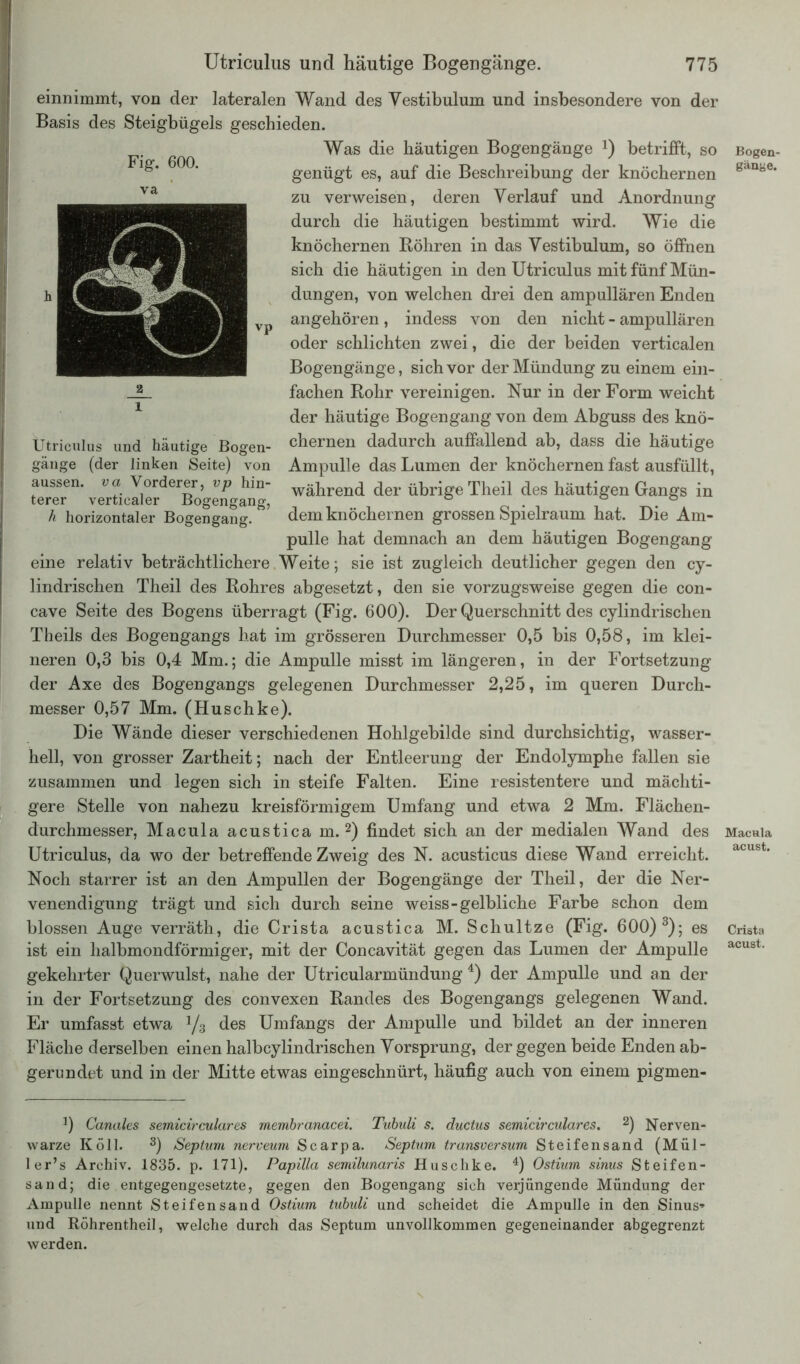 einnimmt, von der lateralen Wand des Vestibulum und insbesondere von der Basis des Steigbügels geschieden. Was die häutigen Bogengänge J) betrifft, so genügt es, auf die Beschreibung der knöchernen zu verweisen, deren Verlauf und Anordnung durch die häutigen bestimmt wird. Wie die knöchernen Röhren in das Vestibulum, so öffnen sich die häutigen in den Utriculus mit fünf Mün- dungen, von welchen drei den ampullären Enden angehören, indess von den nicht - ampullären oder schlichten zwei, die der beiden verticalen Bogengänge, sich vor der Mündung zu einem ein- fachen Rohr vereinigen. Nur in der Form weicht der häutige Bogengang von dem Abguss des knö- chernen dadurch auffallend ab, dass die häutige Ampulle das Lumen der knöchernen fast ausfüllt, während der übrige Theil des häutigen Gangs in dem knöchernen grossen Spielraum hat. Die Am- pulle hat demnach an dem häutigen Bogengang eine relativ beträchtlichere Weite; sie ist zugleich deutlicher gegen den cy- lindrischen Theil des Rohres abgesetzt, den sie vorzugsweise gegen die con- cave Seite des Bogens überragt (Fig. 600). Der Querschnitt des cylindrischen Theils des Bogengangs hat im grösseren Durchmesser 0,5 bis 0,58, im klei- neren 0,3 bis 0,4 Mm.; die Ampulle misst im längeren, in der Fortsetzung der Axe des Bogengangs gelegenen Durchmesser 2,25, im queren Durch- messer 0,57 Mm. (Huschke). Die Wände dieser verschiedenen Hohlgebilde sind durchsichtig, wasser- hell, von grosser Zartheit; nach der Entleerung der Endolymphe fallen sie zusammen und legen sich in steife Falten. Eine resistentere und mächti- gere Stelle von nahezu kreisförmigem Umfang und etwa 2 Mm. Flächen- durchmesser, Macula acustica m. 2) findet sich an der medialen Wand des Utriculus, da wo der betreffende Zweig des N. acusticus diese Wand erreicht. Noch starrer ist an den Ampullen der Bogengänge der Theil, der die Ner- venendigung trägt und sich durch seine weiss-gelbliche Farbe schon dem blossen Auge verräth, die Crista acustica M. Schultze (Fig. 600) 3); es ist ein halbmondförmiger, mit der Concavität gegen das Lumen der Ampulle gekehrter Querwulst, nahe der Utricularmündung 4) der Ampulle und an der in der Fortsetzung des convexen Randes des Bogengangs gelegenen Wand. Er umfasst etwa 1/z des Umfangs der Ampulle und bildet an der inneren Fläche derselben einen halbcylindrischen Vorsprung, der gegen beide Enden ab- gerundet und in der Mitte etwas eingeschnürt, häufig auch von einem pigmen- J) Canales semicirculares membranacei. Tubuli s. ductus semicirculares. 2) Nerven- warze Köll. 3) Septum nerveum Scarpa. Septum transversum Steifensand (Mül- ler’s Archiv. 1835. p. 171). Papilla semilunaris Huschke. 4) Ostium sinus Steifen- sand; die entgegengesetzte, gegen den Bogengang sich verjüngende Mündung der Ampulle nennt Steifensand Ostium tubuli und scheidet die Ampulle in den Sinus-» und Röhrentheil, welche durch das Septum unvollkommen gegeneinander abgegrenzt werden. Fig. 600. va 1 Utriculus und häutige Bogen- gänge (der linken Seite) von aussen, va Vorderer, vp hin- terer verticaler Bogengang, h horizontaler Bogengang. Bogen- gänge. Macula acust. Crista acust.