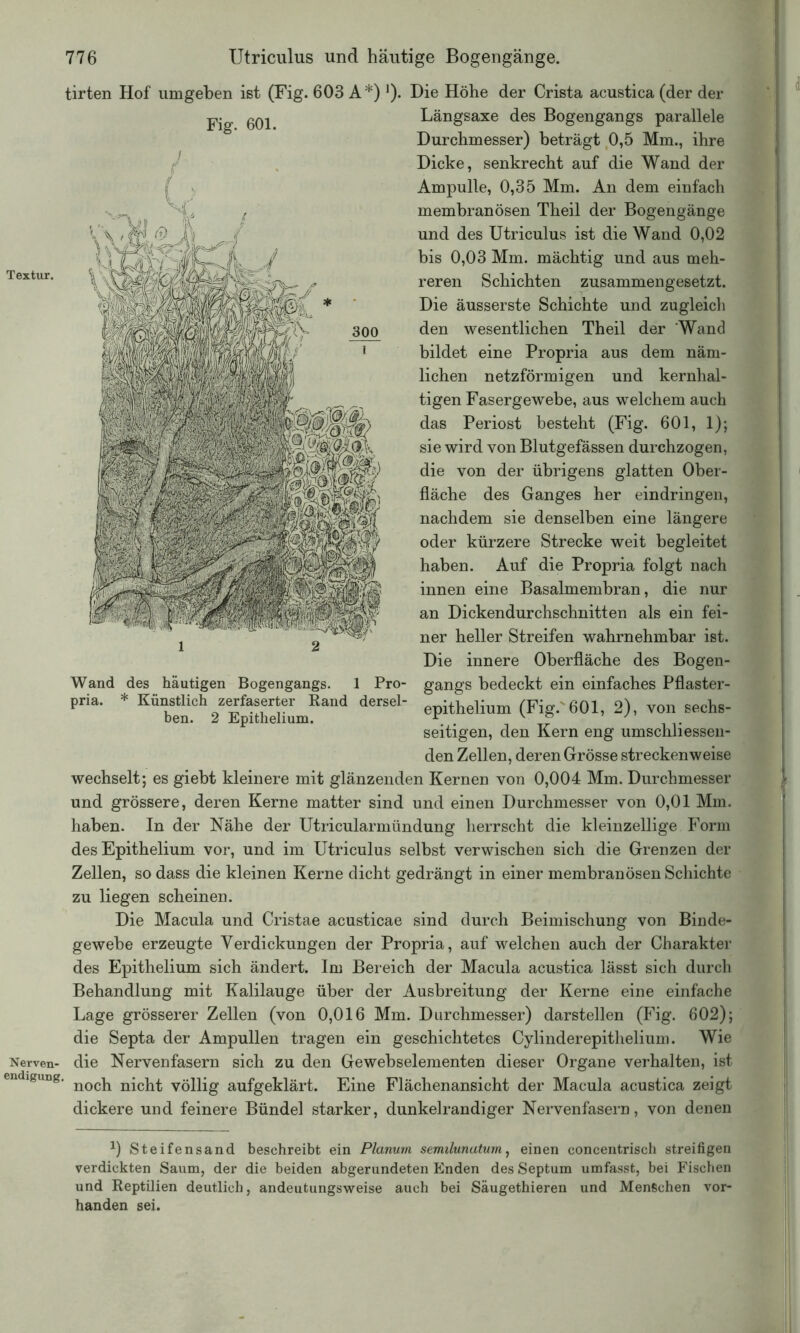 tirten Hof umgeben ist (Fig. 603 A*) ]) Fig. 601. Textur. Nerven- endigung. Die Höhe der Crista acustica (der der Längsaxe des Bogengangs parallele Durchmesser) beträgt 0,5 Mm., ihre Dicke, senkrecht auf die Wand der Ampulle, 0,35 Mm. An dem einfach membranösen Theil der Bogengänge und des Utriculus ist die Wand 0,02 bis 0,03 Mm. mächtig und aus meh- reren Schichten zusammengesetzt. Die äusserste Schichte und zugleich den wesentlichen Theil der Wand bildet eine Propria aus dem näm- lichen netzförmigen und kernhal- tigen Fasergewebe, aus welchem auch das Periost besteht (Fig. 601, 1); sie wird von Blutgefässen durchzogen, die von der übrigens glatten Ober- fläche des Ganges her eindringen, nachdem sie denselben eine längere oder kürzere Strecke weit begleitet haben. Auf die Propria folgt nach innen eine Basalmembran, die nur an Dickendurchschnitten als ein fei- ner heller Streifen wahrnehmbar ist. Die innere Oberfläche des Bogen- gangs bedeckt ein einfaches Pflaster- epithelium (Fig.'601, 2), von sechs- seitigen, den Kern eng umschliessen- den Zellen, deren Grösse streckenweise wechselt; es giebt kleinere mit glänzenden Kernen von 0,004 Mm. Durchmesser und grössere, deren Kerne matter sind und einen Durchmesser von 0,01 Mm. haben. In der Nähe der Utricularmündung herrscht die kleinzellige Form des Epithelium vor, und im Utriculus selbst verwischen sich die Grenzen der Zellen, so dass die kleinen Kerne dicht gedrängt in einer membranösen Schichte zu liegen scheinen. Die Macula und Cristae acusticae sind durch Beimischung von Binde- gewebe erzeugte Verdickungen der Propria, auf welchen auch der Charakter des Epithelium sich ändert. Im Bereich der Macula acustica lässt sich durch Behandlung mit Kalilauge über der Ausbreitung der Kerne eine einfache Lage grösserer Zellen (von 0,016 Mm. Durchmesser) darstellen (Fig. 602); die Septa der Ampullen tragen ein geschichtetes Cylinderepithelium. Wie die Nervenfasern sich zu den Gewebselementen dieser Organe verhalten, ist noch nicht völlig aufgeklärt. Eine Flächenansicht der Macula acustica zeigt dickere und feinere Bündel starker, dunkelrandiger Nervenfasern, von denen Wand des häutigen Bogengangs. * Künstlich zerfaserter Rand ben. 2 Epithelium. pna. 1 Pro- dersel- *) Steifensand beschreibt ein Planum semilunatum, einen concentrisch streifigen verdickten Saum, der die beiden abgerundeten Enden des Septum umfasst, bei Fischen und Reptilien deutlich, andeutungsweise auch bei Säugethieren und Menschen vor- handen sei.