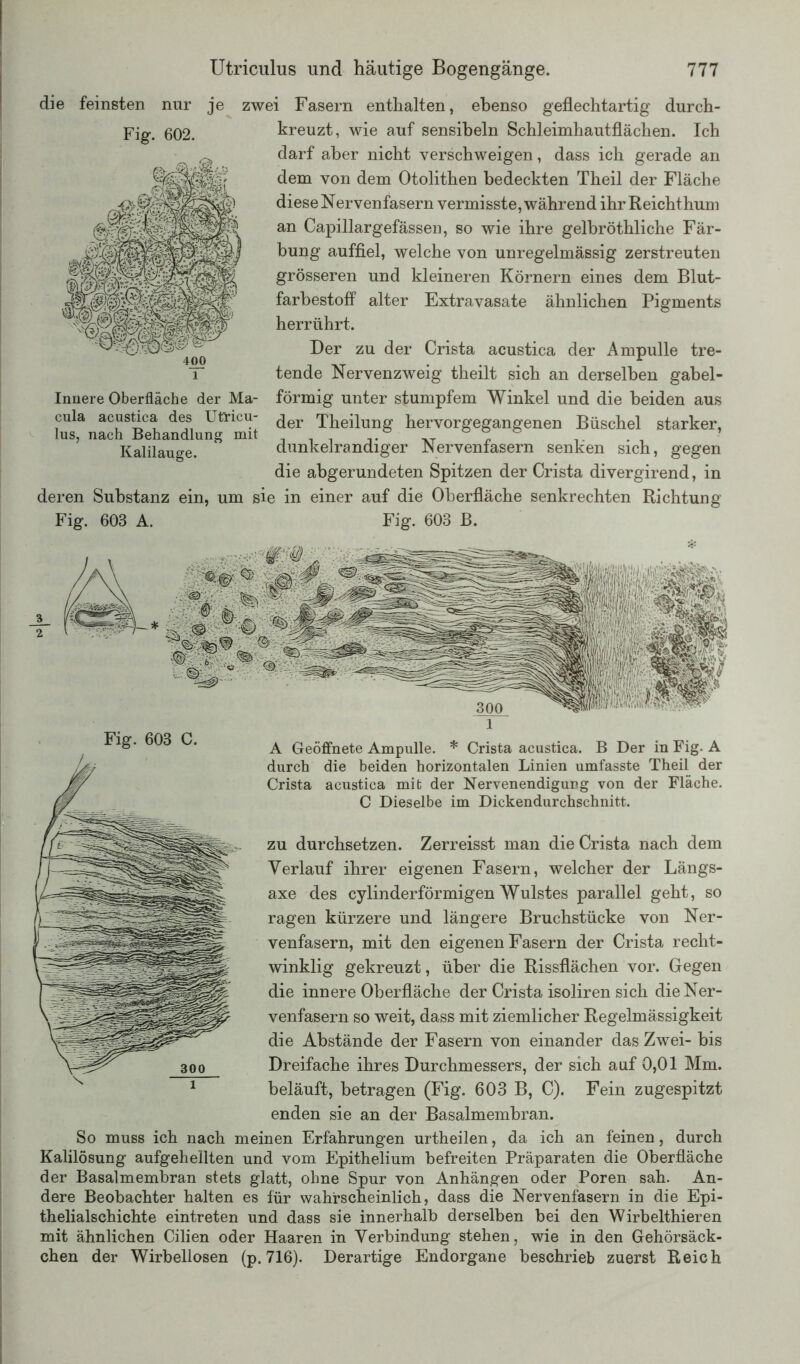 die feinsten nur je Fig. 602. cula acustica des Utricu- lus, nach Behandlung mit Kalilauge. deren Substanz ein, Fig. 603 A. zwei Fasern enthalten, ebenso geflechtartig durch- kreuzt, wie auf sensibeln Schleimhautflächen. Ich darf aber nicht verschweigen, dass ich gerade an dem von dem Otolithen bedeckten Theil der Fläche diese Nervenfasern vermisste, während ihr Reichthum an Capillargefässen, so wie ihre gelhröthliche Fär- bung auffiel, welche von unregelmässig zerstreuten grösseren und kleineren Körnern eines dem Blut- farbestoff alter Extravasate ähnlichen Pigments herrührt. Der zu der Crista acustica der Ampulle tre- tende Nervenzweig theilt sich an derselben gabel- förmig unter stumpfem Winkel und die beiden aus der Theilung hervorgegangenen Büschel starker, dunkelrandiger Nervenfasern senken sich, gegen die abgerundeten Spitzen der Crista divergirend, in um sie in einer auf die Oberfläche senkrechten Richtung Fig. 603 B. * Fig. 603 C. / A Geöffnete Ampulle. * Crista acustica. B Der in Fig. A durch die beiden horizontalen Linien umfasste Theil der Crista acustica mit der Nervenendigung von der Fläche. C Dieselbe im Dickendurchschnitt. zu durchsetzen. Zerreisst man die Crista nach dem Verlauf ihrer eigenen Fasern, welcher der Längs- axe des cylinderförmigen Wulstes parallel geht, so ragen kürzere und längere Bruchstücke von Ner- venfasern, mit den eigenen Fasern der Crista recht- winklig gekreuzt, über die Rissflächen vor. Gegen die innere Oberfläche der Crista isoliren sich die Ner- venfasern so weit, dass mit ziemlicher Regelmässigkeit die Abstände der Fasern von einander das Zwei- bis Dreifache ihres Durchmessers, der sich auf 0,01 Mm. beläuft, betragen (Fig. 603 B, C). Fein zugespitzt enden sie an der Basalmembran. So muss ich nach meinen Erfahrungen urtheilen, da ich an feinen, durch Kalilösung aufgehellten und vom Epithelium befreiten Präparaten die Oberfläche der Basalmembran stets glatt, ohne Spur von Anhängen oder Poren sah. An- dere Beobachter halten es für wahrscheinlich, dass die Nervenfasern in die Epi- thelialschichte eintreten und dass sie innerhalb derselben bei den Wirbelthieren mit ähnlichen Cilien oder Haaren in Verbindung stehen, wie in den Gehörsäck- chen der Wirbellosen (p. 716). Derartige Endorgane beschrieb zuerst Reich