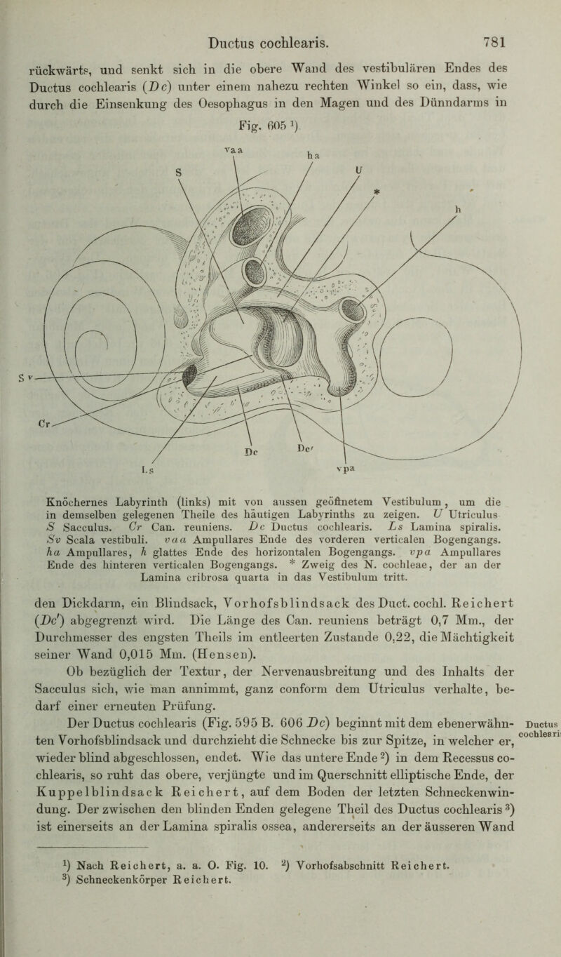 rückwärts, und senkt sich in die obere Wand des vestibulären Endes des Ductus cochlearis (De) unter einem nahezu rechten Winkel so ein, dass, wie durch die Einsenkung des Oesophagus in den Magen und des Dünndarms in Fig. 605 1). Knöchernes Labyrinth (links) mit von aussen geöfinetem Vestibulum , um die in demselben gelegenen Theile des häutigen Labyrinths zu zeigen. U Ut.riculus S Sacculus. Gr Can. reuniens. De Ductus cochlearis. Ls Lamina spiralis. Sv Scala vestibuli. vaa Ampulläres Ende des vorderen verticalen Bogengangs. ha Ampulläres, h glattes Ende des horizontalen Bogengangs, vpa Ampulläres Ende des hinteren verticalen Bogengangs. * Zweig des N. cochleae, der an der Lamina cribrosa quarta in das Vestibulum tritt. den Dickdarm, ein Blindsack, Vorhofsblindsack des Duct. cochl. Reichert (De') abgegrenzt wird. Die Länge des Can. reuniens beträgt 0,7 Mm., der Durchmesser des engsten Theils im entleerten Zustande 0,22, die Mächtigkeit seiner Wand 0,015 Mm. (Hensen). Ob bezüglich der Textur, der Ner venausbr eitun g und des Inhalts der Sacculus sich, wie man annimmt, ganz conform dem Utriculus verhalte, be- darf einer erneuten Prüfung. Der Ductus cochlearis (Fig. 595 B. 606 De) beginnt mit dem ebenerwähn- ten Vorhofsblindsack und durchzieht die Schnecke bis zur Spitze, in welcher er, wieder blind abgeschlossen, endet. Wie das untere Ende 2) in dem Recessus co- chlearis, so ruht das obere, verjüngte und im Querschnitt elliptische Ende, der Kuppelblindsack Reichert, auf dem Boden der letzten Schneckenwin- dung. Der zwischen den blinden Enden gelegene Theil des Ductus cochlearis 3) ist einerseits an der Lamina spiralis ossea, andererseits an der äusseren Wand 9 Nach Reichert, a. a. O. Fig. 10. 2) Vorhofsabschnitt Reichert. 3) Schneckenkörper Reichert.