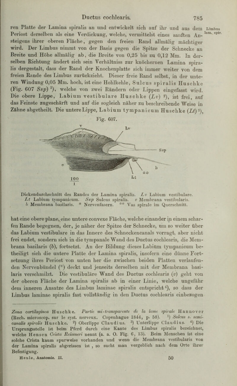 ren Platte der Lamina spiralis an und entwickelt sich auf ihr und aus dem Limbus Periost derselben als eine Verdickung, welche, vermittelst eines sanften An-lam'spir' steigens ihrer oberen Fläche, gegen den freien Rand allmälig mächtiger wird. Der Limbus nimmt von der Basis gegen die Spitze der Schnecke an Breite und Höhe allmälig ab, die Breite von 0,25 bis zu 0,12 Mm. In der- selben Richtung ändert sich sein Verhältniss zur knöchernen Lamina spira- lis dergestalt, dass der Rand der Knochenplatte sich immer weiter von dem freien Rande des Limbus zurückzieht. Dieser freie Rand selbst, in der unte- ren Windung 0,05 Mm. hoch, ist eine Hohlkehle, Sulcus spiralis Huschke (Fig. 607 Ssp) *), welche von zwei Rändern oder Lippen eingefasst wird. Die obere Lippe, Labium vestibuläre Huschke (Lv) 2), ist frei, auf das Feinste zugeschärft und auf die sogleich näher zu beschreibende Weise in Zähne abgetheilt. Die untere Lippe, Labium tympanicum Huschke (Lt)3), Fig. 607. Dickendurchschnitt des Randes der Lamina spiralis. Lv Labium vestibuläre. Lt Labium tympanicum. Ssp Sulcus spiralis. v Membrana vestibnlaris. b Membrana basilaris. * Nervenfasern. ** Yas spirale im Querschnitt. hat eine obere plane, eine untere convexe Fläche, welche einander in einem schar- fen Rande begegnen, der, je näher der Spitze der Schnecke, um so weiter über das Labium vestibuläre in das Innere des Schneckencanals vorragt, aber nicht frei endet, sondern sich in die tympanale Wand des Ductus cochlearis, die Mem- brana basilaris (b), fortsetzt. An der Bildung dieses Labiüm tympanicum be- theiligt sich die untere Platte der Lamina spiralis, insofern eine dünne Fort- setzung ihres Periost von unten her die zwischen beiden Platten verlaufen- den Nervenbündel (*) deckt und jenseits derselben mit der Membrana basi- laris verschmilzt. Die vestibuläre Wand des Ductus cochlearis (v) geht von der oberen Fläche der Lamina spiralis ab in einer Linie, welche ungefähr dem inneren Ansätze des Limbus laminae spiralis entspricht4), so dass der Limbus laminae spiralis fast vollständig in den Ductus cochlearis einbezogen Zona cartilaginea Huschke. Partie mi-transparente de la lame spirale Hannover (Rech, microscop. sur le syst, nerveux. Copenhague 1844, p. 58). 4) Sulcus s. semi- canalis spiralis Huschke. 2) Oberlippe Claudius. 3) Unterlippe Claudius. 4) Die Ursprungsstelle ist beim Pferd durch eine Kante des Limbus spiralis bezeichnet, welche Hensen Crista Reissneri nennt (a. a. O. Fig. 6, 13). Beim Menschen ist eine solche Crista kaum spurweise vorhanden und wenn die Membrana vestibularis von der Lamina spiralis abgerissen ist , so sucht man vergeblich nach dem Orte ihrer Befestigung. Henle, Anatomie. II. 50