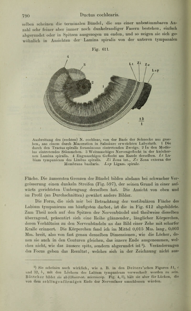 selben scheinen die terminalen Bündel, die aus einer unbestimmbaren An- zahl sehr feiner aber immer noch dunkelrandiger Fasern bestehen, einfach abgerundet oder in Spitzen ausgezogen zu enden, und so zeigen sie sich ge- wöhnlich in Ansichten der Lamina spiralis von der unteren tympanalen Fig. 611. 4 Ausbreitung des (rechten) N. cochleae, von der Basis der Schnecke aus gese- hen, aus einem durch Maceration in Salzsäure erweichten Labyrinth. 1 Die durch den Tractus spiralis foraminosus eintretenden Zweige. 2 In den Modio- lus eintretendes Stämmchen. 3 Weitmaschiges Nervengeflecht in der knöcher- nen Lamina spiralis. 4 Engmaschiges Geflecht am Rande derselben. Lt La- bium tympanicum des Limbus spiralis. Zi Zona int., Ze Zona externa der Membrana basilaris. Lsp Ligam. spirale. Fläche. Die äussersten Grenzen der Bündel bilden alsdann bei schwacher Ver- grösserung einen dunkeln Streifen (Fig. 597), der seinen Grund in einer auf- wärts gerichteten Umbeugung derselben hat. Die Ansicht von oben und im Profil (an Durchschnitten) gewährt andere Bilder. Die Form, die sich mir bei Betrachtung der vestibulären Fläche des Labium tympanicum am häufigsten darbot, ist die in Fig. 612 abgebildete. Zum Theil noch auf den Spitzen der Nervenbündel und theilweise dieselben überragend, präsentirt sich eine Reihe glänzender, länglicher Körperchen, deren Yerhältniss zu den Nervenbündeln an das Bild einer Zehe mit scharfer Kralle erinnert. Die Körperchen fand ich im Mittel 0,015 Mm. lang, 0,003 Mm. breit, also von fast genau denselben Dimensionen, wie die Löcher, de- nen sie auch in den Conturen gleichen, das innere Ende ausgenommen, wel- ches nicht, wie das äussere spitz, sondern abgerundet ist*). Veränderungen des Focus geben das Resultat, welches sich in der Zeichnung nicht aus- x) Sie scheinen auch wirklich, wie z. B. in den Deiters’schen Figuren *11, c und 32, 6, mit den Löchern des Labium tympanicum verwechselt worden zu sein. Böttcher bildet sie ab(Observat. mieroscop. Fig. 4,6), hält sie aber für Lücken, die von dem schlingenförmigen Ende der Nervenfaser umschlossen würden.