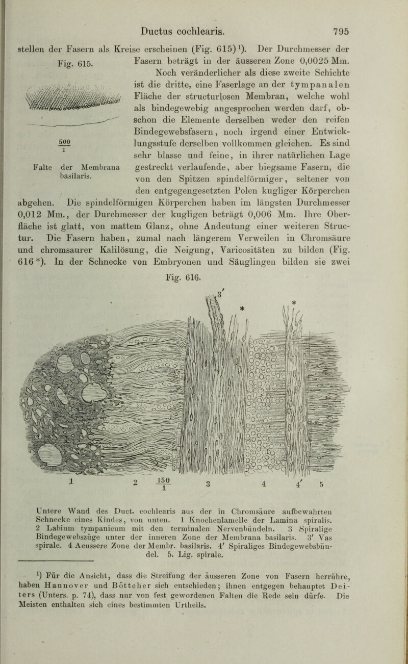 stellen der Fasern als Kreise erscheinen (Fig. 615) l). Der Durchmesser der Fasern beträgt in der äusseren Zone 0,0025 Mm. Noch veränderlicher als diese zweite Schichte ist die dritte, eine Faserlage an der tympanalen Fläche der structurlosen Membran, welche wohl als bindegewebig angesprochen werden darf, ob- schon die Elemente derselben weder den reifen Bindegewebsfasern, noch irgend einer Entwick- lungsstufe derselben vollkommen gleichen. Es sind sehr blasse und feine, in ihrer natürlichen Lage gestreckt verlaufende, aber biegsame Fasern, die von den Spitzen spindelförmiger, seltener von den entgegengesetzten Polen kugliger Körperchen abgehen. Die spindelförmigen Körperchen haben im längsten Durchmesser 0,012 Mm., der Durchmesser der kugligen beträgt 0,006 Mm. Ihre Ober- fläche ist glatt, von mattem Glanz, ohne Andeutung einer weiteren Struc- tur. Die Fasern haben, zumal nach längerem Verweilen in Chromsäure und chromsaurer Kalilösung, die Neigung, Varicositäten zu bilden (Fig. 616*). In der Schnecke von Embryonen und Säuglingen bilden sie zwei Fig. 616. Fig. 615. 500 1 Falte der Membrana basilaris. | Untere Wand des Duct. cochlearis aus der in Chromsäure aufbewahrten Schnecke eines Kindes, von unten. 1 Knochenlamelle der Lamina spiralis. 2 Labium tympanicum mit den terminalen Nervenbündeln. 3 Spiralige Bindegewebszüge unter der inneren Zone der Membrana basilaris. 3' Vas spirale. 4 Aeussere Zone der Membr. basilaris. 4' Spiraliges Bindegewebsbün- del. 5. Lig. spirale. x) Für die Ansicht, dass die Streifung der äusseren Zone von Fasern herrühre, haben Hannover und Böttcher sich entschieden; ihnen entgegen behauptet Dei- ters (Unters, p. 74), dass nur von fest gewordenen Falten die Rede sein dürfe. Die Meisten enthalten sich eines bestimmten Urtheils.