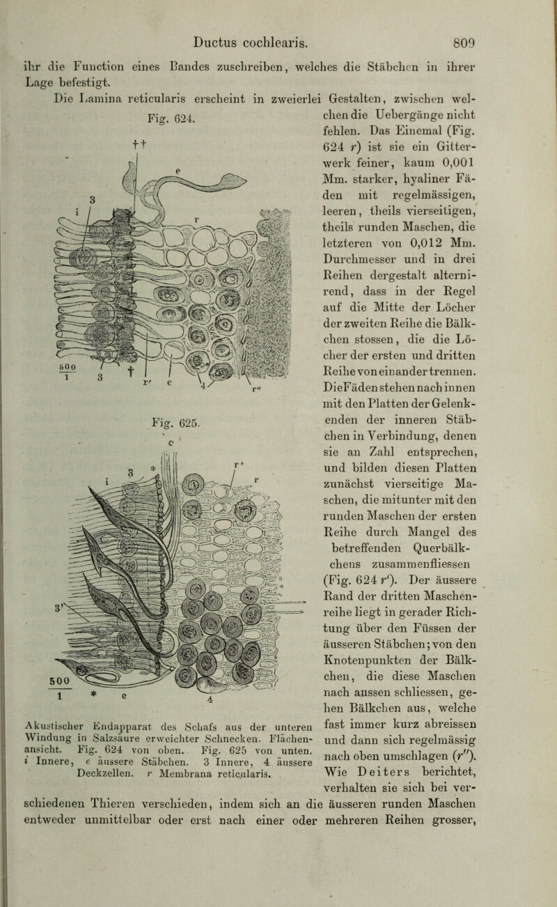 ihr die Function eines Bandes zuschreiben, welches die Stäbchen in ihrer Lage befestigt. Die Lamina reticularis erscheint in zweierlei Gestalten, zwischen wel- Fiar. 624. Fig. 625. chen die Uebergänge nicht fehlen. Das Einemal (Fig. 624 r) ist sie ein Gitter- werk feiner, kaum 0,001 Mm. starker, hyaliner Fä- den mit regelmässigen, leeren, theils vierseitigen, theils runden Maschen, die letzteren von 0,012 Mm. Durchmesser und in drei Reihen dergestalt alterni- rend, dass in der Regel auf die Mitte der Löcher der zweiten Reihe die Bälk- chen stossen, die die Lö- cher def* ersten und dritten Reihe von ein an der trennen. DieFäden stehen nach innen mit den Platten der Gelenk- enden der inneren Stäb- chen in Verbindung, denen sie an Zahl entsprechen, und bilden diesen Platten zunächst vierseitige Ma- schen, die mitunter mit den runden Maschen der ersten Reihe durch Mangel des betreffenden Querbälk- chens zusammenfliessen (Fig. 624 r1). Der äussere Rand der dritten Maschen- reihe liegt in gerader Rich- tung über den Füssen der äusseren Stäbchen; von den Knotenpunkten der Bälk- chen, die diese Maschen nach aussen schliessen, ge- hen Bälkchen aus, welche fast immer kurz abreissen und dann sich regelmässig nach oben Umschlagen (/'). Wie Deiters berichtet, verhalten sie sich bei ver- schiedenen Thieren verschieden, indem sich an die äusseren runden Maschen entweder unmittelbar oder erst nach einer oder mehreren Reihen grosser, Akustischer Endapparat des Schafs aus der unteren Windung in Salzsäure erweichter Schnecken. Flächen- ansicht. Fig. 624 von oben. Fig. 625 von unten. 3 Innere, 4 äussere Deckzellen, r Membrana reticularis.