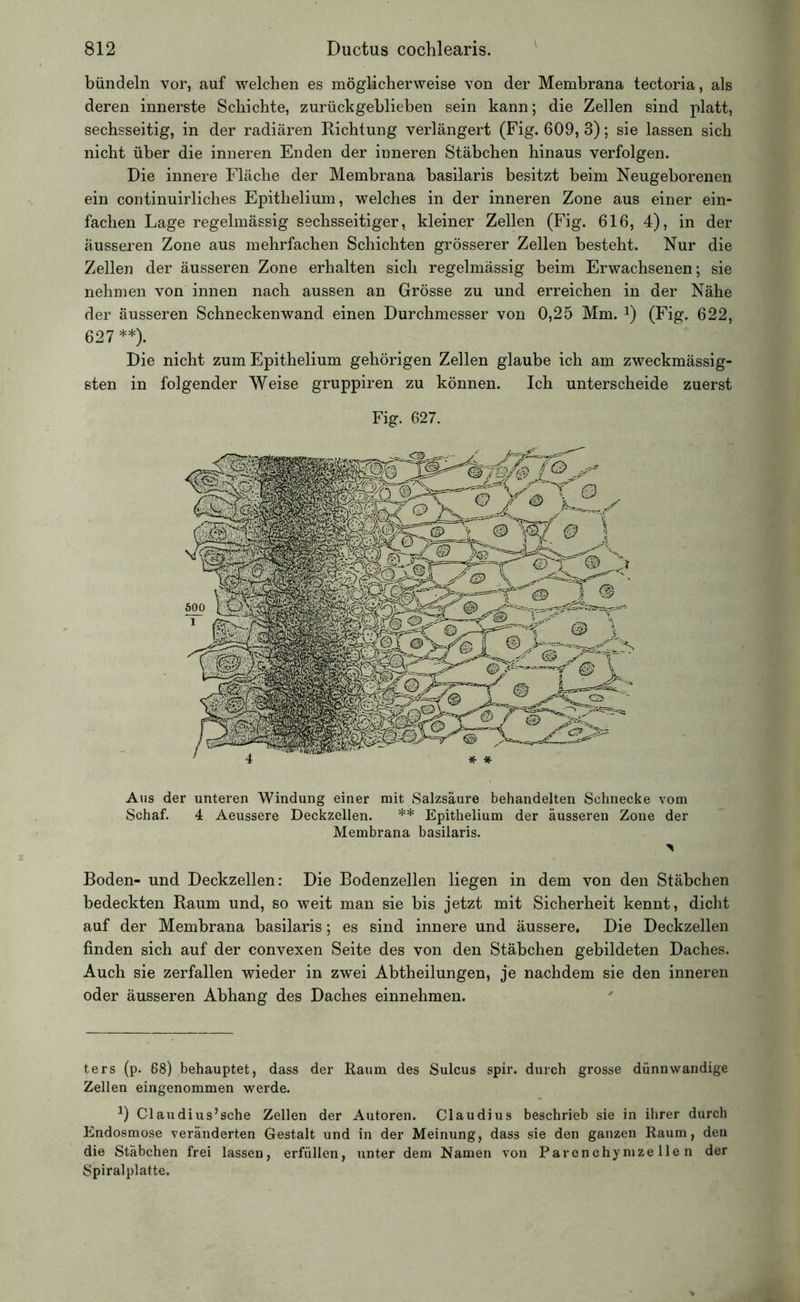 bündeln vor, auf welchen es möglicherweise von der Membrana tectoria, als deren innerste Schichte, zurückgeblieben sein kann; die Zellen sind platt, sechsseitig, in der radiären Richtung verlängert (Fig. 609, 3); sie lassen sich nicht über die inneren Enden der inneren Stäbchen hinaus verfolgen. Die innere Fläche der Membrana basilaris besitzt beim Neugeborenen ein continuirliches Epithelium, welches in der inneren Zone aus einer ein- fachen Lage regelmässig sechsseitiger, kleiner Zellen (Fig. 616, 4), in der äusseren Zone aus mehrfachen Schichten grösserer Zellen besteht. Nur die Zellen der äusseren Zone erhalten sich regelmässig beim Erwachsenen; sie nehmen von innen nach aussen an Grösse zu und erreichen in der Nähe der äusseren Schneckenwand einen Durchmesser von 0,25 Mm. J) (Fig. 622, 627 **). Die nicht zum Epithelium gehörigen Zellen glaube ich am zweckmässig- sten in folgender Weise gruppiren zu können. Ich unterscheide zuerst Fig. 627. Aus der unteren Windung einer mit Salzsäure behandelten Schnecke vom Schaf. 4 Aeussere Deckzellen. ** Epithelium der äusseren Zone der Membrana basilaris. Boden- und Deckzellen: Die Bodenzellen liegen in dem von den Stäbchen bedeckten Raum und, so weit man sie bis jetzt mit Sicherheit kennt, dicht auf der Membrana basilaris; es sind innere und äussere. Die Deckzellen finden sich auf der convexen Seite des von den Stäbchen gebildeten Daches. Auch sie zerfallen wieder in zwei Abtheilungen, je nachdem sie den inneren oder äusseren Abhang des Daches einnehmen. ters (p. 68) behauptet, dass der Raum des Sulcus spir. durch grosse dünnwandige Zellen eingenommen werde. 0 Claudius’sche Zellen der Autoren. Claudius beschrieb sie in ihrer durch Endosmose veränderten Gestalt und in der Meinung, dass sie den ganzen Raum, den die Stäbchen frei lassen, erfüllen, unter dem Namen von Parenchym zellen der Spiralplatte.