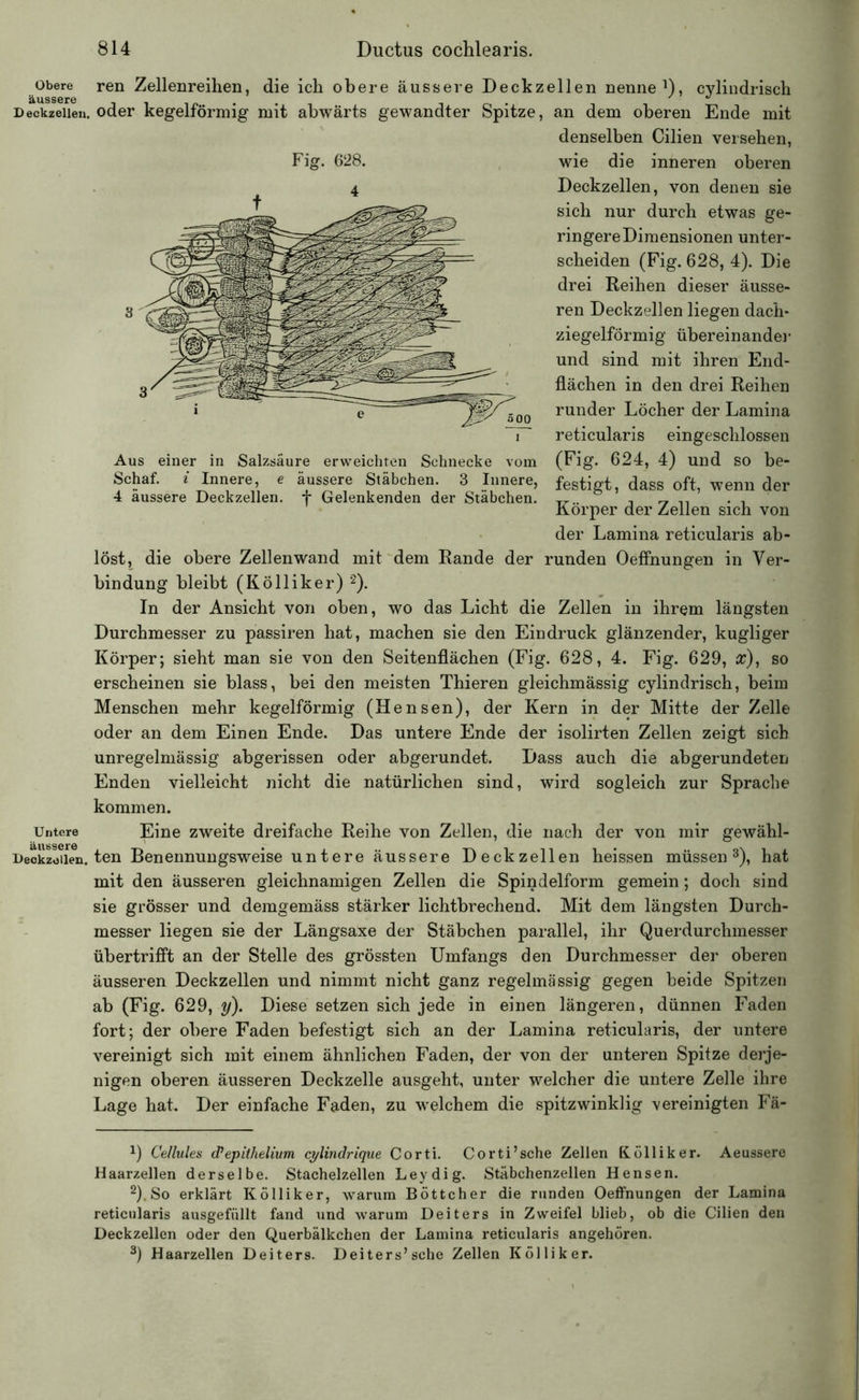 Obere äussere Deckzellen Untere äussere Deckzollen Fig. 628. ren Zellenreihen, die ich obere äussere Deckzellen nenne1), cylindrisch . oder kegelförmig mit abwärts gewandter Spitze, an dem oberen Ende mit denselben Cilien versehen, wie die inneren oberen Deckzellen, von denen sie sich nur durch etwas ge- ringereDimensionen unter- scheiden (Fig. 628, 4). Die drei Reihen dieser äusse- ren Deckzellen liegen dach* ziegelförmig übereinander und sind mit ihren End- flächen in den drei Reihen runder Löcher der Lamina reticularis eingeschlossen (Fig. 624, 4) und so be- festigt, dass oft, wenn der Körper der Zellen sich von der Lamina reticularis ab- runden Oeffnungen in Ver- Aus einer in Salzsäure erweichten Schnecke vom Schaf, i Innere, e äussere Stäbchen. 3 Innere, 4 äussere Deckzellen, f Gelenkenden der Stäbchen. löst, die obere Zellenwand mit dem Rande der bin düng bleibt (Kölliker) 2). In der Ansicht von oben, wo das Licht die Zellen in ihrem längsten Durchmesser zu passiren hat, machen sie den Eindruck glänzender, kugliger Körper; sieht man sie von den Seitenflächen (Fig. 628, 4. Fig. 629, #), so erscheinen sie blass, bei den meisten Thieren gleichmässig cylindrisch, beim Menschen mehr kegelförmig (Hensen), der Kern in der Mitte der Zelle oder an dem Einen Ende. Das untere Ende der isolirten Zellen zeigt sich unregelmässig abgerissen oder abgerundet. Dass auch die abgerundeten Enden vielleicht nicht die natürlichen sind, wird sogleich zur Sprache kommen. Eine zweite dreifache Reihe von Zellen, die nach der von mir gewähl- , ten Benennungsweise untere äussere Deckzellen heissen müssen3), hat mit den äusseren gleichnamigen Zellen die Spindelform gemein; doch sind sie grösser und demgemäss stärker lichtbrechend. Mit dem längsten Durch- messer liegen sie der Längsaxe der Stäbchen parallel, ihr Querdurchmesser übertrifft an der Stelle des grössten Umfangs den Durchmesser der oberen äusseren Deckzellen und nimmt nicht ganz regelmässig gegen beide Spitzen ab (Fig. 629, y). Diese setzen sich jede in einen längeren, dünnen Faden fort; der obere Faden befestigt sich an der Lamina reticularis, der untere vereinigt sich mit einem ähnlichen Faden, der von der unteren Spitze derje- nigen oberen äusseren Deckzelle ausgeht, unter welcher die untere Zelle ihre Lage hat. Der einfache Faden, zu welchem die spitzwinklig vereinigten Fä- x) Cellules d’epithelium cylindrique Corti. Corti’sche Zellen Kölliker. Aeussere Haarzellen derselbe. Stachelzellen Leydig. Stäbchenzellen Hensen. 2) .So erklärt Kölliker, warum Böttcher die runden Oeffnungen der Lamina reticularis ausgefüllt fand und warum Deiters in Zweifel blieb, ob die Cilien den Deckzellen oder den Querbälkchen der Lamina reticularis angehören. 3) Haarzellen Deiters. Deiters’sche Zellen Kölliker.