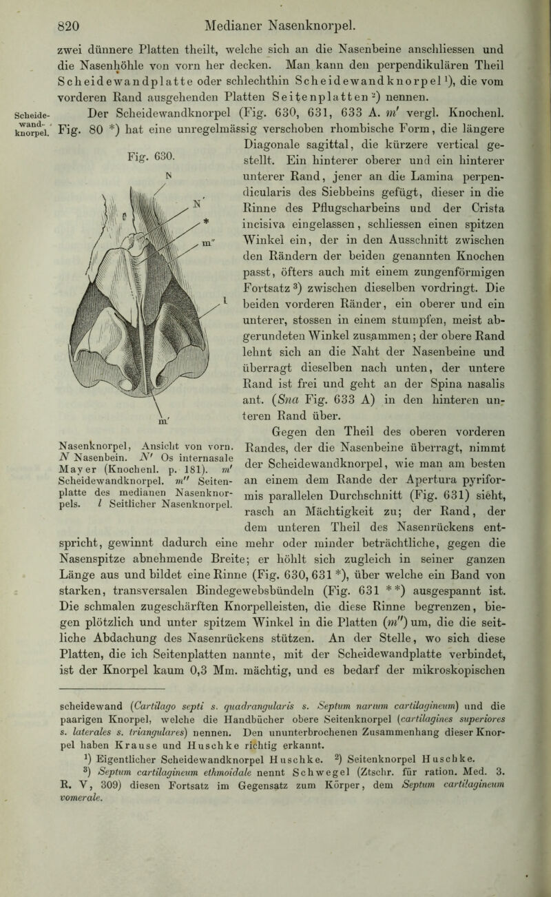 Scheide- wand- - knorpel. 820 Medianer Nasenknorpel. Fig. 630. zwei dünnere Platten theilt, welche sich an die Nasenbeine anschliessen und die Nasenhöhle von vorn her decken. Man kann den perpendikulären Theil Scheidewandplatte oder schlechthin Scheidewandknorpel1), die vom vorderen Rand ausgehenden Platten Seitenplatten-) nennen. Der Scheidewandknorpel (Fig. 630, 631, 633 A. m' vergl. Knochenl. Fig. 80 *) hat eine unregelmässig verschoben rhombische Form, die längere Diagonale sagittal, die kürzere vertical ge- stellt. Ein hinterer oberer und ein hinterer unterer Rand, jener an die Lamina perpen- dicularis des Siebbeins gefügt, dieser in die Rinne des Pflugscharbeins und der Crista incisiva eingelassen, schliessen einen spitzen Winkel ein, der in den Ausschnitt zwischen den Rändern der beiden genannten Knochen passt, öfters auch mit einem zungenförmigen Fortsatz 3) zwischen dieselben vordringt. Die beiden vorderen Ränder, ein oberer und ein unterer, stossen in einem stumpfen, meist ab- gerundeten Winkel zusammen; der obere Rand lehnt sich an die Naht der Nasenbeine und überragt dieselben nach unten, der untere Rand ist frei und geht an der Spina nasalis ant. (Sna Fig. 633 A) in den hinteren un- teren Rand über. Gegen den Theil des oberen vorderen Randes, der die Nasenbeine überragt, nimmt der Scheidewandknorpel, wie man am besten an einem dem Rande der Apertura pyrifor- mis parallelen Durchschnitt (Fig. 631) sieht, rasch an Mächtigkeit zu; der Rand, der dem unteren Theil des Nasenrückens ent- spricht, gewinnt dadurch eine mehr oder minder beträchtliche, gegen die Nasenspitze abnehmende Breite; er höhlt sich zugleich in seiner ganzen Länge aus und bildet eine Rinne (Fig. 630,631 *), über welche ein Band von starken, transversalen Bindegewebsbündeln (Fig. 631 * *) ausgespannt ist. Die schmalen zugeschärften Knorpelleisten, die diese Rinne begrenzen, bie- gen plötzlich und unter spitzem Winkel in die Platten (ni) um, die die seit- liche Abdachung des Nasenrückens stützen. An der Stelle, wo sich diese Platten, die ich Seitenplatten nannte, mit der Scheidewandplatte verbindet, ist der Knorpel kaum 0,3 Mm. mächtig, und es bedarf der mikroskopischen Nasenknorpel, Ansicht von vorn. N Nasenbein. N' Os internasale Mayer (Knochenl. p. 181). m! Scheidewandknorpel. nin Seiten- platte des medianen Nasenknor- pels. I Seitlicher Nasenknorpel. Scheidewand (Cartilago septi s. quadrangularis s. Septum narium cartilagineum) und die paarigen Knorpel, welche die Handbücher obere Seitenknorpel (cartilagines superiores s. laterales s. trianguläres) nennen. Den ununterbrochenen Zusammenhang dieser Knor- pel haben Krause und Huschke richtig erkannt. 0 Eigentlicher Scheidewandknorpel Huschke. 2) Seitenknorpel Husch ke. 3) Septum cartilagineum ethmoidale nennt Schwegel (Ztschr. für ration. Med. 3. R. V, 309) diesen Fortsatz im Gegensatz zum Körper, dem Septum cartilagineum vomerale.