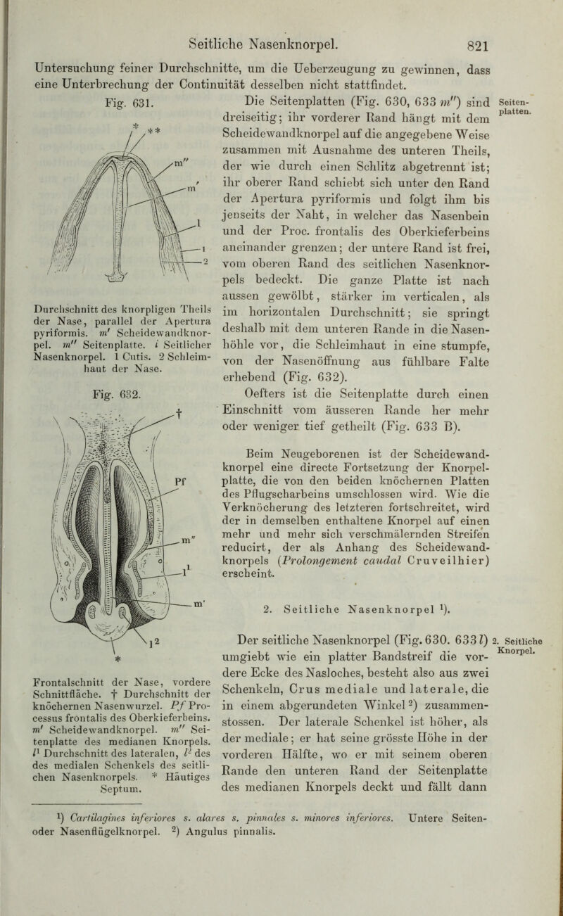 Untersuchung feiner Durchschnitte, um die Ueberzeugung zu gewinnen, dass eine Unterbrechung der Continuität desselben nicht stattfindet. Fig. 631. Durchschnitt des knorpligen Theils der Nase, parallel der Apertura pyriformis. m! Scheidewandknor- pel. m Seitenplatte, i Seitlicher Nasenknorpel. 1 Cutis. 2 Schleim- haut der Nase. Fig. 632. Die Seitenplatten (Fig. 630, 633 m) sind dreiseitig; ihr vorderer Rand hängt mit dem Scheidewandknorpel auf die angegebene Weise zusammen mit Ausnahme des unteren Theils, der wie durch einen Schlitz abgetrennt ist; ihr oberer Rand schiebt sich unter den Rand der Apertura pyriformis und folgt ihm bis jenseits der Naht, in welcher das Nasenbein und der Proc. frontalis des Oberkieferbeins aneinander grenzen; der untere Rand ist frei, vom oberen Rand des seitlichen Nasenknor- pels bedeckt. Die ganze Platte ist nach aussen gewölbt, stärker im verticalen, als im horizontalen Durchschnitt; sie springt deshalb mit dem unteren Rande in die Nasen- höhle vor, die Schleimhaut in eine stumpfe, von der Nasenöffhung aus fühlbare Falte erhebend (Fig. 632). Oefters ist die Seitenplatte durch einen Seiten- platten. Frontalschnitt der Nase, vordere Schnittfläche, f Durchschnitt der knöchernen Nasenwurzel. Pf Pro- cessus frontalis des Oberkieferbeins. m! Scheidewandknorpel. m Sei- tenplatte des medianen Knorpels. I1 Durchschnitt des lateralen, l2 des des medialen Schenkels des seitli- chen Nasenknorpels. * Häutiges Septum. Einschnitt vom äusseren Rande her mehr oder weniger tief getheilt (Fig. 633 B). Beim Neugeborenen ist der Scheidewand- knorpel eine directe Fortsetzung der Knorpel- platte, die von den beiden knöchernen Platten des Pflugscharbeins umschlossen wird. Wie die Verknöcherung des letzteren fortschreitet, wird der in demselben enthaltene Knorpel auf einen mehr und mehr sich verschmälernden Streifen reducirt, der als Anhang des Scheidewand- knorpels (Prolongement cciudal Cruveilhier) erscheint. 2. Seitliche Nasenknorpel 1). Der seitliche Nasenknorpel (Fig. 630. 633?) 2. Seitliche umgiebt wie ein platter Bandstreif die vor- KnorpeL dere Ecke des Nasloches, besteht also aus zwei Schenkeln, Crus mediale und laterale, die in einem abgerundeten Winkel2) zusammen- stossen. Der laterale Schenkel ist höher, als der mediale; er hat seine grösste Höhe in der vorderen Hälfte, wo er mit seinem oberen Rande den unteren Rand der Seitenplatte des medianen Knorpels deckt und fällt dann !) Cartilagines inferiores s. alares s. pinnales s. minores inferiores. Untere Seiten- oder Nasenflügelknorpel. 2) Angulus pinnalis.